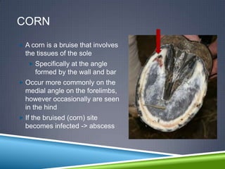 CORN
 A corn is a bruise that involves
  the tissues of the sole
    Specifically at the angle
     formed by the wall and bar
 Occur more commonly on the
  medial angle on the forelimbs,
  however occasionally are seen
  in the hind
 If the bruised (corn) site
  becomes infected -> abscess
 
