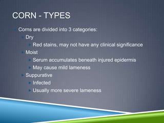 CORN - TYPES
 Corns are divided into 3 categories:
    Dry
       Red stains, may not have any clinical significance
    Moist
       Serum accumulates beneath injured epidermis
       May cause mild lameness
    Suppurative
       Infected
       Usually more severe lameness
 