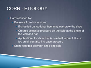 CORN - ETIOLOGY
 Corns caused by:
   Pressure from horse shoe
      If shoe left on too long, heel may overgrow the shoe
      Creates selective pressure on the sole at the angle of
       the wall and bar
      Application of a shoe that is one half to one full size
       too small can also increase pressure
   Stone wedged between shoe and sole
 