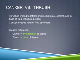 CANKER VS. THRUSH
 Thrush is limited to lateral and medial sulci, central sulci or
  base of frog (if fissure present)
 Canker invades horn of frog anywhere.


 Biggest difference:
    Canker = Proliferation of tissue
    Thrush = Loss of tissue
 