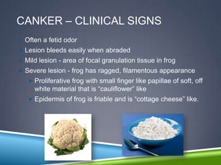 CANKER – CLINICAL SIGNS
 Often a fetid odor
 Lesion bleeds easily when abraded
 Mild lesion - area of focal granulation tissue in frog
 Severe lesion - frog has ragged, filamentous appearance
    Proliferative frog with small finger like papillae of soft, off
     white material that is “cauliflower” like
    Epidermis of frog is friable and is “cottage cheese” like.
 