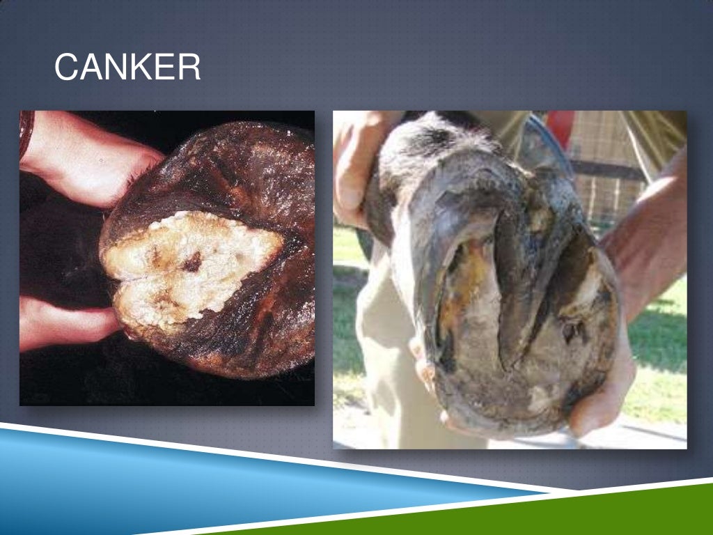 Keratoma, canker, quittor, corn