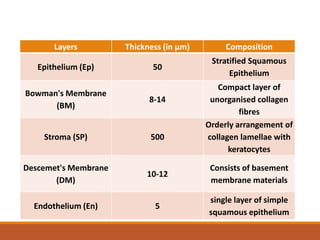 Layers Thickness (in µm) Composition
Epithelium (Ep) 50
Stratified Squamous
Epithelium
Bowman's Membrane
(BM)
8-14
Compact layer of
unorganised collagen
fibres
Stroma (SP) 500
Orderly arrangement of
collagen lamellae with
keratocytes
Descemet's Membrane
(DM)
10-12
Consists of basement
membrane materials
Endothelium (En) 5
single layer of simple
squamous epithelium
 