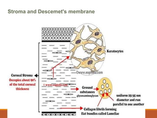 Stroma and Descemet's membrane
 