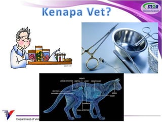 Kerjaya Doktor Veterinar