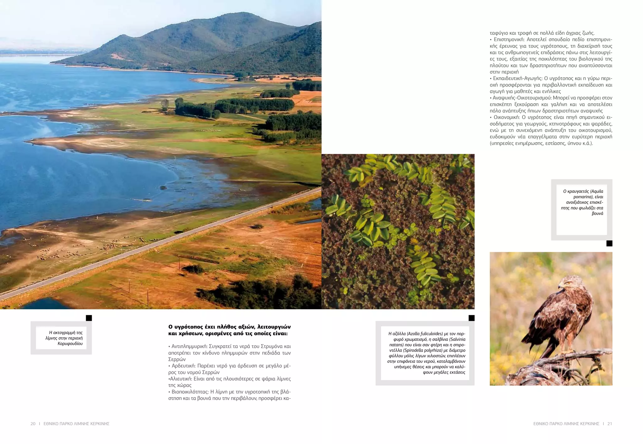20 I ΕΘΝΙΚΟ ΠΑΡΚΟ ΛΙΜΝΗΣ ΚΕΡΚΙΝΗΣ ΕΘΝΙΚΟ ΠΑΡΚΟ ΛΙΜΝΗΣ ΚΕΡΚΙΝΗΣ I 21
Η αζόλλα (Azolla fuliculoides) με τον πορ-
φυρό χρωματισμό, η σαλβίνια (Salvinia
natans) που είναι σαν φτέρη και η σπιρο-
ντέλλα (Spirodella polyrhiza) με διάμετρο
φύλλου μόλις λίγων χιλιοστών, επιπλέουν
στην επιφάνεια του νερού, καταλαμβάνουν
υπήνεμες θέσεις και μπορούν να καλύ-
ψουν μεγάλες εκτάσεις
Ο υγρότοπος έχει πλήθος αξιών, λειτουργιών
και χρήσεων, ορισμένες από τις οποίες είναι:
• Αντιπλημμυρική: Συγκρατεί τα νερά του Στρυμόνα και
αποτρέπει τον κίνδυνο πλημμυρών στην πεδιάδα των
Σερρών
• Αρδευτική: Παρέχει νερό για άρδευση σε μεγάλο μέ-
ρος του νομού Σερρών
•Αλιευτική: Είναι από τις πλουσιότερες σε ψάρια λίμνες
της χώρας
• Βιοποικιλότητας: Η λίμνη με την υγροτοπική της βλά-
στηση και τα βουνά που την περιβάλουν, προσφέρει κα-
ταφύγιο και τροφή σε πολλά είδη άγριας ζωής.
• Επιστημονική: Αποτελεί σπουδαίο πεδίο επιστημονι-
κής έρευνας για τους υγρότοπους, τη διαχείρισή τους
και τις ανθρωπογενείς επιδράσεις πάνω στις λειτουργί-
ες τους, εξαιτίας της ποικιλότητας του βιολογικού της
πλούτου και των δραστηριοτήτων που αναπτύσσονται
στην περιοχή
• Εκπαιδευτική-Αγωγής: Ο υγρότοπος και η γύρω περι-
οχή προσφέρονται για περιβαλλοντική εκπαίδευση και
αγωγή για μαθητές και ενήλικες
• Αναψυχής-Οικοτουρισμού: Μπορεί να προσφέρει στον
επισκέπτη ξεκούραση και γαλήνη και να αποτελέσει
πόλο ανάπτυξης ήπιων δραστηριοτήτων αναψυχής
• Οικονομική: Ο υγρότοπος είναι πηγή σημαντικού ει-
σοδήματος για γεωργούς, κτηνοτρόφους και ψαράδες,
ενώ με τη συνεχόμενη ανάπτυξη του οικοτουρισμού,
ευδοκιμούν νέα επαγγέλματα στην ευρύτερη περιοχή
(υπηρεσίες ενημέρωσης, εστίασης, ύπνου κ.ά.).
Ο κραυγαετός (Aquila
pomarina), είναι
ανοιξιάτικος επισκέ-
πτης που φωλιάζει στα
βουνά
Η ακτογραμμή της
λίμνης στην περιοχή
Κορυφουδίου
 
