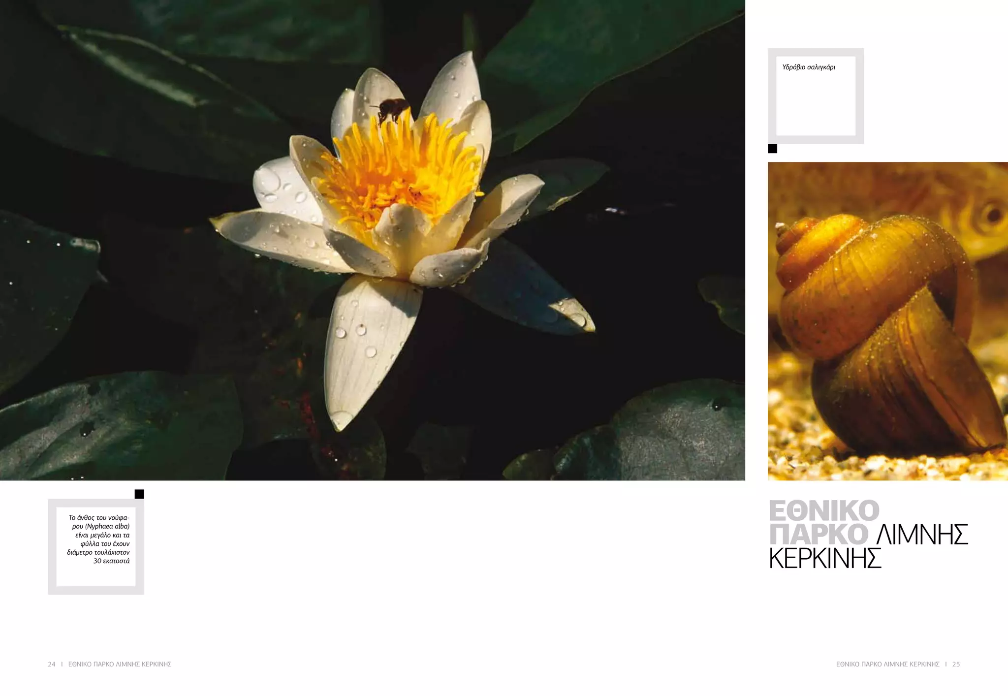 ΕΘΝΙΚΟ
ΠΑΡΚΟ ΛΙΜΝΗΣ
ΚΕΡΚΙΝΗΣ
Το άνθος του νούφα-
ρου (Nyphaea alba)
είναι μεγάλο και τα
φύλλα του έχουν
διάμετρο τουλάχιστον
30 εκατοστά
Υδρόβιο σαλιγκάρι
24 I ΕΘΝΙΚΟ ΠΑΡΚΟ ΛΙΜΝΗΣ ΚΕΡΚΙΝΗΣ ΕΘΝΙΚΟ ΠΑΡΚΟ ΛΙΜΝΗΣ ΚΕΡΚΙΝΗΣ I 25
 
