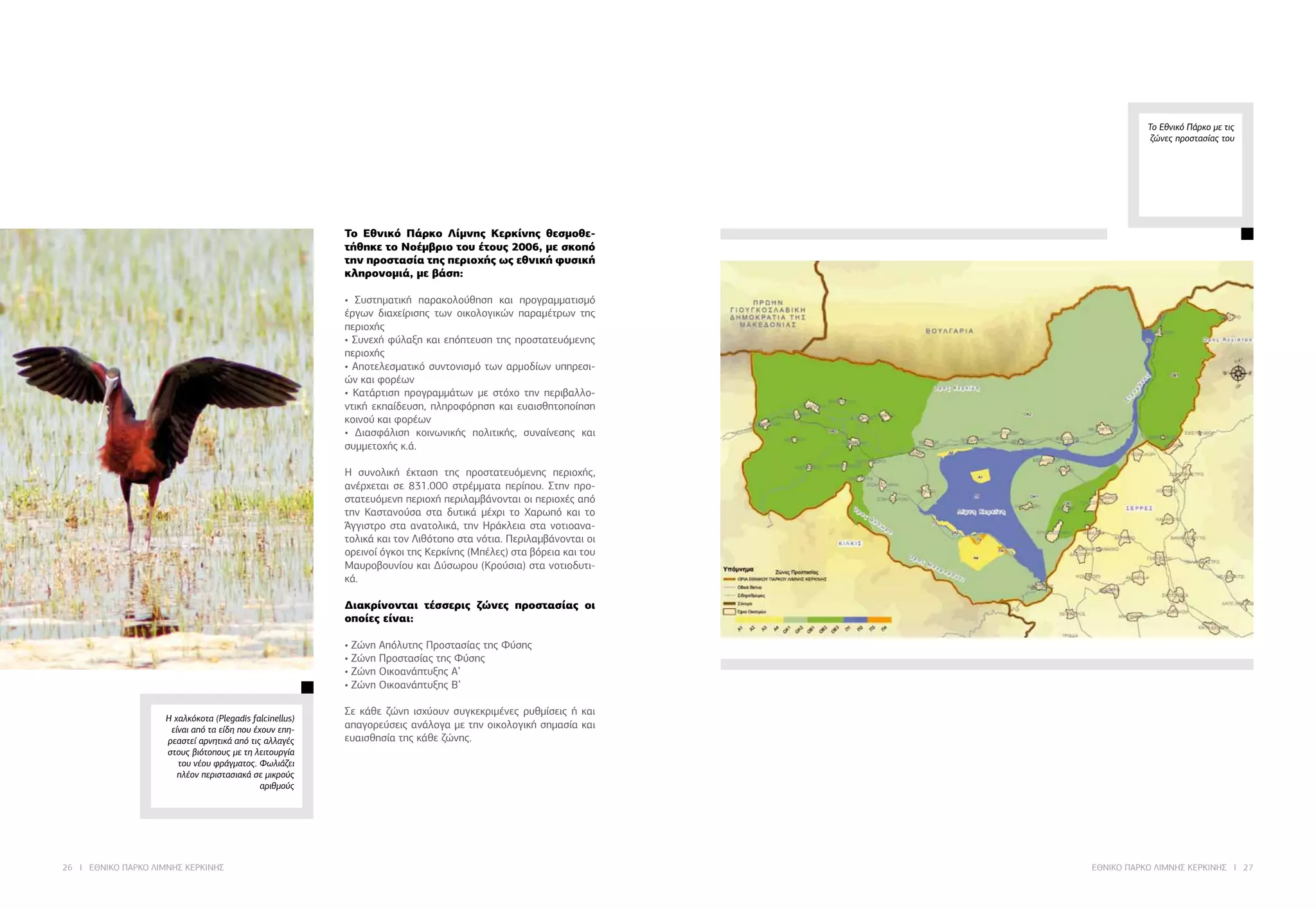 26 I ΕΘΝΙΚΟ ΠΑΡΚΟ ΛΙΜΝΗΣ ΚΕΡΚΙΝΗΣ ΕΘΝΙΚΟ ΠΑΡΚΟ ΛΙΜΝΗΣ ΚΕΡΚΙΝΗΣ I 27
Το Εθνικό Πάρκο με τις
ζώνες προστασίας του
Το Εθνικό Πάρκο Λίμνης Κερκίνης θεσμοθε-
τήθηκε το Νοέμβριο του έτους 2006, με σκοπό
την προστασία της περιοχής ως εθνική φυσική
κληρονομιά, με βάση:
• Συστηματική παρακολούθηση και προγραμματισμό
έργων διαχείρισης των οικολογικών παραμέτρων της
περιοχής
• Συνεχή φύλαξη και επόπτευση της προστατευόμενης
περιοχής
• Αποτελεσματικό συντονισμό των αρμοδίων υπηρεσι-
ών και φορέων
• Κατάρτιση προγραμμάτων με στόχο την περιβαλλο-
ντική εκπαίδευση, πληροφόρηση και ευαισθητοποίηση
κοινού και φορέων
• Διασφάλιση κοινωνικής πολιτικής, συναίνεσης και
συμμετοχής κ.ά.
Η συνολική έκταση της προστατευόμενης περιοχής,
ανέρχεται σε 831.000 στρέμματα περίπου. Στην προ-
στατευόμενη περιοχή περιλαμβάνονται οι περιοχές από
την Καστανούσα στα δυτικά μέχρι το Χαρωπό και το
Άγγιστρο στα ανατολικά, την Ηράκλεια στα νοτιοανα-
τολικά και τον Λιθότοπο στα νότια. Περιλαμβάνονται οι
ορεινοί όγκοι της Κερκίνης (Μπέλες) στα βόρεια και του
Μαυροβουνίου και Δύσωρου (Κρούσια) στα νοτιοδυτι-
κά.
Διακρίνονται τέσσερις ζώνες προστασίας οι
οποίες είναι:
• Ζώνη Απόλυτης Προστασίας της Φύσης
• Ζώνη Προστασίας της Φύσης
• Ζώνη Οικοανάπτυξης Α’
• Ζώνη Οικοανάπτυξης Β’
Σε κάθε ζώνη ισχύουν συγκεκριμένες ρυθμίσεις ή και
απαγορεύσεις ανάλογα με την οικολογική σημασία και
ευαισθησία της κάθε ζώνης.
	
Η χαλκόκοτα (Plegadis falcinellus)
είναι από τα είδη που έχουν επη-
ρεαστεί αρνητικά από τις αλλαγές
στους βιότοπους με τη λειτουργία
του νέου φράγματος. Φωλιάζει
πλέον περιστασιακά σε μικρούς
αριθμούς
 