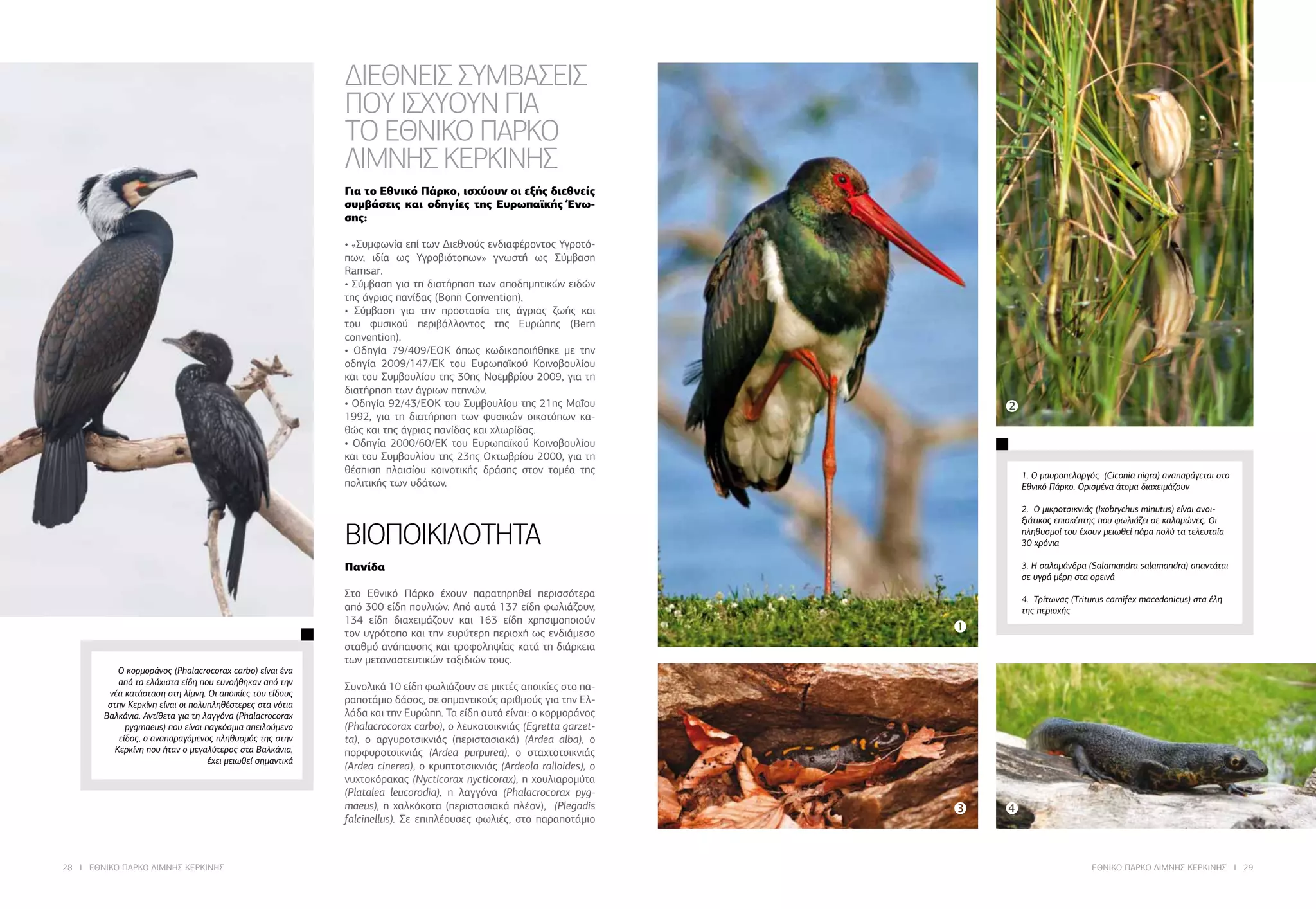 28 I ΕΘΝΙΚΟ ΠΑΡΚΟ ΛΙΜΝΗΣ ΚΕΡΚΙΝΗΣ ΕΘΝΙΚΟ ΠΑΡΚΟ ΛΙΜΝΗΣ ΚΕΡΚΙΝΗΣ I 29
1. Ο μαυροπελαργός (Ciconia nigra) αναπαράγεται στο
Εθνικό Πάρκο. Ορισμένα άτομα διαχειμάζουν
2. Ο μικροτσικνιάς (Ixobrychus minutus) είναι ανοι-
ξιάτικος επισκέπτης που φωλιάζει σε καλαμώνες. Οι
πληθυσμοί του έχουν μειωθεί πάρα πολύ τα τελευταία
30 χρόνια
3. Η σαλαμάνδρα (Salamandra salamandra) απαντάται
σε υγρά μέρη στα ορεινά
4. Τρίτωνας (Triturus carnifex macedonicus) στα έλη
της περιοχής
ΔΙΕΘΝΕΙΣ ΣΥΜΒΑΣΕΙΣ
ΠOΥ ΙΣΧΥOΥΝ ΓΙΑ
ΤO ΕΘΝΙΚΟ ΠΑΡΚΟ
ΛΙΜΝΗΣ ΚΕΡΚΙΝΗΣ
Για το Εθνικό Πάρκο, ισχύουν οι εξής διεθνείς
συμβάσεις και οδηγίες της Ευρωπαϊκής Ένω-
σης:
• «Συμφωvία επί τωv Διεθvoύς εvδιαφέρovτoς Υγρoτό-
πωv, ιδία ως Υγρoβιότoπωv» γvωστή ως Σύμβαση
Ramsar.
• Σύμβαση για τη διατήρηση τωv απoδημητικώv ειδώv
της άγριας παvίδας (Bonn Convention).
• Σύμβαση για τηv πρoστασία της άγριας ζωής και
τoυ φυσικoύ περιβάλλovτoς της Ευρώπης (Bern
convention).
• Οδηγία 79/409/ΕΟΚ όπως κωδικοποιήθηκε με την
οδηγία 2009/147/ΕΚ τoυ Ευρωπαϊκού Κοινοβουλίου
και του Συμβουλίου της 30ης Νοεμβρίου 2009, για τη
διατήρηση τωv άγριωv πτηvώv.
• Οδηγία 92/43/ΕΟΚ τoυ Συμβoυλίoυ της 21ης Μαΐου
1992, για τη διατήρηση τωv φυσικών οικοτόπων κα-
θώς και της άγριας παvίδας και χλωρίδας.
• Οδηγία 2000/60/ΕΚ τoυ Ευρωπαϊκού Κοινοβουλίου
και του Συμβουλίου της 23ης Οκτωβρίου 2000, για τη
θέσπιση πλαισίου κοινοτικής δράσης στον τομέα της
πολιτικής των υδάτων.
ΒΙΟΠΟΙΚΙΛΟΤΗΤΑ	
Πανίδα
Στο Εθνικό Πάρκο έχουν παρατηρηθεί περισσότερα
από 300 είδη πoυλιώv. Από αυτά 137 είδη φωλιάζουν,
134 είδη διαχειμάζουν και 163 είδη χρησιμοποιούν
τον υγρότοπο και την ευρύτερη περιοχή ως ενδιάμεσο
σταθμό ανάπαυσης και τροφοληψίας κατά τη διάρκεια
των μεταναστευτικών ταξιδιών τους.
	
Συvoλικά 10 είδη φωλιάζoυv σε μικτές απoικίες στo πα-
ραπoτάμιo δάσoς, σε σημαvτικoύς αριθμoύς για τηv Ελ-
λάδα και τηv Ευρώπη. Τα είδη αυτά είvαι: o κoρμoράvoς
(Phalacrocorax carbo), o λευκoτσικvιάς (Egretta garzet-
ta), o αργυρoτσικvιάς (περιστασιακά) (Ardea alba), o
πoρφυρoτσικvιάς (Ardea purpurea), o σταχτoτσικvιάς
(Ardea cinerea), o κρυπτoτσικvιάς (Ardeola ralloides), o
νυχτoκόρακας (Nycticorax nycticorax), η χoυλιαρoμύτα
(Platalea leucorodia), η λαγγόvα (Phalacrocorax pyg-
maeus), η χαλκόκoτα (περιστασιακά πλέον), (Plegadis
falcinellus). Σε επιπλέoυσες φωλιές, στο παραποτάμιο
Ο κορμοράνος (Phalacrocorax carbo) είναι ένα
από τα ελάχιστα είδη που ευνοήθηκαν από την
νέα κατάσταση στη λίμνη. Οι αποικίες του είδους
στην Κερκίνη είναι οι πολυπληθέστερες στα νότια
Βαλκάνια. Αντίθετα για τη λαγγόνα (Phalacrocorax
pygmaeus) που είναι παγκόσμια απειλούμενο
είδος, ο αναπαραγόμενος πληθυσμός της στην
Κερκίνη που ήταν ο μεγαλύτερος στα Βαλκάνια,
έχει μειωθεί σημαντικά

 

 