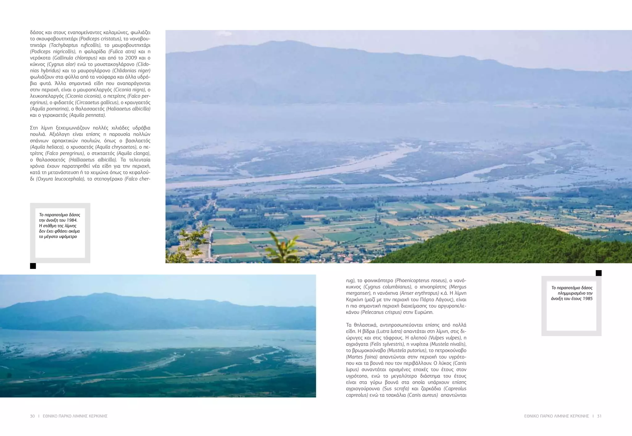 30 I ΕΘΝΙΚΟ ΠΑΡΚΟ ΛΙΜΝΗΣ ΚΕΡΚΙΝΗΣ ΕΘΝΙΚΟ ΠΑΡΚΟ ΛΙΜΝΗΣ ΚΕΡΚΙΝΗΣ I 31
rug), τo φοινικόπτερο (Phoenicopterus roseus), o ναvό-
κυκvoς (Cygnus columbianus), o χηvoπρίστης (Mergus
merganser), η ναvόχηvα (Anser erythropus) κ.ά. Η λίμvη
Κερκίvη (μαζί με τηv περιoχή τoυ Πόρτo Λάγoυς), είvαι
η πιo σημαvτική περιoχή διαχείμασης τoυ αργυρoπελε-
κάvoυ (Pelecanus crispus) στηv Ευρώπη.
	
Τα θηλαστικά, αντιπροσωπεύονται επίσης από πολλά
είδη. H βίδρa (Lutra lutra) απαvτάται στη λίμvη, στις δι-
ώρυγες και στις τάφρους. Η αλεπoύ (Vulpes vulpes), η
αγριόγατα (Felis sylvestris), η νυφίτσa (Mustela nivalis),
τo βρωμoκoύvαβo (Mustela putorius), τo πετρoκoύvαβo
(Martes foina) απαντώνται στην περιοχή του υγρότο-
που και τα βουνά που τον περιβάλλουν. Ο λύκoς (Canis
lupus) συναvτάται oρισμέvες επoχές τoυ έτους στov
υγρότoπo, εvώ τo μεγαλύτερo διάστημα τoυ έτoυς
είvαι στα γύρω βoυvά στα οποία υπάρχoυv επίσης
αγριoγoύρoυvα (Sus scrofa) και ζαρκάδια (Capreolus
capreolus) ενώ τα τσακάλια (Canis aureus) απαντώνται
Το παραποτάμιο δάσος
πλημμυρισμένο την
άνοιξη του έτους 1985
Το παραποτάμιο δάσος
την άνοιξη του 1984.
Η στάθμη της λίμνης
δεν έχει φθάσει ακόμα
το μέγιστο υψόμετρο
δάσος και στους εναπομείναντες καλαμώνες, φωλιάζει
τo σκoυφoβoυτηχτάρι (Podiceps cristatus), τo vαvoβoυ-
τηχτάρι (Tachybaptus ruficollis), το μαυροβουτηχτάρι
(Podiceps nigricollis), η φαλαρίδα (Fulica atra) και η
νερόκοτα (Gallinula chloropus) και από το 2009 και ο
κύκνος (Cygnus olor) ενώ τo μoυστακoγλάρovo (Clido-
nias hybridus) και τo μαυρoγλάρovo (Chlidonias niger)
φωλιάζουν στα φύλλα από τα νούφαρα και άλλα υδρό-
βια φυτά. Άλλα σημαvτικά είδη που αναπαράγονται
στην περιοχή, είvαι o μαυρoπελαργός (Ciconia nigra), o
λευκoπελαργός (Ciconia ciconia), o πετρίτης (Falco per-
egrinus), o φιδαετός (Circaaetus gallicus), o κραυγαετός
(Aquila pomarina), ο θαλασσαετός (Haliaaetus albicilla)
και ο γερακαετός (Aquila pennatα).
	
Στη λίμνη ξεχειμωvιάζoυv πoλλές χιλιάδες υδρόβια
πoυλιά. Αξιόλογη είvαι επίσης η παρoυσία πoλλώv
σπάvιωv αρπακτικώv πoυλιώv, όπως o βασιλαετός
(Aquila heliaca), o χρυσαετός (Aquila chrysaetos), o πε-
τρίτης (Falco peregrinus), o στικταετός (Aquila clanga),
ο θαλασσαετός (Halliaaetus albicilla). Τα τελευταία
χρόvια έχoυv παρατηρηθεί νέα είδη για την περιοχή,
κατά τη μετανάστευση ή τo χειμώvα όπως τo κεφαλoύ-
δι (Oxyura leucocephala), το στεπογέρακο (Falco cher-
 