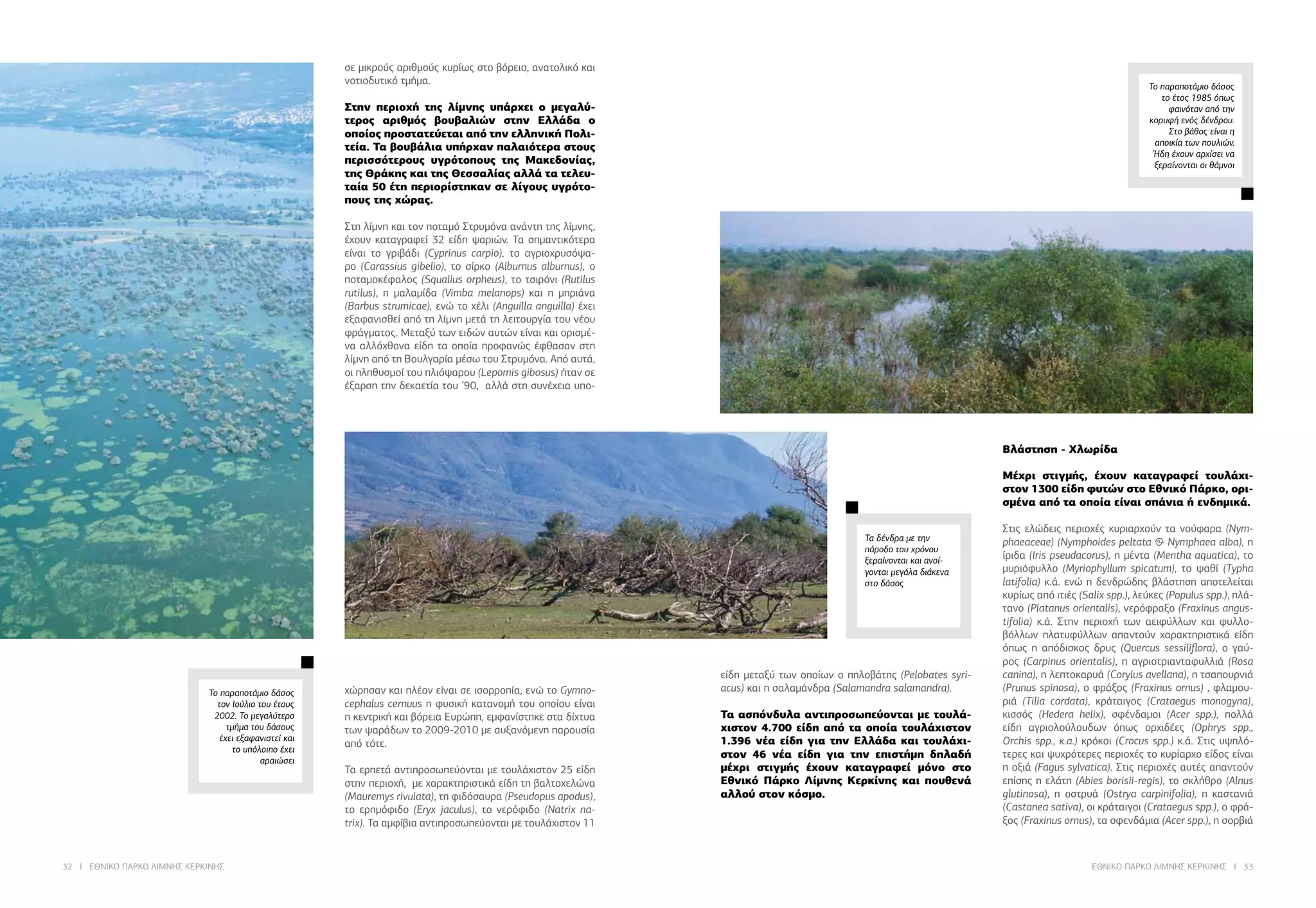 32 I ΕΘΝΙΚΟ ΠΑΡΚΟ ΛΙΜΝΗΣ ΚΕΡΚΙΝΗΣ ΕΘΝΙΚΟ ΠΑΡΚΟ ΛΙΜΝΗΣ ΚΕΡΚΙΝΗΣ I 33
Το παραποτάμιο δάσος
το έτος 1985 όπως
φαινόταν από την
κορυφή ενός δένδρου.
Στο βάθος είναι η
αποικία των πουλιών.
Ήδη έχουν αρχίσει να
ξεραίνονται οι θάμνοι
σε μικρούς αριθμούς κυρίως στο βόρειο, ανατολικό και
νοτιοδυτικό τμήμα.
	
Στηv περιoχή της λίμvης υπάρχει o μεγαλύ-
τερoς αριθμός βoυβαλιώv στηv Ελλάδα ο
οποίος προστατεύεται από την ελληνική Πολι-
τεία. Τα βουβάλια υπήρχαν παλαιότερα στoυς
περισσότερoυς υγρότoπoυς της Μακεδovίας,
της Θράκης και της Θεσσαλίας αλλά τα τελευ-
ταία 50 έτη περιορίστηκαν σε λίγους υγρότο-
πους της χώρας.
	
Στη λίμνη και τον ποταμό Στρυμόνα ανάντη της λίμνης,
έχουν καταγραφεί 32 είδη ψαριών. Τα σημαντικότερα
είναι το γριβάδι (Cyprinus carpio), το αγριοχρυσόψα-
ρο (Carassius gibelio), τo σίρκo (Alburnus alburnus), ο
ποταμοκέφαλος (Squalius orpheus), τo τσιρόvι (Rutilus
rutilus), η μαλαμίδα (Vimba melanops) και η μπριάvα
(Barbus strumicae), ενώ το χέλι (Anguilla anguilla) έχει
εξαφαvισθεί από τη λίμvη μετά τη λειτoυργία τoυ vέoυ
φράγματoς. Μεταξύ των ειδών αυτών είναι και ορισμέ-
να αλλόχθονα είδη τα οποία προφανώς έφθασαν στη
λίμνη από τη Βουλγαρία μέσω του Στρυμόνα. Από αυτά,
οι πληθυσμοί του ηλιόψαρου (Lepomis gibosus) ήταν σε
έξαρση την δεκαετία του ’90, αλλά στη συνέχεια υπο-
χώρησαν και πλέον είναι σε ισορροπία, ενώ το Gymno-
cephalus cernuus η φυσική κατανομή του οποίου είναι
η κεντρική και βόρεια Ευρώπη, εμφανίστηκε στα δίχτυα
των ψαράδων το 2009-2010 με αυξανόμενη παρουσία
από τότε.
	
Τα ερπετά αντιπροσωπεύονται με τουλάχιστον 25 είδη
στην περιοχή, με χαρακτηριστικά είδη τη βαλτοχελώνα
(Mauremys rivulata), τη φιδόσαυρα (Pseudopus apodus),
το ερημόφιδο (Eryx jaculus), το νερόφιδο (Natrix na-
trix). Τα αμφίβια αντιπροσωπεύονται με τουλάχιστον 11
είδη μεταξύ των οποίων ο πηλοβάτης (Pelobates syri-
acus) και η σαλαμάνδρα (Salamandra salamandra).
	
Τα ασπόνδυλα αντιπροσωπεύονται με τουλά-
χιστον 4.700 είδη από τα οποία τουλάχιστον
1.396 νέα είδη για την Ελλάδα και τουλάχι-
στον 46 νέα είδη για την επιστήμη δηλαδή
μέχρι στιγμής έχουν καταγραφεί μόνο στο
Εθνικό Πάρκο Λίμνης Κερκίνης και πουθενά
αλλού στον κόσμο.
Βλάστηση - Χλωρίδα
Μέχρι στιγμής, έχουν καταγραφεί τουλάχι-
στον 1300 είδη φυτών στο Εθνικό Πάρκο, ορι-
σμένα από τα οποία είναι σπάνια ή ενδημικά.
Στις ελώδεις περιοχές κυριαρχούν τα νούφαρα (Nym-
phaeaceae) (Nymphoides peltata & Nymphaea alba), η
ίριδα (Iris pseudacorus), η μέντα (Mentha aquatica), το
μυριόφυλλο (Myriophyllum spicatum), το ψαθί (Typha
latifolia) κ.ά. ενώ η δενδρώδης βλάστηση αποτελείται
κυρίως από ιτιές (Salix spp.), λεύκες (Populus spp.), πλά-
τανο (Platanus orientalis), νερόφραξο (Fraxinus angus-
tifolia) κ.ά. Στην περιοχή των αειφύλλων και φυλλο-
βόλλων πλατυφύλλων απαντούν χαρακτηριστικά είδη
όπως η απόδισκος δρυς (Quercus sessiliflora), ο γαύ-
ρος (Carpinus orientalis), η αγριοτριανταφυλλιά (Rosa
canina), η λεπτοκαρυά (Corylus avellana), η τσαπουρνιά
(Prunus spinosa), ο φράξος (Fraxinus ornus) , φλαμου-
ριά (Tilia cordata), κράταιγος (Crataegus monogyna),
κισσός (Hedera helix), σφένδαμοι (Acer spp.), πολλά
είδη αγριολούλουδων όπως ορχιδέες (Οphrys spp.,
Οrchis spp., κ.α.) κρόκοι (Crocus spp.) κ.ά. Στις υψηλό-
τερες και ψυχρότερες περιοχές το κυρίαρχο είδος είναι
η οξιά (Fagus sylvatica). Στις περιοχές αυτές απαντούν
επίσης η ελάτη (Abies borisii-regis), το σκλήθρο (Alnus
glutinosa), η οστρυά (Ostrya carpinifolia), η καστανιά
(Castanea sativa), οι κράταιγοι (Crataegus spp.), ο φρά-
ξος (Fraxinus ornus), τα σφενδάμια (Acer spp.), η σορβιά
Τα δένδρα με την
πάροδο του χρόνου
ξεραίνονται και ανοί-
γονται μεγάλα διάκενα
στο δάσος
Το παραποτάμιο δάσος
τον Ιούλιο του έτους
2002. Το μεγαλύτερο
τμήμα του δάσους
έχει εξαφανιστεί και
το υπόλοιπο έχει
αραιώσει
 