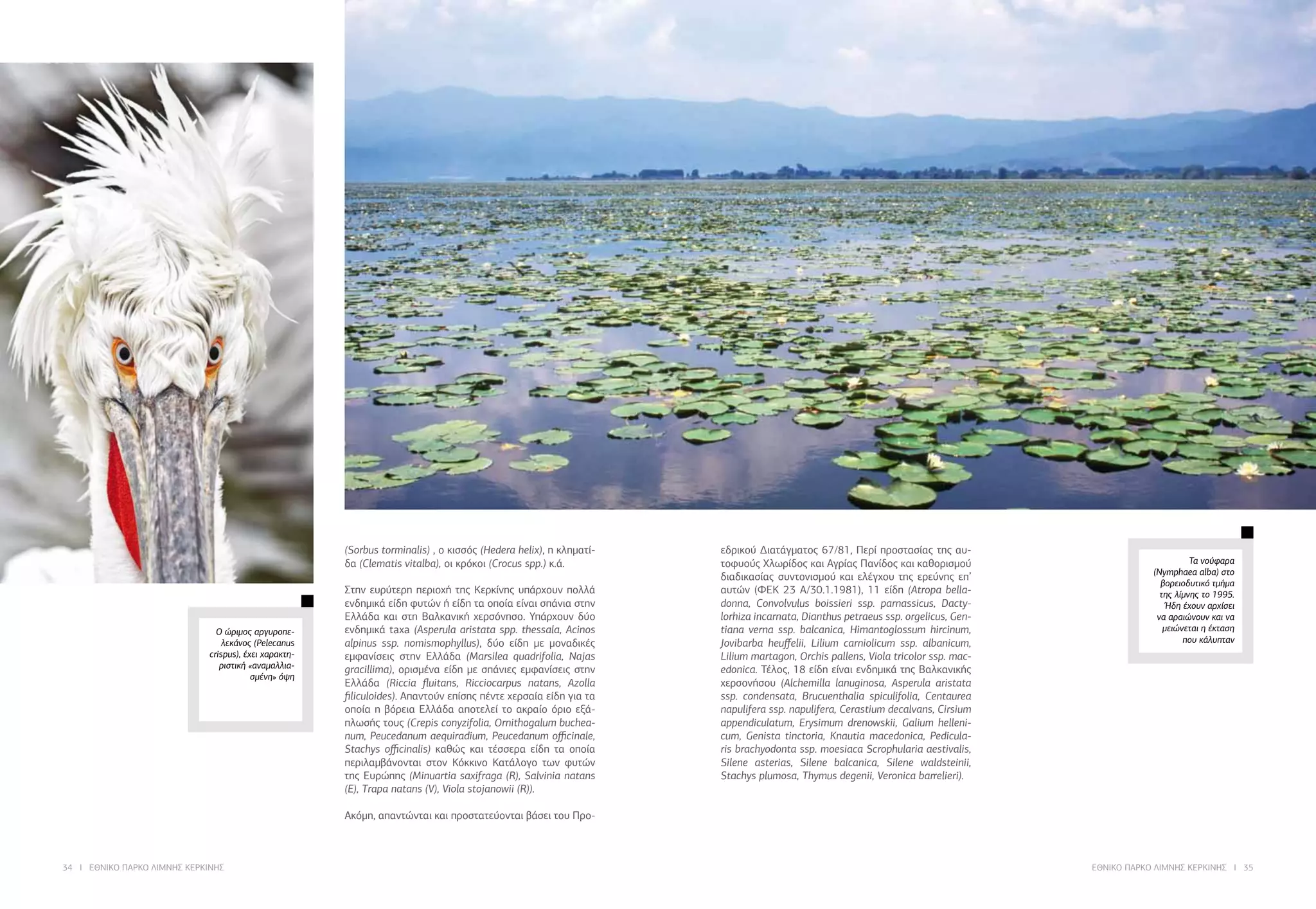 34 I ΕΘΝΙΚΟ ΠΑΡΚΟ ΛΙΜΝΗΣ ΚΕΡΚΙΝΗΣ ΕΘΝΙΚΟ ΠΑΡΚΟ ΛΙΜΝΗΣ ΚΕΡΚΙΝΗΣ I 35
(Sorbus torminalis) , ο κισσός (Hedera helix), η κληματί-
δα (Clematis vitalba), οι κρόκοι (Crocus spp.) κ.ά.
Στην ευρύτερη περιοχή της Κερκίνης υπάρχουν πολλά
ενδημικά είδη φυτών ή είδη τα οποία είναι σπάνια στην
Ελλάδα και στη Βαλκανική χερσόνησο. Υπάρχουν δύο
ενδημικά taxa (Asperula aristata spp. thessala, Acinos
alpinus ssp. nomismophyllus), δύο είδη με μοναδικές
εμφανίσεις στην Ελλάδα (Marsilea quadrifolia, Najas
gracillima), ορισμένα είδη με σπάνιες εμφανίσεις στην
Ελλάδα (Riccia fluitans, Ricciocarpus natans, Azolla
filiculoides). Απαντούν επίσης πέντε χερσαία είδη για τα
οποία η βόρεια Ελλάδα αποτελεί το ακραίο όριο εξά-
πλωσής τους (Crepis conyzifolia, Ornithogalum buchea-
num, Peucedanum aequiradium, Peucedanum officinale,
Stachys officinalis) καθώς και τέσσερα είδη τα οποία
περιλαμβάνονται στον Κόκκινο Κατάλογο των φυτών
της Ευρώπης (Minuartia saxifraga (R), Salvinia natans
(E), Trapa natans (V), Viola stojanowii (R)).
Ακόμη, απαντώνται και προστατεύονται βάσει του Προ-
εδρικού Διατάγματος 67/81, Περί προστασίας της αυ-
τοφυούς Χλωρίδος και Αγρίας Πανίδος και καθορισμού
διαδικασίας συντονισμού και ελέγχου της ερεύνης επ’
αυτών (ΦΕΚ 23 A/30.1.1981), 11 είδη (Atropa bella-
donna, Convolvulus boissieri ssp. parnassicus, Dacty-
lorhiza incarnata, Dianthus petraeus ssp. orgelicus, Gen-
tiana verna ssp. balcanica, Himantoglossum hircinum,
Jovibarba heuffelii, Lilium carniolicum ssp. albanicum,
Lilium martagon, Orchis pallens, Viola tricolor ssp. mac-
edonica. Τέλος, 18 είδη είναι ενδημικά της Βαλκανικής
χερσονήσου (Alchemilla lanuginosa, Asperula aristata
ssp. condensata, Brucuenthalia spiculifolia, Centaurea
napulifera ssp. napulifera, Cerastium decalvans, Cirsium
appendiculatum, Erysimum drenowskii, Galium helleni-
cum, Genista tinctoria, Knautia macedonica, Pedicula-
ris brachyodonta ssp. moesiaca Scrophularia aestivalis,
Silene asterias, Silene balcanica, Silene waldsteinii,
Stachys plumosa, Thymus degenii, Veronica barrelieri).
Τα νούφαρα
(Nymphaea alba) στο
βορειοδυτικό τμήμα
της λίμνης το 1995.
Ήδη έχουν αρχίσει
να αραιώνουν και να
μειώνεται η έκταση
που κάλυπταν
Ο ώριμος αργυροπε-
λεκάνος (Pelecanus
crispus), έχει χαρακτη-
ριστική «αναμαλλια-
σμένη» όψη
 