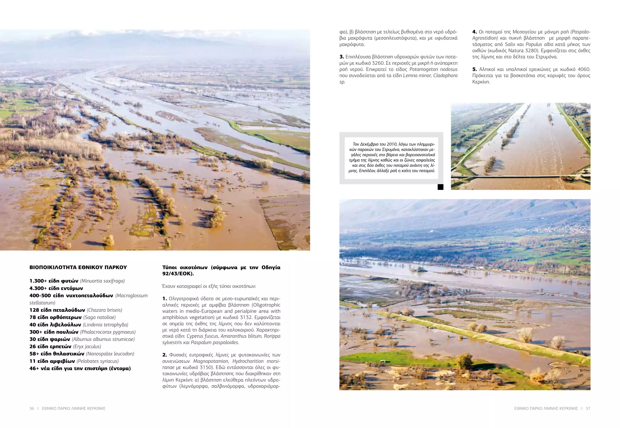 36 I ΕΘΝΙΚΟ ΠΑΡΚΟ ΛΙΜΝΗΣ ΚΕΡΚΙΝΗΣ ΕΘΝΙΚΟ ΠΑΡΚΟ ΛΙΜΝΗΣ ΚΕΡΚΙΝΗΣ I 37
Τον Δεκέμβριο του 2010, λόγω των πλημμυρι-
κών παροχών του Στρυμόνα, κατακλύστηκαν με-
γάλες περιοχές στο βόρειο και βορειοανατολικό
τμήμα της λίμνης καθώς και οι ζώνες ασφαλείας
και στις δύο όχθες του ποταμού ανάντη της λί-
μνης. Επιπλέον, άλλαξε ροή η κοίτη του ποταμού.
ΒΙΟΠΟΙΚΙΛΟΤΗΤΑ ΕΘΝΙΚΟΥ ΠΑΡΚΟΥ
1.300+ είδη φυτών (Minuartia saxifraga)
4.300+ είδη εντόμων
400-500 είδη νυχτοπεταλούδων (Macroglossum
stellatarum)
128 είδη πεταλούδων (Chazara briseis)
78 είδη ορθόπτερων (Saga natoliae)
40 είδη λιβελούλων (Lindenia tetraphylla)
300+ είδη πουλιών (Phalacrocorax pygmaeus)
30 είδη ψαριών (Alburnus alburnus strumicae)
26 είδη ερπετών (Eryx jaculus)
58+ είδη θηλαστικών (Nanospalax leucodon)
11 είδη αμφιβίων (Pelobates syriacus)
46+ νέα είδη για την επιστήμη (έντομα)
Τύποι οικοτόπων (σύμφωνα με την Οδηγία
92/43/ΕΟΚ).
Έχουν καταγραφεί οι εξής τύποι οικοτόπων:
1. Ολιγοτροφικά ύδατα σε μεσο-ευρωπαϊκές και περι-
αλπικές περιοχές με αμφίβια βλάστηση (Oligotrophic
waters in medio-European and perialpine area with
amphibious vegetation) με κωδικό 3132. Εμφανίζεται
σε σημεία της όχθης της λίμνης που δεν καλύπτονται
με νερό κατά τη διάρκεια του καλοκαιριού. Χαρακτηρι-
στικά είδη: Cyperus fuscus, Amaranthus blitum, Rorippa
sylvestris και Paspalum paspaloides.
2. Φυσικές ευτροφικές λίμνες με φυτοκοινωνίες των
συνενώσεων Magnopotamion, Hydrocharition morsi-
ranae με κωδικό 3150). Εδώ εντάσσονται όλες οι φυ-
τοκοινωνίες υδρόβιας βλάστησης που διακρίθηκαν στη
λίμνη Κερκίνη: α) βλάστηση ελεύθερα πλεόντων υδρο-
φύτων (λεμνόμορφα, σαλβινιόμορφα, υδροχαριόμορ-
φα), β) βλάστηση με τελείως βυθισμένα στο νερό υδρό-
βια μακρόφυτα (μεσοπλευστόφυτα), και με υφυδατικά
μακρόφυτα.
3. Επιπλέουσα βλάστηση υδροχαρών φυτών των ποτα-
μών με κωδικό 3260. Σε περιοχές με μικρή ή ανύπαρκτη
ροή νερού. Επικρατεί το είδος Potamogeton nodosus
που συνοδεύεται από τα είδη Lemna minor, Cladophora
sp.
4. Οι ποταμοί της Μεσογείου με μόνιμη ροή (Paspalo-
Agrostidion) και πυκνή βλάστηση με μορφή παραπε-
τάσματος από Salix και Populus alba κατά μήκος των
οχθών (κωδικός Natura 3280). Εμφανίζεται στις όχθες
της λίμνης και στο δέλτα του Στρυμόνα.
5. Αλπικοί και υπαλπικοί ερεικώνες με κωδικό 4060.
Πρόκειται για τα βοσκοτόπια στις κορυφές του όρους
Κερκίνη.
 