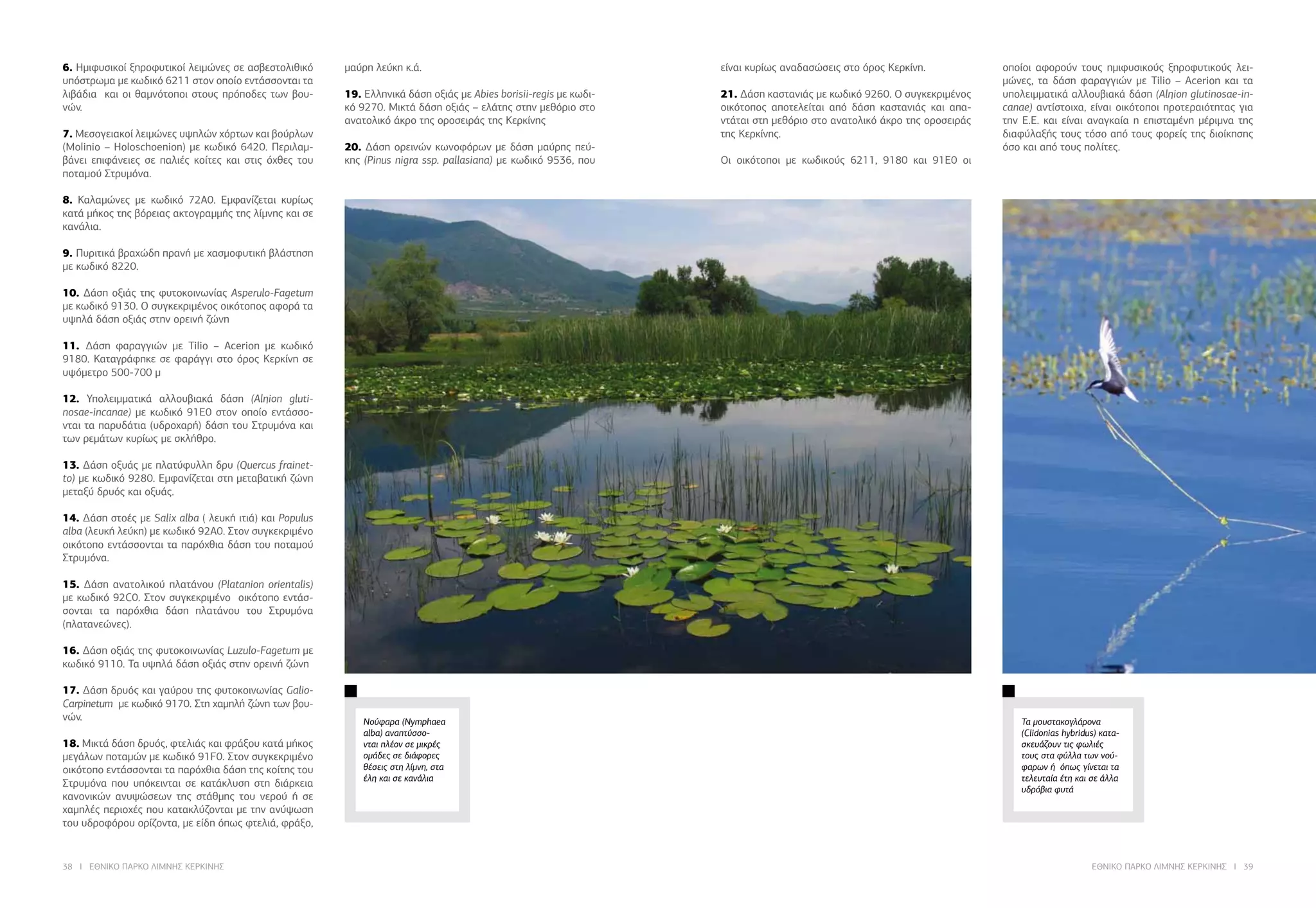 38 I ΕΘΝΙΚΟ ΠΑΡΚΟ ΛΙΜΝΗΣ ΚΕΡΚΙΝΗΣ ΕΘΝΙΚΟ ΠΑΡΚΟ ΛΙΜΝΗΣ ΚΕΡΚΙΝΗΣ I 39
Τα μουστακογλάρονα
(Clidonias hybridus) κατα-
σκευάζουν τις φωλιές
τους στα φύλλα των νού-
φαρων ή όπως γίνεται τα
τελευταία έτη και σε άλλα
υδρόβια φυτά
6. Ημιφυσικοί ξηροφυτικοί λειμώνες σε ασβεστολιθικό
υπόστρωμα με κωδικό 6211 στον οποίο εντάσσονται τα
λιβάδια και οι θαμνότοποι στους πρόποδες των βου-
νών.
7. Μεσογειακοί λειμώνες υψηλών χόρτων και βούρλων
(Molinio – Holoschoenion) με κωδικό 6420. Περιλαμ-
βάνει επιφάνειες σε παλιές κοίτες και στις όχθες του
ποταμού Στρυμόνα.
8. Καλαμώνες με κωδικό 72Α0. Εμφανίζεται κυρίως
κατά μήκος της βόρειας ακτογραμμής της λίμνης και σε
κανάλια.
9. Πυριτικά βραχώδη πρανή με χασμοφυτική βλάστηση
με κωδικό 8220.
10. Δάση οξιάς της φυτοκοινωνίας Asperulo-Fagetum
με κωδικό 9130. Ο συγκεκριμένος οικότοπος αφορά τα
υψηλά δάση οξιάς στην ορεινή ζώνη
11. Δάση φαραγγιών με Tilio – Acerion με κωδικό
9180. Καταγράφηκε σε φαράγγι στο όρος Κερκίνη σε
υψόμετρο 500-700 μ
12. Υπολειμματικά αλλουβιακά δάση (Αlηion gluti-
nosae-incanae) με κωδικό 91Ε0 στον οποίο εντάσσο-
νται τα παρυδάτια (υδροχαρή) δάση του Στρυμόνα και
των ρεμάτων κυρίως με σκλήθρο.
13. Δάση οξυάς με πλατύφυλλη δρυ (Quercus frainet-
to) με κωδικό 9280. Εμφανίζεται στη μεταβατική ζώνη
μεταξύ δρυός και οξυάς.
14. Δάση στοές με Salix alba ( λευκή ιτιά) και Populus
alba (λευκή λεύκη) με κωδικό 92Α0. Στον συγκεκριμένο
οικότοπο εντάσσονται τα παρόχθια δάση του ποταμού
Στρυμόνα.
15. Δάση ανατολικού πλατάνου (Platanion orientalis)
με κωδικό 92C0. Στον συγκεκριμένο οικότοπο εντάσ-
σονται τα παρόχθια δάση πλατάνου του Στρυμόνα
(πλατανεώνες).
16. Δάση οξιάς της φυτοκοινωνίας Luzulo-Fagetum με
κωδικό 9110. Τα υψηλά δάση οξιάς στην ορεινή ζώνη
17. Δάση δρυός και γαύρου της φυτοκοινωνίας Galio-
Carpinetum με κωδικό 9170. Στη χαμηλή ζώνη των βου-
νών.
18. Μικτά δάση δρυός, φτελιάς και φράξου κατά μήκος
μεγάλων ποταμών με κωδικό 91F0. Στον συγκεκριμένο
οικότοπο εντάσσονται τα παρόχθια δάση της κοίτης του
Στρυμόνα που υπόκεινται σε κατάκλυση στη διάρκεια
κανονικών ανυψώσεων της στάθμης του νερού ή σε
χαμηλές περιοχές που κατακλύζονται με την ανύψωση
του υδροφόρου ορίζοντα, με είδη όπως φτελιά, φράξο,
μαύρη λεύκη κ.ά.
19. Ελληνικά δάση οξιάς με Abies borisii-regis με κωδι-
κό 9270. Μικτά δάση οξιάς – ελάτης στην μεθόριο στο
ανατολικό άκρο της οροσειράς της Κερκίνης
20. Δάση ορεινών κωνοφόρων με δάση μαύρης πεύ-
κης (Pinus nigra ssp. pallasiana) με κωδικό 9536, που
είναι κυρίως αναδασώσεις στο όρος Κερκίνη.
21. Δάση καστανιάς με κωδικό 9260. Ο συγκεκριμένος
οικότοπος αποτελείται από δάση καστανιάς και απα-
ντάται στη μεθόριο στο ανατολικό άκρο της οροσειράς
της Κερκίνης.
	
Οι οικότοποι με κωδικούς 6211, 9180 και 91Ε0 οι
οποίοι αφορούν τους ημιφυσικούς ξηροφυτικούς λει-
μώνες, τα δάση φαραγγιών με Tilio – Acerion και τα
υπολειμματικά αλλουβιακά δάση (Αlηion glutinosae-in-
canae) αντίστοιχα, είναι οικότοποι προτεραιότητας για
την Ε.Ε. και είναι αναγκαία η επισταμένη μέριμνα της
διαφύλαξής τους τόσο από τους φορείς της διοίκησης
όσο και από τους πολίτες.
	
Νούφαρα (Nymphaea
alba) αναπτύσσο-
νται πλέον σε μικρές
ομάδες σε διάφορες
θέσεις στη λίμνη, στα
έλη και σε κανάλια
 