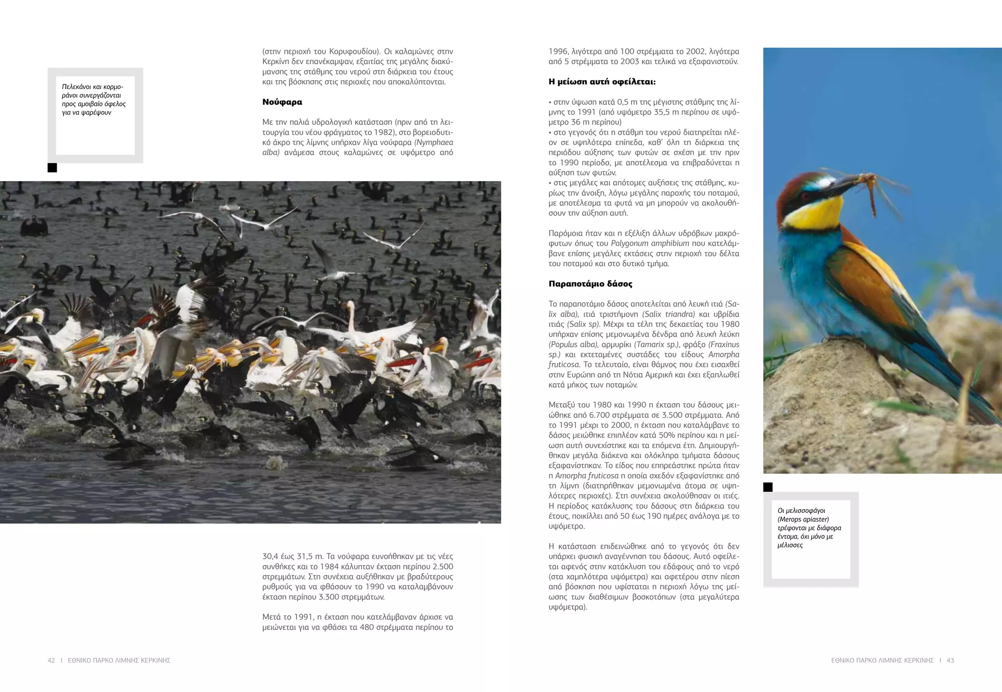 42 I ΕΘΝΙΚΟ ΠΑΡΚΟ ΛΙΜΝΗΣ ΚΕΡΚΙΝΗΣ ΕΘΝΙΚΟ ΠΑΡΚΟ ΛΙΜΝΗΣ ΚΕΡΚΙΝΗΣ I 43
(στην περιοχή του Κορυφουδίου). Οι καλαμώνες στην
Κερκίνη δεν επανέκαμψαν, εξαιτίας της μεγάλης διακύ-
μανσης της στάθμης του νερού στη διάρκεια του έτους
και της βόσκησης στις περιοχές που αποκαλύπτονται.
	
Νούφαρα
Με την παλιά υδρολογική κατάσταση (πριν από τη λει-
τουργία του νέου φράγματος το 1982), στο βορειοδυτι-
κό άκρο της λίμνης υπήρχαν λίγα νούφαρα (Nymphaea
alba) ανάμεσα στους καλαμώνες σε υψόμετρο από
30,4 έως 31,5 m. Τα νούφαρα ευνοήθηκαν με τις νέες
συνθήκες και το 1984 κάλυπταν έκταση περίπου 2.500
στρεμμάτων. Στη συνέχεια αυξήθηκαν με βραδύτερους
ρυθμούς για να φθάσουν το 1990 να καταλαμβάνουν
έκταση περίπου 3.300 στρεμμάτων.
	
Μετά το 1991, η έκταση που κατελάμβαναν άρχισε να
μειώνεται για να φθάσει τα 480 στρέμματα περίπου το
Πελεκάνοι και κορμο-
ράνοι συνεργάζονται
προς αμοιβαίο όφελος
για να ψαρέψουν
1996, λιγότερα από 100 στρέμματα το 2002, λιγότερα
από 5 στρέμματα το 2003 και τελικά να εξαφανιστούν.
Η μείωση αυτή οφείλεται:
• στην ύψωση κατά 0,5 m της μέγιστης στάθμης της λί-
μνης το 1991 (από υψόμετρο 35,5 m περίπου σε υψό-
μετρο 36 m περίπου)
• στο γεγονός ότι η στάθμη του νερού διατηρείται πλέ-
ον σε υψηλότερα επίπεδα, καθ’ όλη τη διάρκεια της
περιόδου αύξησης των φυτών σε σχέση με την πριν
το 1990 περίοδο, με αποτέλεσμα να επιβραδύνεται η
αύξηση των φυτών.
• στις μεγάλες και απότομες αυξήσεις της στάθμης, κυ-
ρίως την άνοιξη, λόγω μεγάλης παροχής του ποταμού,
με αποτέλεσμα τα φυτά να μη μπορούν να ακολουθή-
σουν την αύξηση αυτή.
	
Παρόμοια ήταν και η εξέλιξη άλλων υδρόβιων μακρό-
φυτων όπως του Polygonum amphibium που κατελάμ-
βανε επίσης μεγάλες εκτάσεις στην περιοχή του δέλτα
του ποταμού και στο δυτικό τμήμα.
	
Παραποτάμιο δάσος
Το παραποτάμιο δάσος αποτελείται από λευκή ιτιά (Sa-
lix alba), ιτιά τριστήμονη (Salix triandra) και υβρίδια
ιτιάς (Salix sp). Μέχρι τα τέλη της δεκαετίας του 1980
υπήρχαν επίσης μεμονωμένα δένδρα από λευκή λεύκη
(Populus alba), αρμυρίκι (Tamarix sp.), φράξο (Fraxinus
sp.) και εκτεταμένες συστάδες του είδους Amorpha
fruticosa. Το τελευταίο, είναι θάμνος που έχει εισαχθεί
στην Ευρώπη από τη Νότια Αμερική και έχει εξαπλωθεί
κατά μήκος των ποταμών.
	
Μεταξύ του 1980 και 1990 η έκταση του δάσους μει-
ώθηκε από 6.700 στρέμματα σε 3.500 στρέμματα. Από
το 1991 μέχρι το 2000, η έκταση που καταλάμβανε το
δάσος μειώθηκε επιπλέον κατά 50% περίπου και η μεί-
ωση αυτή συνεχίστηκε και τα επόμενα έτη. Δημιουργή-
θηκαν μεγάλα διάκενα και ολόκληρα τμήματα δάσους
εξαφανίστηκαν. Το είδος που επηρεάστηκε πρώτα ήταν
η Amorpha fruticosa η οποία σχεδόν εξαφανίστηκε από
τη λίμνη (διατηρήθηκαν μεμονωμένα άτομα σε υψη-
λότερες περιοχές). Στη συνέχεια ακολούθησαν οι ιτιές.
Η περίοδος κατάκλυσης του δάσους στη διάρκεια του
έτους, ποικίλλει από 50 έως 190 ημέρες ανάλογα με το
υψόμετρο.
	
Η κατάσταση επιδεινώθηκε από το γεγονός ότι δεν
υπάρχει φυσική αναγέννηση του δάσους. Αυτό οφείλε-
ται αφενός στην κατάκλυση του εδάφους από το νερό
(στα χαμηλότερα υψόμετρα) και αφετέρου στην πίεση
από βόσκηση που υφίσταται η περιοχή λόγω της μεί-
ωσης των διαθέσιμων βοσκοτόπων (στα μεγαλύτερα
υψόμετρα).
	
Οι μελισσοφάγοι
(Merops apiaster)
τρέφονται με διάφορα
έντομα, όχι μόνο με
μέλισσες
 