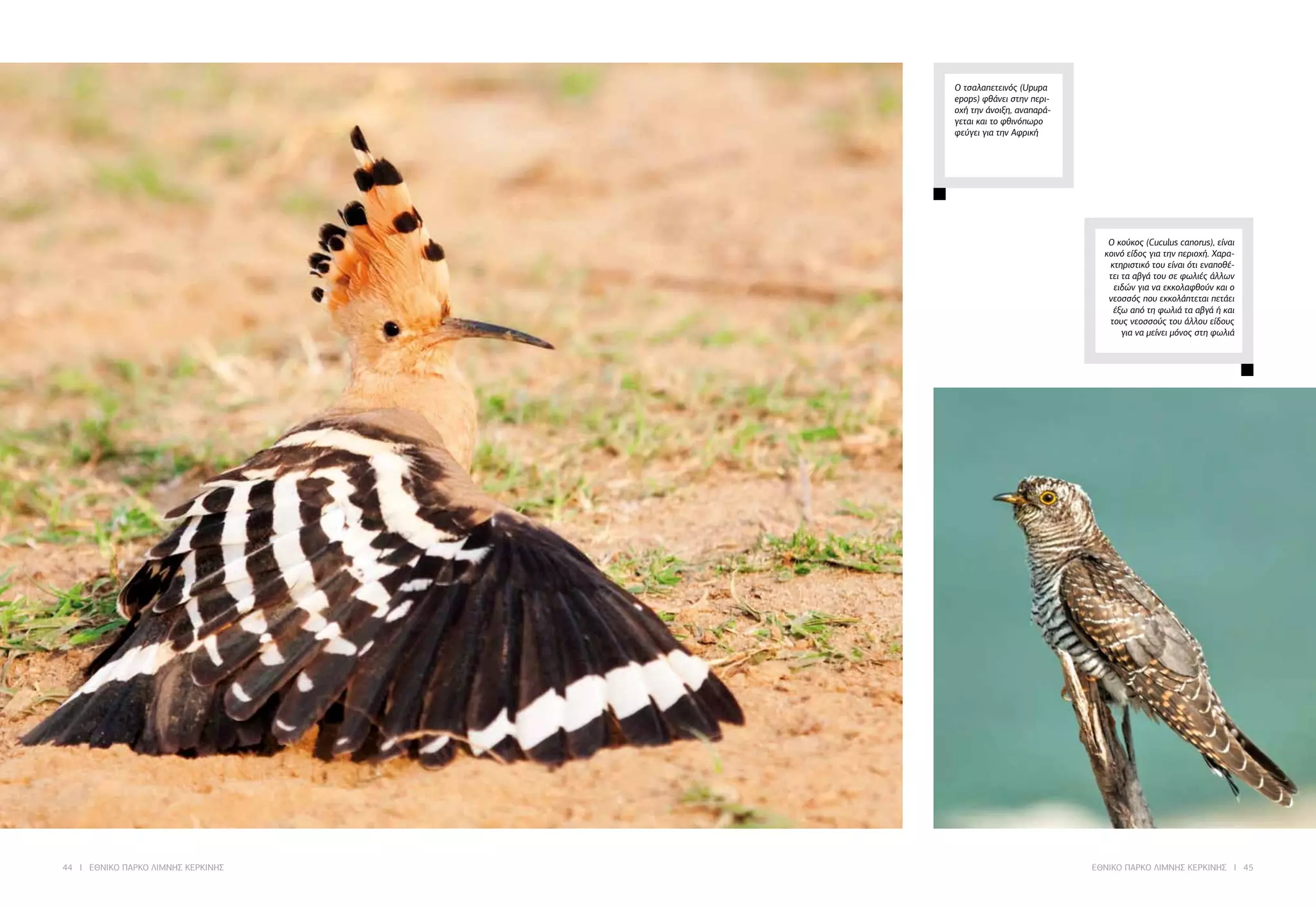 44 I ΕΘΝΙΚΟ ΠΑΡΚΟ ΛΙΜΝΗΣ ΚΕΡΚΙΝΗΣ ΕΘΝΙΚΟ ΠΑΡΚΟ ΛΙΜΝΗΣ ΚΕΡΚΙΝΗΣ I 45
Ο κούκος (Cuculus canorus), είναι
κοινό είδος για την περιοχή. Χαρα-
κτηριστικό του είναι ότι εναποθέ-
τει τα αβγά του σε φωλιές άλλων
ειδών για να εκκολαφθούν και ο
νεοσσός που εκκολάπτεται πετάει
έξω από τη φωλιά τα αβγά ή και
τους νεοσσούς του άλλου είδους
για να μείνει μόνος στη φωλιά
Ο τσαλαπετεινός (Upupa
epops) φθάνει στην περι-
οχή την άνοιξη, αναπαρά-
γεται και το φθινόπωρο
φεύγει για την Αφρική
 