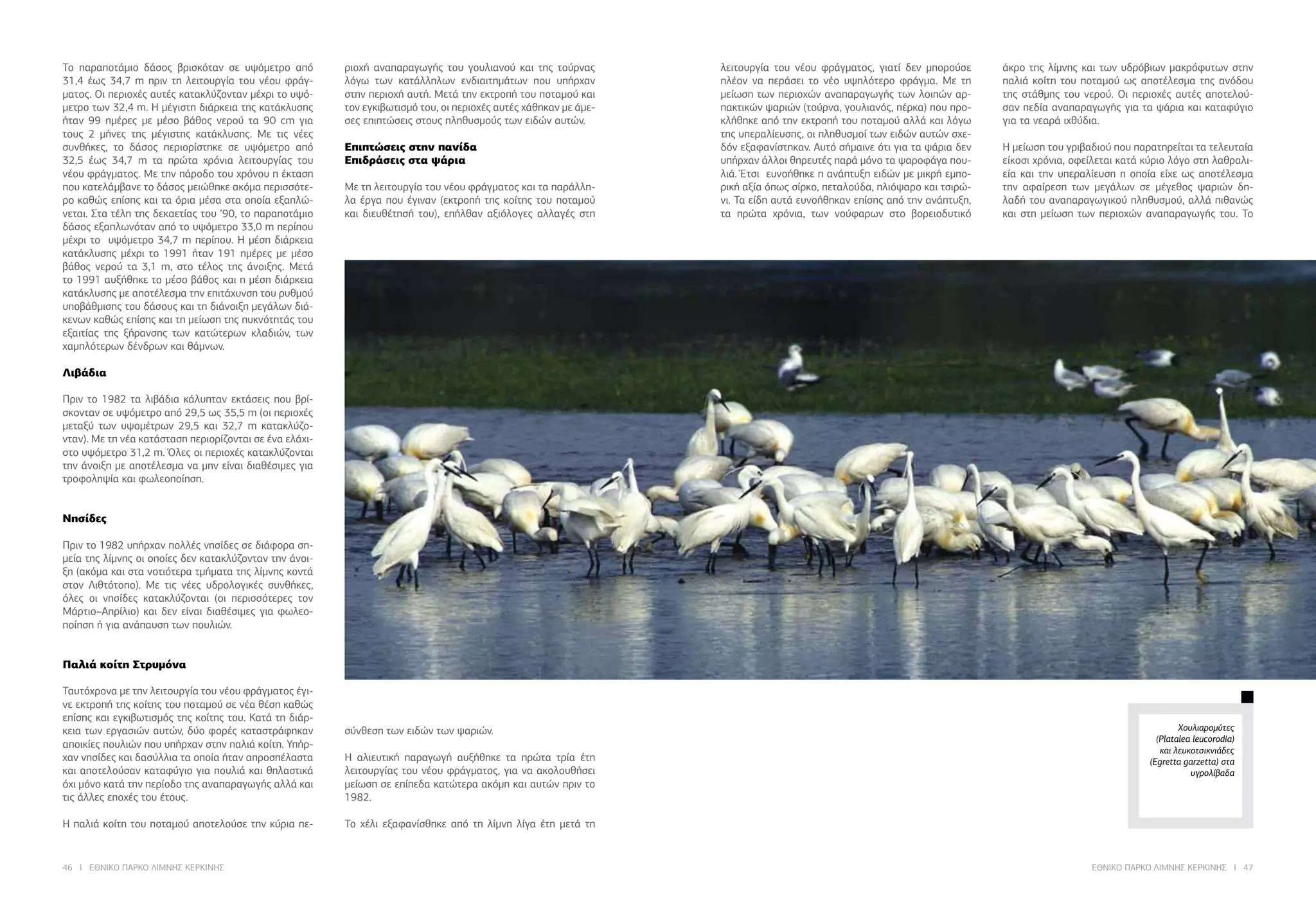 46 I ΕΘΝΙΚΟ ΠΑΡΚΟ ΛΙΜΝΗΣ ΚΕΡΚΙΝΗΣ ΕΘΝΙΚΟ ΠΑΡΚΟ ΛΙΜΝΗΣ ΚΕΡΚΙΝΗΣ I 47
Χουλιαρομύτες
(Platalea leucorodia)
και λευκοτσικνιάδες
(Egretta garzetta) στα
υγρολίβαδα
Το παραποτάμιο δάσος βρισκόταν σε υψόμετρο από
31,4 έως 34,7 m πριν τη λειτουργία του νέου φράγ-
ματος. Οι περιοχές αυτές κατακλύζονταν μέχρι το υψό-
μετρο των 32,4 m. Η μέγιστη διάρκεια της κατάκλυσης
ήταν 99 ημέρες με μέσο βάθος νερού τα 90 cm για
τους 2 μήνες της μέγιστης κατάκλυσης. Με τις νέες
συνθήκες, το δάσος περιορίστηκε σε υψόμετρο από
32,5 έως 34,7 m τα πρώτα χρόνια λειτουργίας του
νέου φράγματος. Με την πάροδο του χρόνου η έκταση
που κατελάμβανε το δάσος μειώθηκε ακόμα περισσότε-
ρο καθώς επίσης και τα όρια μέσα στα οποία εξαπλώ-
νεται. Στα τέλη της δεκαετίας του ‘90, το παραποτάμιο
δάσος εξαπλωνόταν από το υψόμετρο 33,0 m περίπου
μέχρι το υψόμετρο 34,7 m περίπου. Η μέση διάρκεια
κατάκλυσης μέχρι το 1991 ήταν 191 ημέρες με μέσο
βάθος νερού τα 3,1 m, στο τέλος της άνοιξης. Μετά
το 1991 αυξήθηκε το μέσο βάθος και η μέση διάρκεια
κατάκλυσης με αποτέλεσμα την επιτάχυνση του ρυθμού
υποβάθμισης του δάσους και τη διάνοιξη μεγάλων διά-
κενων καθώς επίσης και τη μείωση της πυκνότητάς του
εξαιτίας της ξήρανσης των κατώτερων κλαδιών, των
χαμηλότερων δένδρων και θάμνων.
	
Λιβάδια
Πριν το 1982 τα λιβάδια κάλυπταν εκτάσεις που βρί-
σκονταν σε υψόμετρο από 29,5 ως 35,5 m (οι περιοχές
μεταξύ των υψομέτρων 29,5 και 32,7 m κατακλύζο-
νταν). Με τη νέα κατάσταση περιορίζονται σε ένα ελάχι-
στο υψόμετρο 31,2 m. Όλες οι περιοχές κατακλύζονται
την άνοιξη με αποτέλεσμα να μην είναι διαθέσιμες για
τροφοληψία και φωλεοποίηση.
	
	
Νησίδες
Πριν το 1982 υπήρχαν πολλές νησίδες σε διάφορα ση-
μεία της λίμνης οι οποίες δεν κατακλύζονταν την άνοι-
ξη (ακόμα και στα νοτιότερα τμήματα της λίμνης κοντά
στον Λιθτότοπο). Με τις νέες υδρολογικές συνθήκες,
όλες οι νησίδες κατακλύζονται (οι περισσότερες τον
Μάρτιο–Απρίλιο) και δεν είναι διαθέσιμες για φωλεο-
ποίηση ή για ανάπαυση των πουλιών.
	
Παλιά κοίτη Στρυμόνα
Ταυτόχρονα με την λειτουργία του νέου φράγματος έγι-
νε εκτροπή της κοίτης του ποταμού σε νέα θέση καθώς
επίσης και εγκιβωτισμός της κοίτης του. Κατά τη διάρ-
κεια των εργασιών αυτών, δύο φορές καταστράφηκαν
αποικίες πουλιών που υπήρχαν στην παλιά κοίτη. Υπήρ-
χαν νησίδες και δασύλλια τα οποία ήταν απροσπέλαστα
και αποτελούσαν καταφύγιο για πουλιά και θηλαστικά
όχι μόνο κατά την περίοδο της αναπαραγωγής αλλά και
τις άλλες εποχές του έτους.
	
Η παλιά κοίτη του ποταμού αποτελούσε την κύρια πε-
ριοχή αναπαραγωγής του γουλιανού και της τούρνας
λόγω των κατάλληλων ενδιαιτημάτων που υπήρχαν
στην περιοχή αυτή. Μετά την εκτροπή του ποταμού και
τον εγκιβωτισμό του, οι περιοχές αυτές χάθηκαν με άμε-
σες επιπτώσεις στους πληθυσμούς των ειδών αυτών.
	
Επιπτώσεις στην πανίδα
Επιδράσεις στα ψάρια
Με τη λειτουργία του νέου φράγματος και τα παράλλη-
λα έργα που έγιναν (εκτροπή της κοίτης του ποταμού
και διευθέτησή του), επήλθαν αξιόλογες αλλαγές στη
σύνθεση των ειδών των ψαριών.
	
Η αλιευτική παραγωγή αυξήθηκε τα πρώτα τρία έτη
λειτουργίας του νέου φράγματος, για να ακολουθήσει
μείωση σε επίπεδα κατώτερα ακόμη και αυτών πριν το
1982.
	
Το χέλι εξαφανίσθηκε από τη λίμνη λίγα έτη μετά τη
λειτουργία του νέου φράγματος, γιατί δεν μπορούσε
πλέον να περάσει το νέο υψηλότερο φράγμα. Με τη
μείωση των περιοχών αναπαραγωγής των λοιπών αρ-
πακτικών ψαριών (τούρνα, γουλιανός, πέρκα) που προ-
κλήθηκε από την εκτροπή του ποταμού αλλά και λόγω
της υπεραλίευσης, οι πληθυσμοί των ειδών αυτών σχε-
δόν εξαφανίστηκαν. Αυτό σήμαινε ότι για τα ψάρια δεν
υπήρχαν άλλοι θηρευτές παρά μόνο τα ψαροφάγα που-
λιά. Έτσι ευνοήθηκε η ανάπτυξη ειδών με μικρή εμπο-
ρική αξία όπως σίρκο, πεταλούδα, ηλιόψαρο και τσιρώ-
νι. Τα είδη αυτά ευνοήθηκαν επίσης από την ανάπτυξη,
τα πρώτα χρόνια, των νούφαρων στο βορειοδυτικό
άκρο της λίμνης και των υδρόβιων μακρόφυτων στην
παλιά κοίτη του ποταμού ως αποτέλεσμα της ανόδου
της στάθμης του νερού. Οι περιοχές αυτές αποτελού-
σαν πεδία αναπαραγωγής για τα ψάρια και καταφύγιο
για τα νεαρά ιχθύδια.
	
Η μείωση του γριβαδιού που παρατηρείται τα τελευταία
είκοσι χρόνια, οφείλεται κατά κύριο λόγο στη λαθραλι-
εία και την υπεραλίευση η οποία είχε ως αποτέλεσμα
την αφαίρεση των μεγάλων σε μέγεθος ψαριών δη-
λαδή του αναπαραγωγικού πληθυσμού, αλλά πιθανώς
και στη μείωση των περιοχών αναπαραγωγής του. Το
 