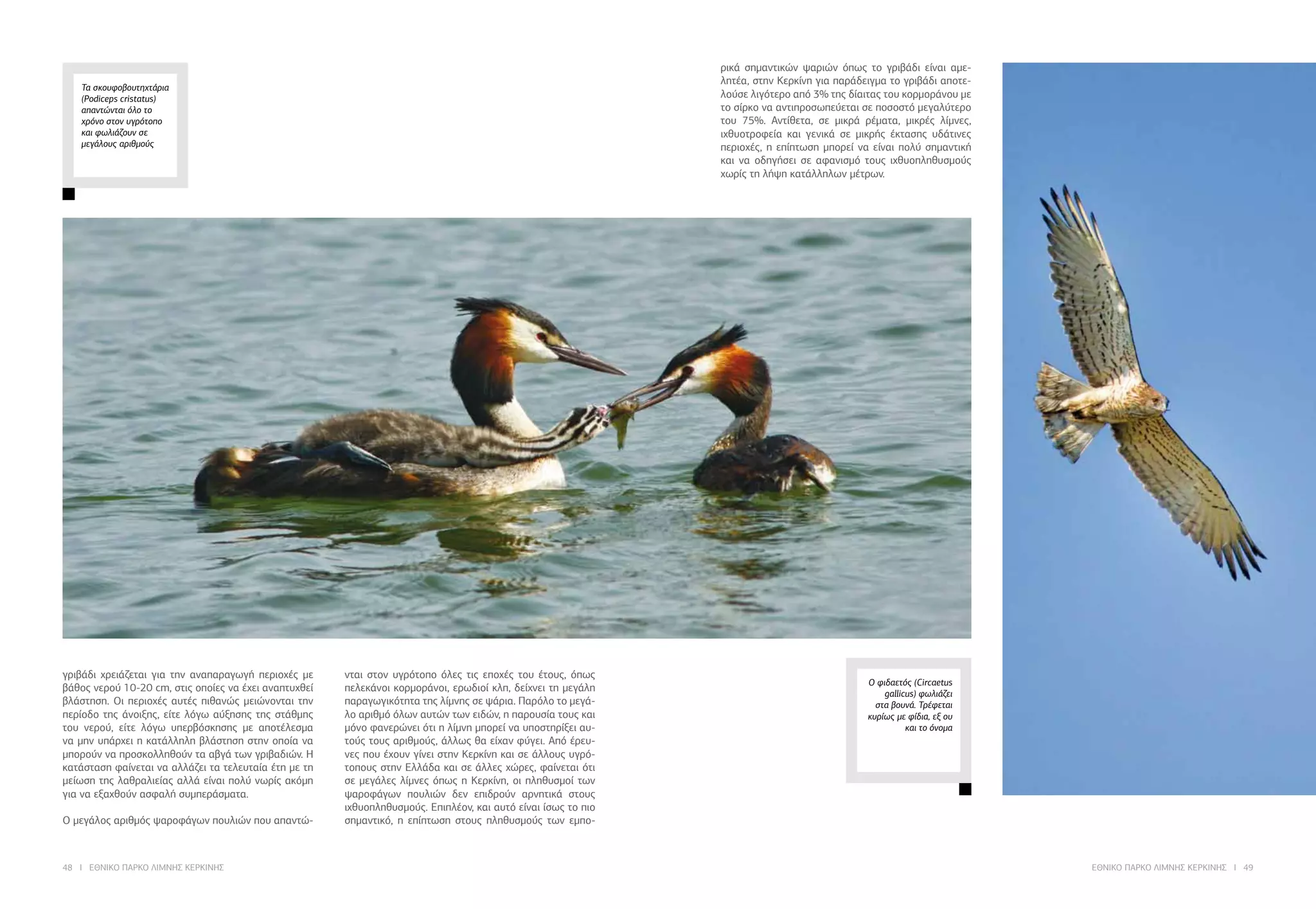 48 I ΕΘΝΙΚΟ ΠΑΡΚΟ ΛΙΜΝΗΣ ΚΕΡΚΙΝΗΣ ΕΘΝΙΚΟ ΠΑΡΚΟ ΛΙΜΝΗΣ ΚΕΡΚΙΝΗΣ I 49
Τα σκουφοβουτηχτάρια
(Podiceps cristatus)
απαντώνται όλο το
χρόνο στον υγρότοπο
και φωλιάζουν σε
μεγάλους αριθμούς
Ο φιδαετός (Circaetus
gallicus) φωλιάζει
στα βουνά. Τρέφεται
κυρίως με φίδια, εξ ου
και το όνομα
γριβάδι χρειάζεται για την αναπαραγωγή περιοχές με
βάθος νερού 10-20 cm, στις οποίες να έχει αναπτυχθεί
βλάστηση. Οι περιοχές αυτές πιθανώς μειώνονται την
περίοδο της άνοιξης, είτε λόγω αύξησης της στάθμης
του νερού, είτε λόγω υπερβόσκησης με αποτέλεσμα
να μην υπάρχει η κατάλληλη βλάστηση στην οποία να
μπορούν να προσκολληθούν τα αβγά των γριβαδιών. Η
κατάσταση φαίνεται να αλλάζει τα τελευταία έτη με τη
μείωση της λαθραλιείας αλλά είναι πολύ νωρίς ακόμη
για να εξαχθούν ασφαλή συμπεράσματα.
	
Ο μεγάλος αριθμός ψαροφάγων πουλιών που απαντώ-
νται στον υγρότοπο όλες τις εποχές του έτους, όπως
πελεκάνοι κορμοράνοι, ερωδιοί κλπ, δείχνει τη μεγάλη
παραγωγικότητα της λίμνης σε ψάρια. Παρόλο το μεγά-
λο αριθμό όλων αυτών των ειδών, η παρουσία τους και
μόνο φανερώνει ότι η λίμνη μπορεί να υποστηρίξει αυ-
τούς τους αριθμούς, άλλως θα είχαν φύγει. Από έρευ-
νες που έχουν γίνει στην Κερκίνη και σε άλλους υγρό-
τοπους στην Ελλάδα και σε άλλες χώρες, φαίνεται ότι
σε μεγάλες λίμνες όπως η Κερκίνη, οι πληθυσμοί των
ψαροφάγων πουλιών δεν επιδρούν αρνητικά στους
ιχθυοπληθυσμούς. Επιπλέον, και αυτό είναι ίσως το πιο
σημαντικό, η επίπτωση στους πληθυσμούς των εμπο-
ρικά σημαντικών ψαριών όπως το γριβάδι είναι αμε-
λητέα, στην Κερκίνη για παράδειγμα το γριβάδι αποτε-
λούσε λιγότερο από 3% της δίαιτας του κορμοράνου με
το σίρκο να αντιπροσωπεύεται σε ποσοστό μεγαλύτερο
του 75%. Αντίθετα, σε μικρά ρέματα, μικρές λίμνες,
ιχθυοτροφεία και γενικά σε μικρής έκτασης υδάτινες
περιοχές, η επίπτωση μπορεί να είναι πολύ σημαντική
και να οδηγήσει σε αφανισμό τους ιχθυοπληθυσμούς
χωρίς τη λήψη κατάλληλων μέτρων.
 