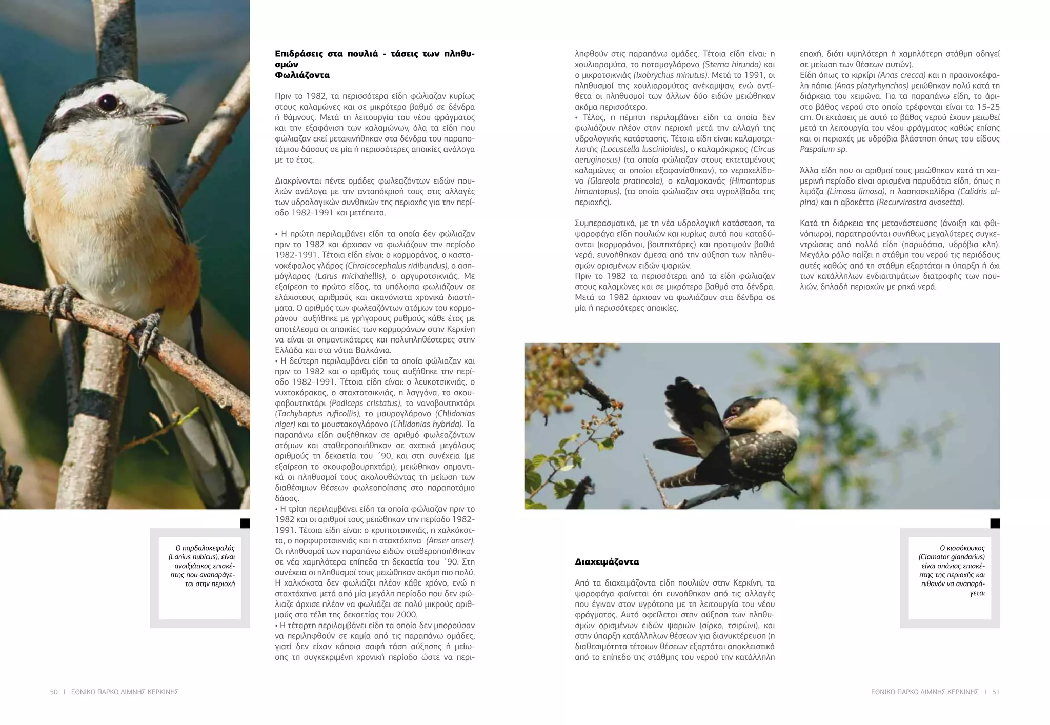 50 I ΕΘΝΙΚΟ ΠΑΡΚΟ ΛΙΜΝΗΣ ΚΕΡΚΙΝΗΣ ΕΘΝΙΚΟ ΠΑΡΚΟ ΛΙΜΝΗΣ ΚΕΡΚΙΝΗΣ I 51
Επιδράσεις στα πουλιά - τάσεις των πληθυ-
σμών
Φωλιάζοντα
Πριν το 1982, τα περισσότερα είδη φώλιαζαν κυρίως
στους καλαμώνες και σε μικρότερο βαθμό σε δένδρα
ή θάμνους. Μετά τη λειτουργία του νέου φράγματος
και την εξαφάνιση των καλαμώνων, όλα τα είδη που
φώλιαζαν εκεί μετακινήθηκαν στα δένδρα του παραπο-
τάμιου δάσους σε μία ή περισσότερες αποικίες ανάλογα
με το έτος.
	
Διακρίνονται πέντε ομάδες φωλεαζόντων ειδών που-
λιών ανάλογα με την ανταπόκρισή τους στις αλλαγές
των υδρολογικών συνθηκών της περιοχής για την περί-
οδο 1982-1991 και μετέπειτα.
• Η πρώτη περιλαμβάνει είδη τα οποία δεν φώλιαζαν
πριν το 1982 και άρχισαν να φωλιάζουν την περίοδο
1982-1991. Τέτοια είδη είναι: ο κορμοράνος, ο καστα-
νοκέφαλος γλάρος (Chroicocephalus ridibundus), ο αση-
μόγλαρος (Larus michahellis), ο αργυροτσικνιάς. Με
εξαίρεση το πρώτο είδος, τα υπόλοιπα φωλιάζουν σε
ελάχιστους αριθμούς και ακανόνιστα χρονικά διαστή-
ματα. Ο αριθμός των φωλεαζόντων ατόμων του κορμο-
ράνου αυξήθηκε με γρήγορους ρυθμούς κάθε έτος με
αποτέλεσμα οι αποικίες των κορμοράνων στην Κερκίνη
να είναι οι σημαντικότερες και πολυπληθέστερες στην
Ελλάδα και στα νότια Βαλκάνια.
• Η δεύτερη περιλαμβάνει είδη τα οποία φώλιαζαν και
πριν το 1982 και ο αριθμός τους αυξήθηκε την περί-
οδο 1982-1991. Τέτοια είδη είναι: ο λευκοτσικνιάς, ο
νυχτοκόρακας, ο σταχτοτσικνιάς, η λαγγόνα, το σκου-
φοβουτηχτάρι (Podiceps cristatus), το νανοβουτηχτάρι
(Tachybaptus ruficollis), το μαυρογλάρονο (Chlidonias
niger) και το μουστακογλάρονο (Chlidonias hybrida). Τα
παραπάνω είδη αυξήθηκαν σε αριθμό φωλεαζόντων
ατόμων και σταθεροποιήθηκαν σε σχετικά μεγάλους
αριθμούς τη δεκαετία του ΄90, και στη συνέχεια (με
εξαίρεση το σκουφοβουρηχτάρι), μειώθηκαν σημαντι-
κά οι πληθυσμοί τους ακολουθώντας τη μείωση των
διαθέσιμων θέσεων φωλεοποίησης στο παραποτάμιο
δάσος.
• Η τρίτη περιλαμβάνει είδη τα οποία φώλιαζαν πριν το
1982 και οι αριθμοί τους μειώθηκαν την περίοδο 1982-
1991. Τέτοια είδη είναι: ο κρυπτοτσικνιάς, η χαλκόκοτ-
τα, ο πορφυροτσικνιάς και η σταχτόχηνα (Anser anser).
Οι πληθυσμοί των παραπάνω ειδών σταθεροποιήθηκαν
σε νέα χαμηλότερα επίπεδα τη δεκαετία του ΄90. Στη
συνέχεια οι πληθυσμοί τους μειώθηκαν ακόμη πιο πολύ.
Η χαλκόκοτα δεν φωλιάζει πλέον κάθε χρόνο, ενώ η
σταχτόχηνα μετά από μία μεγάλη περίοδο που δεν φώ-
λιαζε άρχισε πλέον να φωλιάζει σε πολύ μικρούς αριθ-
μούς στα τέλη της δεκαετίας του 2000.
• Η τέταρτη περιλαμβάνει είδη τα οποία δεν μπορούσαν
να περιληφθούν σε καμία από τις παραπάνω ομάδες,
γιατί δεν είχαν κάποια σαφή τάση αύξησης ή μείω-
σης τη συγκεκριμένη χρονική περίοδο ώστε να περι-
ληφθούν στις παραπάνω ομάδες. Τέτοια είδη είναι: η
χουλιαρομύτα, το ποταμογλάρονο (Sterna hirundo) και
ο μικροτσικνιάς (Ixobrychus minutus). Μετά το 1991, οι
πληθυσμοί της χουλιαρομύτας ανέκαμψαν, ενώ αντί-
θετα οι πληθυσμοί των άλλων δύο ειδών μειώθηκαν
ακόμα περισσότερο.
• Τέλος, η πέμπτη περιλαμβάνει είδη τα οποία δεν
φωλιάζουν πλέον στην περιοχή μετά την αλλαγή της
υδρολογικής κατάστασης. Τέτοια είδη είναι: καλαμοτρι-
λιστής (Locustella luscinioides), ο καλαμόκιρκος (Circus
aeruginosus) (τα οποία φώλιαζαν στους εκτεταμένους
καλαμώνες οι οποίοι εξαφανίσθηκαν), το νεροχελίδο-
νο (Glareola pratincola), ο καλαμοκανάς (Himantopus
himantopus), (τα οποία φώλιαζαν στα υγρολίβαδα της
περιοχής).
	
Συμπερασματικά, με τη νέα υδρολογική κατάσταση, τα
ψαροφάγα είδη πουλιών και κυρίως αυτά που καταδύ-
ονται (κορμοράνοι, βουτηχτάρες) και προτιμούν βαθιά
νερά, ευνοήθηκαν άμεσα από την αύξηση των πληθυ-
σμών ορισμένων ειδών ψαριών.
Πριν το 1982 τα περισσότερα από τα είδη φώλιαζαν
στους καλαμώνες και σε μικρότερο βαθμό στα δένδρα.
Μετά το 1982 άρχισαν να φωλιάζουν στα δένδρα σε
μία ή περισσότερες αποικίες.
	
Διαχειμάζοντα
Από τα διαχειμάζοντα είδη πουλιών στην Κερκίνη, τα
ψαροφάγα φαίνεται ότι ευνοήθηκαν από τις αλλαγές
που έγιναν στον υγρότοπο με τη λειτουργία του νέου
φράγματος. Αυτό οφείλεται στην αύξηση των πληθυ-
σμών ορισμένων ειδών ψαριών (σίρκο, τσιρώνι), και
στην ύπαρξη κατάλληλων θέσεων για διανυκτέρευση (η
διαθεσιμότητα τέτοιων θέσεων εξαρτάται αποκλειστικά
από το επίπεδο της στάθμης του νερού την κατάλληλη
εποχή, διότι υψηλότερη ή χαμηλότερη στάθμη οδηγεί
σε μείωση των θέσεων αυτών).
Είδη όπως το κιρκίρι (Anas crecca) και η πρασινοκέφα-
λη πάπια (Anas platyrhynchos) μειώθηκαν πολύ κατά τη
διάρκεια του χειμώνα. Για τα παραπάνω είδη, το άρι-
στο βάθος νερού στο οποίο τρέφονται είναι τα 15-25
cm. Οι εκτάσεις με αυτό το βάθος νερού έχουν μειωθεί
μετά τη λειτουργία του νέου φράγματος καθώς επίσης
και οι περιοχές με υδρόβια βλάστηση όπως του είδους
Paspalum sp.
	
Άλλα είδη που οι αριθμοί τους μειώθηκαν κατά τη χει-
μερινή περίοδο είναι ορισμένα παρυδάτια είδη, όπως η
λιμόζα (Limosa limosa), η λασποσκαλίδρα (Calidris al-
pina) και η αβοκέττα (Recurvirostra avosetta).
	
Κατά τη διάρκεια της μετανάστευσης (άνοιξη και φθι-
νόπωρο), παρατηρούνται συνήθως μεγαλύτερες συγκε-
ντρώσεις από πολλά είδη (παρυδάτια, υδρόβια κλπ).
Μεγάλο ρόλο παίζει η στάθμη του νερού τις περιόδους
αυτές καθώς από τη στάθμη εξαρτάται η ύπαρξη ή όχι
των κατάλληλων ενδιαιτημάτων διατροφής των που-
λιών, δηλαδή περιοχών με ρηχά νερά.
Ο κισσόκουκος
(Clamator glandarius)
είναι σπάνιος επισκέ-
πτης της περιοχής και
πιθανόν να αναπαρά-
γεται
Ο παρδαλοκεφαλάς
(Lanius nubicus), είναι
ανοιξιάτικος επισκέ-
πτης που αναπαράγε-
ται στην περιοχή
 