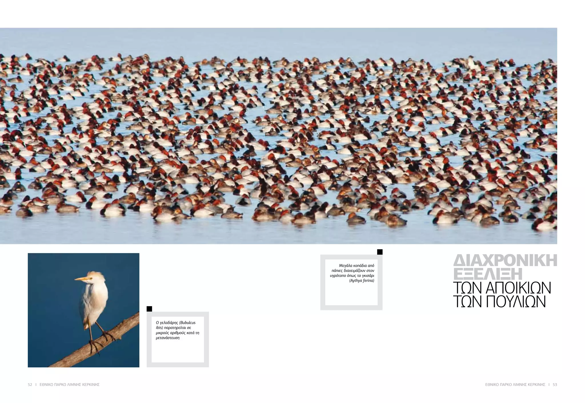 52 I ΕΘΝΙΚΟ ΠΑΡΚΟ ΛΙΜΝΗΣ ΚΕΡΚΙΝΗΣ ΕΘΝΙΚΟ ΠΑΡΚΟ ΛΙΜΝΗΣ ΚΕΡΚΙΝΗΣ I 53
ΔΙΑΧΡΟΝΙΚΗ
ΕΞΕΛΙΞΗ
ΤΩΝ ΑΠΟΙΚΙΩΝ
ΤΩΝ ΠΟΥΛΙΩΝ
Μεγάλα κοπάδια από
πάπιες διαχειμάζουν στον
υγρότοπο όπως το γκισάρι
(Aythya ferina)
Ο γελαδάρης (Bubulcus
ibis) παρατηρείται σε
μικρούς αριθμούς κατά τη
μετανάστευση
 