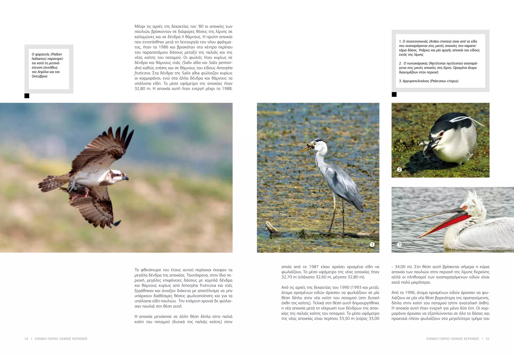 54 I ΕΘΝΙΚΟ ΠΑΡΚΟ ΛΙΜΝΗΣ ΚΕΡΚΙΝΗΣ ΕΘΝΙΚΟ ΠΑΡΚΟ ΛΙΜΝΗΣ ΚΕΡΚΙΝΗΣ I 55
1. Ο σταχτοτσικνιάς (Ardea cinerea) είναι από τα είδη
που αναπαράγονται στις μικτές αποικίες στο παραπο-
τάμιο δάσος. Υπάρχει και μία αμιγής αποικία του είδους
εκτός της λίμνης
2. Ο νυχτοκόρακας (Nycticorax nycticorax) αναπαρά-
γεται στις μικτές αποικίες στη λίμνη. Ορισμένα άτομα
διαχειμάζουν στην περιοχή
3. Αργυροπελεκάνος (Pelecanus crispus)
Μέχρι τις αρχές της δεκαετίας του ‘80 οι αποικίες των
πουλιών, βρίσκονταν σε διάφορες θέσεις της λίμνης σε
καλαμώνες και σε δένδρα ή θάμνους. Η πρώτη αποικία
που εντοπίσθηκε μετά τη λειτουργία του νέου φράγμα-
τος, ήταν το 1986 και βρισκόταν στο κέντρο περίπου
του παραποτάμιου δάσους μεταξύ της παλιάς και της
νέας κοίτης του ποταμού. Οι φωλιές ήταν κυρίως σε
δένδρα και θάμνους ιτιάς (Salix alba και Salix pentan-
dra) καθώς επίσης και σε θάμνους του είδους Amorpha
fruticosa. Στα δένδρα της Salix alba φώλιαζαν κυρίως
οι κορμοράνοι, ενώ στα άλλα δένδρα και θάμνους τα
υπόλοιπα είδη. Το μέσο υψόμετρο της αποικίας ήταν
32,80 m. Η αποικία αυτή ήταν ενεργή μέχρι το 1988.
Το φθινόπωρο του έτους αυτού περίοικοι έκοψαν τα
μεγάλα δένδρα της αποικίας. Ταυτόχρονα, στην ίδια πε-
ριοχή, μεγάλες επιφάνειες δάσους με χαμηλά δένδρα
και θάμνους κυρίως από Amorpha fruticosa και ιτιές
ξεράθηκαν και άνοιξαν διάκενα με αποτέλεσμα να μην
υπάρχουν διαθέσιμες θέσεις φωλεοποίησης και για τα
υπόλοιπα είδη πουλιών. Την επόμενη χρονιά δε φώλια-
σαν πουλιά στη θέση αυτή.
	
Η αποικία μετοίκησε σε άλλη θέση δίπλα στην παλιά
κοίτη του ποταμού (δυτικά της παλιάς κοίτης) στην
οποία από το 1987 είχαν αρχίσει ορισμένα είδη να
φωλιάζουν. Το μέσο υψόμετρο της νέας αποικίας ήταν
32,70 m (ελάχιστο 32,60 m, μέγιστο 32,80 m).
	
Από τις αρχές της δεκαετίας του 1990 (1993 και μετά),
άτομα ορισμένων ειδών άρχισαν να φωλιάζουν σε μία
θέση δίπλα στην νέα κοίτη του ποταμού (στη δυτική
όχθη της κοίτης). Τελικά στη θέση αυτή δημιουργήθηκε
η νέα αποικία μετά τη νέκρωση των δένδρων της αποι-
κίας της παλιάς κοίτης του ποταμού. Το μέσο υψόμετρο
της νέας αποικίας είναι περίπου 33,50 m (εύρος 33,00
- 34,00 m). Στη θέση αυτή βρίσκεται σήμερα η κύρια
αποικία των πουλιών στην περιοχή της λίμνης Κερκίνης
αλλά οι πληθυσμοί των αναπαραγόμενων ειδών είναι
κατά πολύ μικρότεροι.
	
Από το 1996, άτομα ορισμένων ειδών άρχισαν να φω-
λιάζουν σε μία νέα θέση βορειότερα της προηγούμενης,
δίπλα στην κοίτη του ποταμού (στην ανατολική όχθη).
Η αποικία αυτή ήταν ενεργή για μόνο δύο έτη. Οι κορ-
μοράνοι άρχισαν να εξαπλώνονται σε όλο το δάσος και
πρακτικά πλέον φωλιάζουν στο μεγαλύτερο τμήμα του
Ο ψαραετός (Padion
haliaetus) παρατηρεί-
ται κατά τη μετανά-
στευση (συνήθως
τον Απρίλιο και τον
Οκτώβριο)
 

 