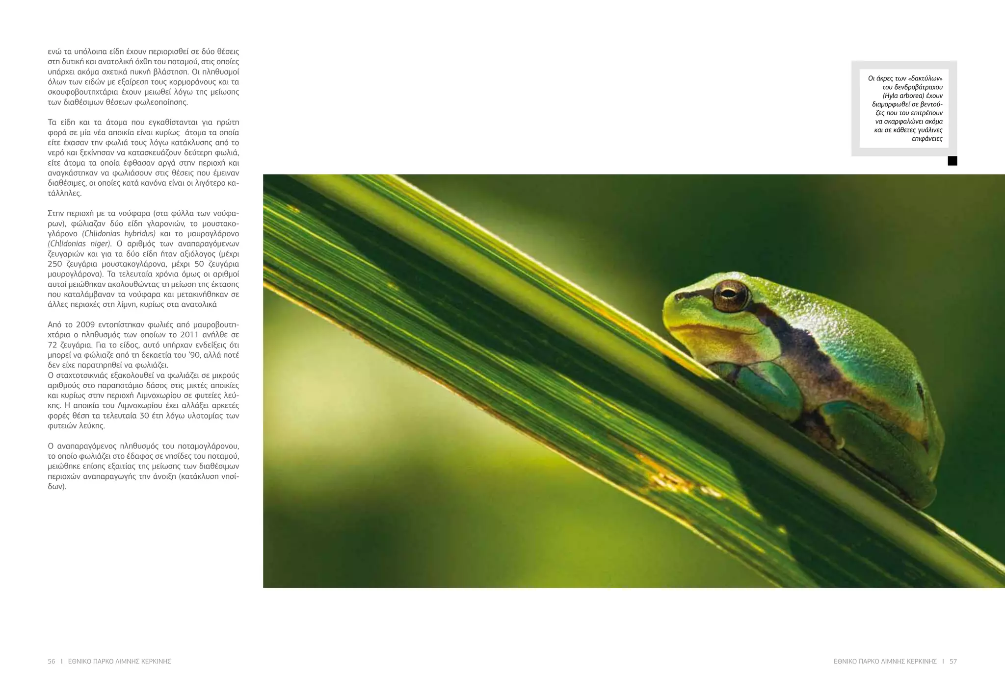 56 I ΕΘΝΙΚΟ ΠΑΡΚΟ ΛΙΜΝΗΣ ΚΕΡΚΙΝΗΣ ΕΘΝΙΚΟ ΠΑΡΚΟ ΛΙΜΝΗΣ ΚΕΡΚΙΝΗΣ I 57
Οι άκρες των «δακτύλων»
του δενδροβάτραχου
(Hyla arborea) έχουν
διαμορφωθεί σε βεντού-
ζες που του επιτρέπουν
να σκαρφαλώνει ακόμα
και σε κάθετες γυάλινες
επιφάνειες
ενώ τα υπόλοιπα είδη έχουν περιορισθεί σε δύο θέσεις
στη δυτική και ανατολική όχθη του ποταμού, στις οποίες
υπάρχει ακόμα σχετικά πυκνή βλάστηση. Οι πληθυσμοί
όλων των ειδών με εξαίρεση τους κορμοράνους και τα
σκουφοβουτηχτάρια έχουν μειωθεί λόγω της μείωσης
των διαθέσιμων θέσεων φωλεοποίησης.
	
Τα είδη και τα άτομα που εγκαθίστανται για πρώτη
φορά σε μία νέα αποικία είναι κυρίως άτομα τα οποία
είτε έχασαν την φωλιά τους λόγω κατάκλυσης από το
νερό και ξεκίνησαν να κατασκευάζουν δεύτερη φωλιά,
είτε άτομα τα οποία έφθασαν αργά στην περιοχή και
αναγκάστηκαν να φωλιάσουν στις θέσεις που έμειναν
διαθέσιμες, οι οποίες κατά κανόνα είναι οι λιγότερο κα-
τάλληλες.
	
Στην περιοχή με τα νούφαρα (στα φύλλα των νούφα-
ρων), φώλιαζαν δύο είδη γλαρονιών, το μουστακο-
γλάρονο (Chlidonias hybridus) και το μαυρογλάρονο
(Chlidonias niger). Ο αριθμός των αναπαραγόμενων
ζευγαριών και για τα δύο είδη ήταν αξιόλογος (μέχρι
250 ζευγάρια μουστακογλάρονα, μέχρι 50 ζευγάρια
μαυρογλάρονα). Τα τελευταία χρόνια όμως οι αριθμοί
αυτοί μειώθηκαν ακολουθώντας τη μείωση της έκτασης
που καταλάμβαναν τα νούφαρα και μετακινήθηκαν σε
άλλες περιοχές στη λίμνη, κυρίως στα ανατολικά
	
Από το 2009 εντοπίστηκαν φωλιές από μαυροβουτη-
χτάρια ο πληθυσμός των οποίων το 2011 ανήλθε σε
72 ζευγάρια. Για το είδος, αυτό υπήρχαν ενδείξεις ότι
μπορεί να φώλιαζε από τη δεκαετία του ’90, αλλά ποτέ
δεν είχε παρατηρηθεί να φωλιάζει.
Ο σταχτοτσικνιάς εξακολουθεί να φωλιάζει σε μικρούς
αριθμούς στο παραποτάμιο δάσος στις μικτές αποικίες
και κυρίως στην περιοχή Λιμνοχωρίου σε φυτείες λεύ-
κης. Η αποικία του Λιμνοχωρίου έχει αλλάξει αρκετές
φορές θέση τα τελευταία 30 έτη λόγω υλοτομίας των
φυτειών λεύκης.
	
Ο αναπαραγόμενος πληθυσμός του ποταμογλάρονου,
το οποίο φωλιάζει στο έδαφος σε νησίδες του ποταμού,
μειώθηκε επίσης εξαιτίας της μείωσης των διαθέσιμων
περιοχών αναπαραγωγής την άνοιξη (κατάκλυση νησί-
δων).
 