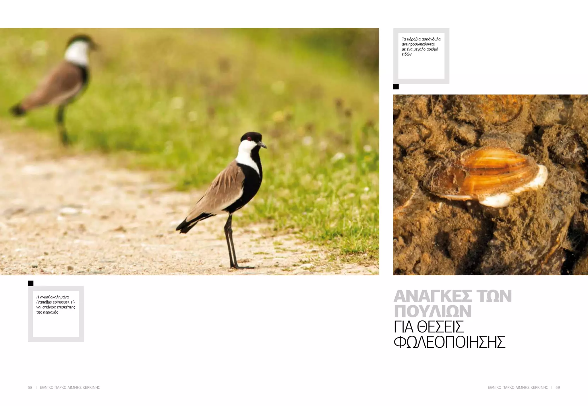 58 I ΕΘΝΙΚΟ ΠΑΡΚΟ ΛΙΜΝΗΣ ΚΕΡΚΙΝΗΣ ΕΘΝΙΚΟ ΠΑΡΚΟ ΛΙΜΝΗΣ ΚΕΡΚΙΝΗΣ I 59
ΑΝΑΓΚΕΣ ΤΩΝ
ΠΟΥΛΙΩΝ
ΓΙΑ ΘΕΣΕΙΣ
ΦΩΛΕΟΠΟΙΗΣΗΣ
Η αγκαθοκαλημάνα
(Vanellus spinosus), εί-
ναι σπάνιος επισκέπτης
της περιοχής
Τα υδρόβια ασπόνδυλα
αντιπροσωπεύονται
με ένα μεγάλο αριθμό
ειδών
 