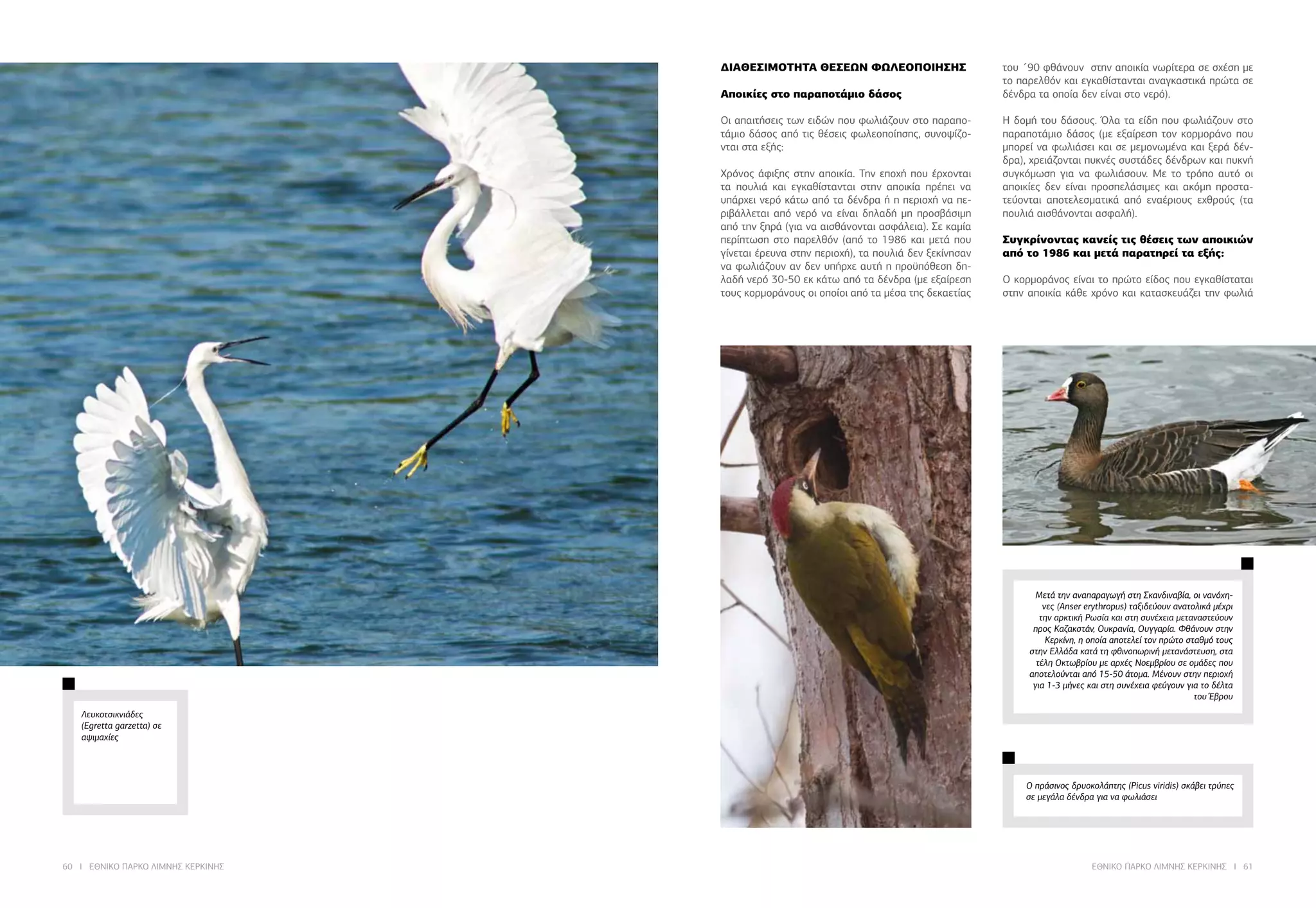60 I ΕΘΝΙΚΟ ΠΑΡΚΟ ΛΙΜΝΗΣ ΚΕΡΚΙΝΗΣ ΕΘΝΙΚΟ ΠΑΡΚΟ ΛΙΜΝΗΣ ΚΕΡΚΙΝΗΣ I 61
Μετά την αναπαραγωγή στη Σκανδιναβία, οι νανόχη-
νες (Anser erythropus) ταξιδεύουν ανατολικά μέχρι
την αρκτική Ρωσία και στη συνέχεια μεταναστεύουν
προς Καζακστάν, Ουκρανία, Ουγγαρία. Φθάνουν στην
Κερκίνη, η οποία αποτελεί τον πρώτο σταθμό τους
στην Ελλάδα κατά τη φθινοπωρινή μετανάστευση, στα
τέλη Οκτωβρίου με αρχές Νοεμβρίου σε ομάδες που
αποτελούνται από 15-50 άτομα. Μένουν στην περιοχή
για 1-3 μήνες και στη συνέχεια φεύγουν για το δέλτα
του Έβρου
Ο πράσινος δρυοκολάπτης (Picus viridis) σκάβει τρύπες
σε μεγάλα δένδρα για να φωλιάσει
ΔΙΑΘΕΣΙΜΟΤΗΤΑ ΘΕΣΕΩΝ ΦΩΛΕΟΠΟΙΗΣΗΣ
Αποικίες στο παραποτάμιο δάσος
Οι απαιτήσεις των ειδών που φωλιάζουν στο παραπο-
τάμιο δάσος από τις θέσεις φωλεοποίησης, συνοψίζο-
νται στα εξής:
Χρόνος άφιξης στην αποικία. Την εποχή που έρχονται
τα πουλιά και εγκαθίστανται στην αποικία πρέπει να
υπάρχει νερό κάτω από τα δένδρα ή η περιοχή να πε-
ριβάλλεται από νερό να είναι δηλαδή μη προσβάσιμη
από την ξηρά (για να αισθάνονται ασφάλεια). Σε καμία
περίπτωση στο παρελθόν (από το 1986 και μετά που
γίνεται έρευνα στην περιοχή), τα πουλιά δεν ξεκίνησαν
να φωλιάζουν αν δεν υπήρχε αυτή η προϋπόθεση δη-
λαδή νερό 30-50 εκ κάτω από τα δένδρα (με εξαίρεση
τους κορμοράνους οι οποίοι από τα μέσα της δεκαετίας
του ΄90 φθάνουν στην αποικία νωρίτερα σε σχέση με
το παρελθόν και εγκαθίστανται αναγκαστικά πρώτα σε
δένδρα τα οποία δεν είναι στο νερό).
Η δομή του δάσους. Όλα τα είδη που φωλιάζουν στο
παραποτάμιο δάσος (με εξαίρεση τον κορμοράνο που
μπορεί να φωλιάσει και σε μεμονωμένα και ξερά δέν-
δρα), χρειάζονται πυκνές συστάδες δένδρων και πυκνή
συγκόμωση για να φωλιάσουν. Με το τρόπο αυτό οι
αποικίες δεν είναι προσπελάσιμες και ακόμη προστα-
τεύονται αποτελεσματικά από εναέριους εχθρούς (τα
πουλιά αισθάνονται ασφαλή).
Συγκρίνοντας κανείς τις θέσεις των αποικιών
από το 1986 και μετά παρατηρεί τα εξής:
Ο κορμοράνος είναι το πρώτο είδος που εγκαθίσταται
στην αποικία κάθε χρόνο και κατασκευάζει την φωλιά
Λευκοτσικνιάδες
(Egretta garzetta) σε
αψιμαχίες
 
