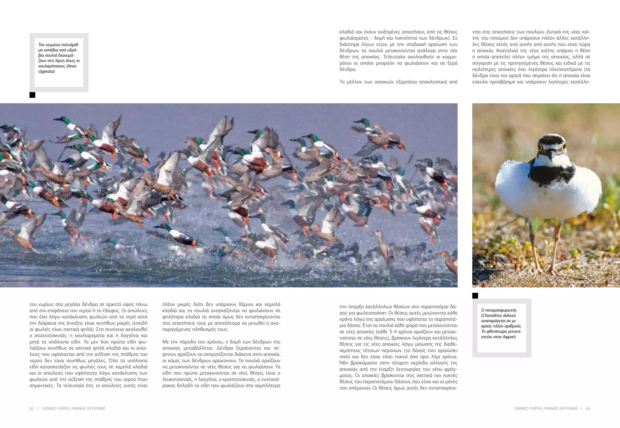 62 I ΕΘΝΙΚΟ ΠΑΡΚΟ ΛΙΜΝΗΣ ΚΕΡΚΙΝΗΣ ΕΘΝΙΚΟ ΠΑΡΚΟ ΛΙΜΝΗΣ ΚΕΡΚΙΝΗΣ I 63
Τον χειμώνα πολυάριθ-
μα κοπάδια από υδρό-
βια πουλιά διαχειμά-
ζουν στη λίμνη όπως οι
χουλαρόπαπιες (Anas
clypeata)
του κυρίως στα μεγάλα δένδρα σε αρκετό ύψος πάνω
από την επιφάνεια του νερού ή το έδαφος. Οι απώλειες
που έχει λόγω κατάκλυσης φωλεών από το νερό κατά
την διάρκεια της άνοιξης είναι συνήθως μικρές (επειδή
οι φωλιές είναι σχετικά ψηλά). Στη συνέχεια ακολουθεί
ο σταχτοτσικνιάς, η χουλιαρομύτα και η λαγγόνα και
μετά τα υπόλοιπα είδη. Τα μεν δύο πρώτα είδη φω-
λιάζουν συνήθως σε σχετικά ψηλά κλαδιά και οι απώ-
λειες που υφίστανται από την αύξηση της στάθμης του
νερού δεν είναι συνήθως μεγάλες. Όλα τα υπόλοιπα
είδη κατασκεύαζαν τις φωλιές τους σε χαμηλά κλαδιά
και οι απώλειες που υφίσταντο λόγω κατάκλυσης των
φωλεών από την αύξηση της στάθμης του νερού ήταν
σημαντικές. Τα τελευταία έτη, οι απώλειες αυτές είναι
πλέον μικρές διότι δεν υπάρχουν θάμνοι και χαμηλά
κλαδιά και τα πουλιά αναγκάζονται να φωλιάσουν σε
ψηλότερα κλαδιά τα οποία όμως δεν ανταποκρίνονται
στις απαιτήσεις τους με αποτέλεσμα να μειωθεί ο ανα-
παραγόμενος πληθυσμός τους.
Με την πάροδο του χρόνου, η δομή των δένδρων της
αποικίας μεταβάλλεται. Δένδρα ξεραίνονται και πέ-
φτουν, αρχίζουν να σχηματίζονται διάκενα στην αποικία,
οι κόμες των δένδρων αραιώνουν. Τα πουλιά αρχίζουν
να μετακινούνται σε νέες θέσεις για να φωλιάσουν. Τα
είδη που πρώτα μετακινούνται σε νέες θέσεις είναι ο
λευκοτσικνιάς, η λαγγόνα, ο κρυπτοτσικνιάς, ο νυχτοκό-
ρακας δηλαδή τα είδη που φωλιάζουν στα χαμηλότερα
κλαδιά και έχουν αυξημένες απαιτήσεις από τις θέσεις
φωλιάσματος - δομή και πυκνότητα των δένδρων). Σε
διάστημα λίγων ετών, με την σταδιακή αραίωση των
δένδρων, τα πουλιά μετακινούνται ανάλογα στην νέα
θέση της αποικίας. Τελευταίοι ακολουθούν οι κορμο-
ράνοι οι οποίοι μπορούν να φωλιάσουν και σε ξερά
δένδρα.
Το μέλλον των αποικιών εξαρτάται αποκλειστικά από
την ύπαρξη κατάλληλων θέσεων στο παραποτάμιο δά-
σος για φωλεοποίηση. Οι θέσεις αυτές μειώνονται κάθε
χρόνο λόγω της αραίωσης που υφίσταται το παραποτά-
μιο δάσος. Έτσι τα πουλιά κάθε φορά που μετακινούνται
σε νέες αποικίες (κάθε 3-4 χρόνια αρχίζουν και μετακι-
νούνται σε νέες θέσεις), βρίσκουν λιγότερο κατάλληλες
θέσεις για τις νέες αποικίες λόγω μείωσης της διαθε-
σιμότητας τέτοιων περιοχών (το δάσος έχει αραιώσει
πολύ και δεν είναι τόσο πυκνό όσο πριν λίγα χρόνια.
Ήδη βρισκόμαστε στην τέταρτη περίοδο αλλαγής της
αποικίας από την έναρξη λειτουργίας του νέου φράγ-
ματος. Οι αποικίες βρίσκονται στις σχετικά πιο πυκνές
θέσεις του παραποτάμιου δάσους που είναι και οι μόνες
που απέμειναν. Οι θέσεις όμως αυτές δεν ανταποκρίνο-
νται στις απαιτήσεις των πουλιών. Δυτικά της νέας κοί-
της του ποταμού δεν υπάρχουν πλέον άλλες κατάλλη-
λες θέσεις εκτός από αυτήν από αυτήν που είναι τώρα
η αποικία. Ανατολικά της νέας κοίτης υπάρχει η θέση
η οποία αποτελεί πλέον τμήμα της αποικίας, αλλά σε
σύγκριση με τις προηγούμενες θέσεις και ειδικά με τις
παλιότερες αποικίες έχει λιγότερα πλεονεκτήματα (τα
δένδρα είναι πιο αραιά που σημαίνει ότι η αποικία είναι
εύκολα προσβάσιμη και υπάρχουν λιγότερες κατάλλη-
Ο ποταμοσφυριχτής
(Charadrius dubius)
αναπαράγεται σε μι-
κρούς πλέον αριθμούς.
Το φθινόπωρο μετανα-
στεύει στην Αφρική
 