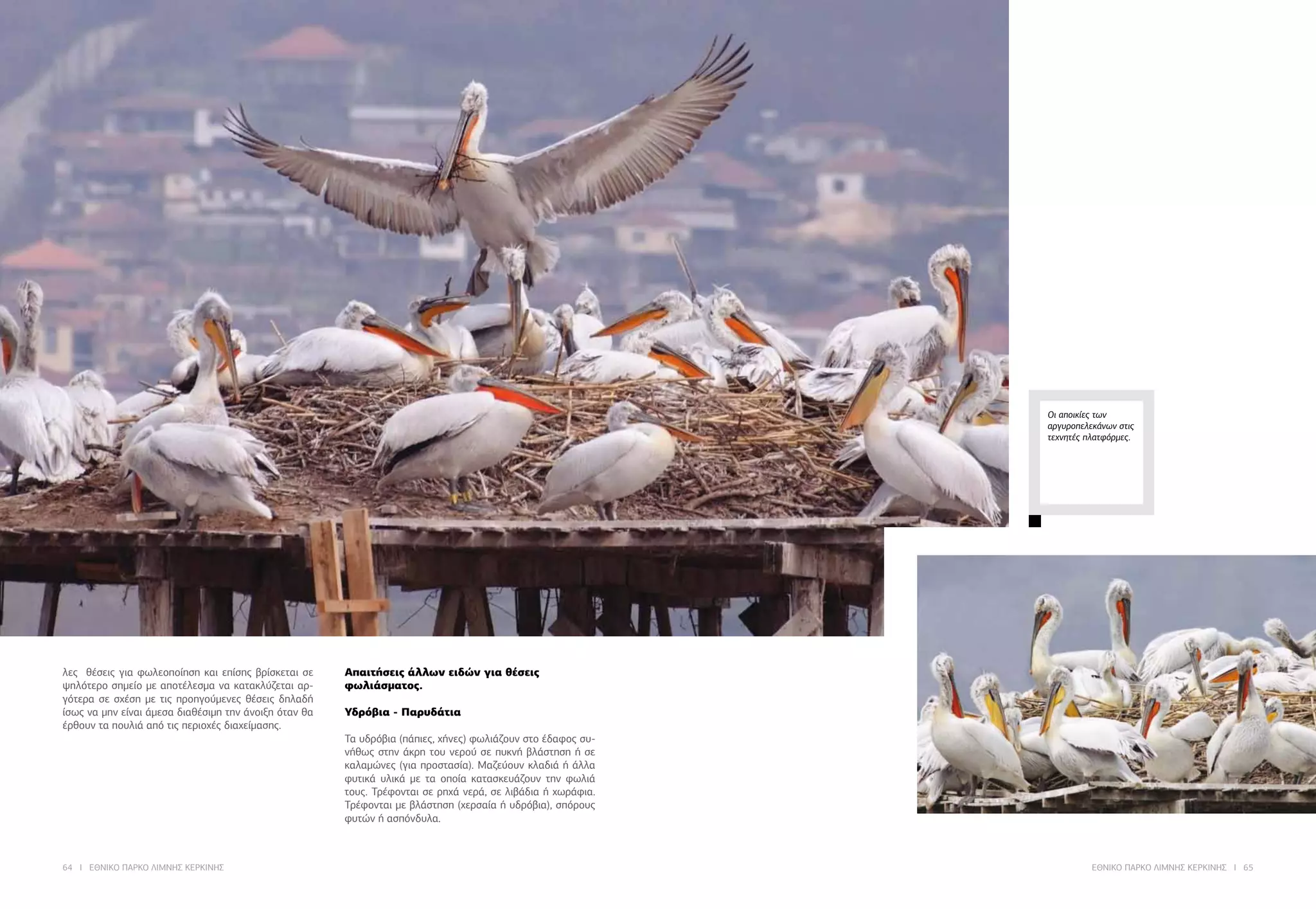 64 I ΕΘΝΙΚΟ ΠΑΡΚΟ ΛΙΜΝΗΣ ΚΕΡΚΙΝΗΣ ΕΘΝΙΚΟ ΠΑΡΚΟ ΛΙΜΝΗΣ ΚΕΡΚΙΝΗΣ I 65
λες θέσεις για φωλεοποίηση και επίσης βρίσκεται σε
ψηλότερο σημείο με αποτέλεσμα να κατακλύζεται αρ-
γότερα σε σχέση με τις προηγούμενες θέσεις δηλαδή
ίσως να μην είναι άμεσα διαθέσιμη την άνοιξη όταν θα
έρθουν τα πουλιά από τις περιοχές διαχείμασης.
Απαιτήσεις άλλων ειδών για θέσεις
φωλιάσματος.
Υδρόβια - Παρυδάτια
Τα υδρόβια (πάπιες, χήνες) φωλιάζουν στο έδαφος συ-
νήθως στην άκρη του νερού σε πυκνή βλάστηση ή σε
καλαμώνες (για προστασία). Μαζεύουν κλαδιά ή άλλα
φυτικά υλικά με τα οποία κατασκευάζουν την φωλιά
τους. Τρέφονται σε ρηχά νερά, σε λιβάδια ή χωράφια.
Τρέφονται με βλάστηση (χερσαία ή υδρόβια), σπόρους
φυτών ή ασπόνδυλα.
Οι αποικίες των
αργυροπελεκάνων στις
τεχνητές πλατφόρμες.
 