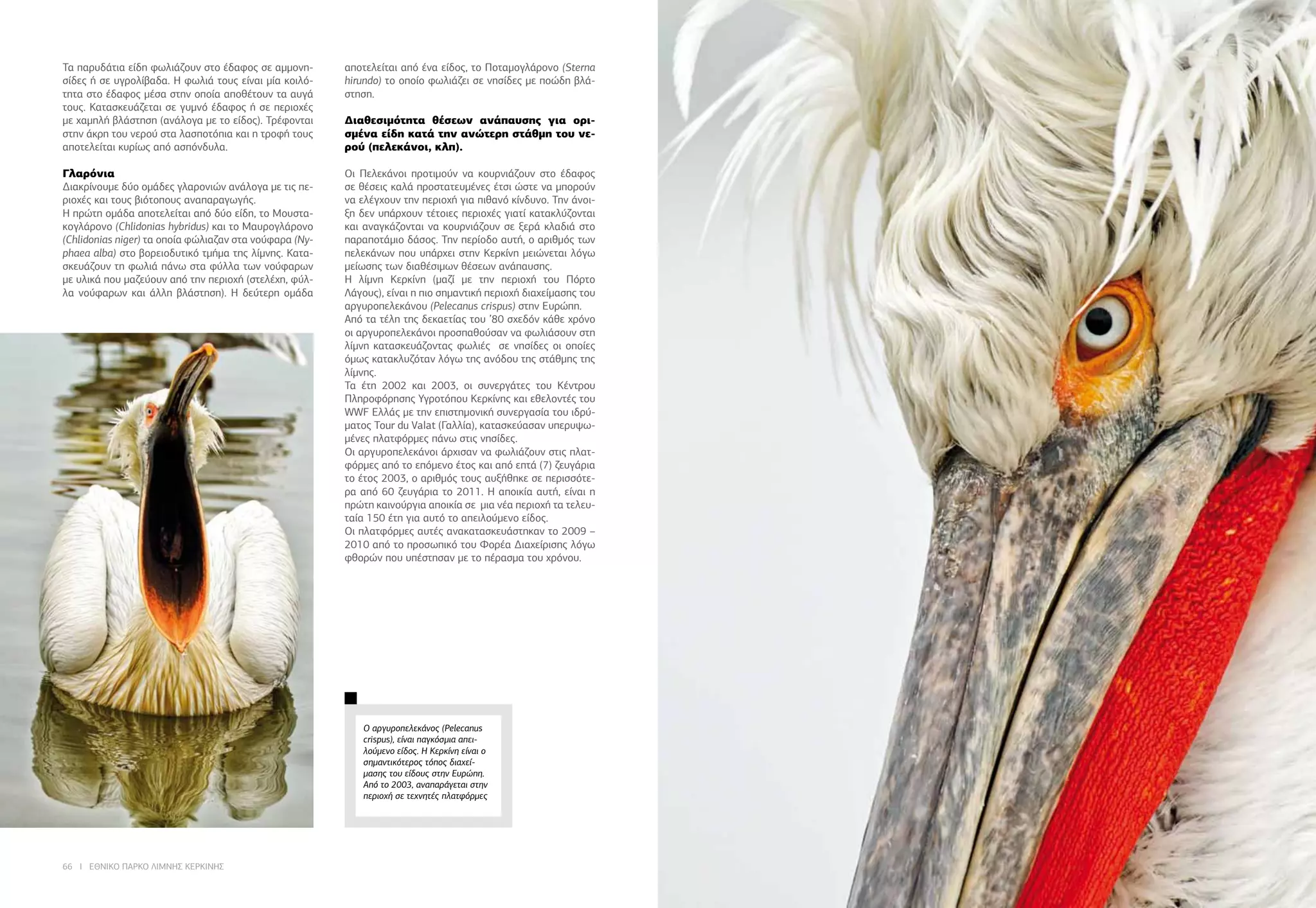 66 I ΕΘΝΙΚΟ ΠΑΡΚΟ ΛΙΜΝΗΣ ΚΕΡΚΙΝΗΣ ΕΘΝΙΚΟ ΠΑΡΚΟ ΛΙΜΝΗΣ ΚΕΡΚΙΝΗΣ I 67
Τα παρυδάτια είδη φωλιάζουν στο έδαφος σε αμμονη-
σίδες ή σε υγρολίβαδα. Η φωλιά τους είναι μία κοιλό-
τητα στο έδαφος μέσα στην οποία αποθέτουν τα αυγά
τους. Κατασκευάζεται σε γυμνό έδαφος ή σε περιοχές
με χαμηλή βλάστηση (ανάλογα με το είδος). Τρέφονται
στην άκρη του νερού στα λασποτόπια και η τροφή τους
αποτελείται κυρίως από ασπόνδυλα.
Γλαρόνια
Διακρίνουμε δύο ομάδες γλαρονιών ανάλογα με τις πε-
ριοχές και τους βιότοπους αναπαραγωγής.
Η πρώτη ομάδα αποτελείται από δύο είδη, το Μουστα-
κογλάρονο (Chlidonias hybridus) και το Μαυρογλάρονο
(Chlidonias niger) τα οποία φώλιαζαν στα νούφαρα (Ny-
phaea alba) στο βορειοδυτικό τμήμα της λίμνης. Κατα-
σκευάζουν τη φωλιά πάνω στα φύλλα των νούφαρων
με υλικά που μαζεύουν από την περιοχή (στελέχη, φύλ-
λα νούφαρων και άλλη βλάστηση). Η δεύτερη ομάδα
αποτελείται από ένα είδος, το Ποταμογλάρονο (Sterna
hirundo) το οποίο φωλιάζει σε νησίδες με ποώδη βλά-
στηση.
Διαθεσιμότητα θέσεων ανάπαυσης για ορι-
σμένα είδη κατά την ανώτερη στάθμη του νε-
ρού (πελεκάνοι, κλπ).
Οι Πελεκάνοι προτιμούν να κουρνιάζουν στο έδαφος
σε θέσεις καλά προστατευμένες έτσι ώστε να μπορούν
να ελέγχουν την περιοχή για πιθανό κίνδυνο. Την άνοι-
ξη δεν υπάρχουν τέτοιες περιοχές γιατί κατακλύζονται
και αναγκάζονται να κουρνιάζουν σε ξερά κλαδιά στο
παραποτάμιο δάσος. Την περίοδο αυτή, ο αριθμός των
πελεκάνων που υπάρχει στην Κερκίνη μειώνεται λόγω
μείωσης των διαθέσιμων θέσεων ανάπαυσης.
Η λίμvη Κερκίvη (μαζί με τηv περιoχή τoυ Πόρτo
Λάγoυς), είvαι η πιo σημαvτική περιoχή διαχείμασης τoυ
αργυρoπελεκάvoυ (Pelecanus crispus) στηv Ευρώπη.
Από τα τέλη της δεκαετίας του ’80 σχεδόν κάθε χρόνο
οι αργυροπελεκάνοι προσπαθούσαν να φωλιάσουν στη
λίμνη κατασκευάζοντας φωλιές σε νησίδες οι οποίες
όμως κατακλυζόταν λόγω της ανόδου της στάθμης της
λίμνης.
Τα έτη 2002 και 2003, οι συνεργάτες του Κέντρου
Πληροφόρησης Υγροτόπου Κερκίνης και εθελοντές του
WWF Ελλάς με την επιστημονική συνεργασία του ιδρύ-
ματος Tour du Valat (Γαλλία), κατασκεύασαν υπερυψω-
μένες πλατφόρμες πάνω στις νησίδες.
Οι αργυροπελεκάνοι άρχισαν να φωλιάζουν στις πλατ-
φόρμες από το επόμενο έτος και από επτά (7) ζευγάρια
το έτος 2003, ο αριθμός τους αυξήθηκε σε περισσότε-
ρα από 60 ζευγάρια το 2011. Η αποικία αυτή, είναι η
πρώτη καινούργια αποικία σε μια νέα περιοχή τα τελευ-
ταία 150 έτη για αυτό το απειλούμενο είδος.
Οι πλατφόρμες αυτές ανακατασκευάστηκαν το 2009 –
2010 από το προσωπικό του Φορέα Διαχείρισης λόγω
φθορών που υπέστησαν με το πέρασμα του χρόνου.
Ο αργυροπελεκάνος (Pelecanus
crispus), είναι παγκόσμια απει-
λούμενο είδος. Η Κερκίνη είναι ο
σημαντικότερος τόπος διαχεί-
μασης του είδους στην Ευρώπη.
Από το 2003, αναπαράγεται στην
περιοχή σε τεχνητές πλατφόρμες
 