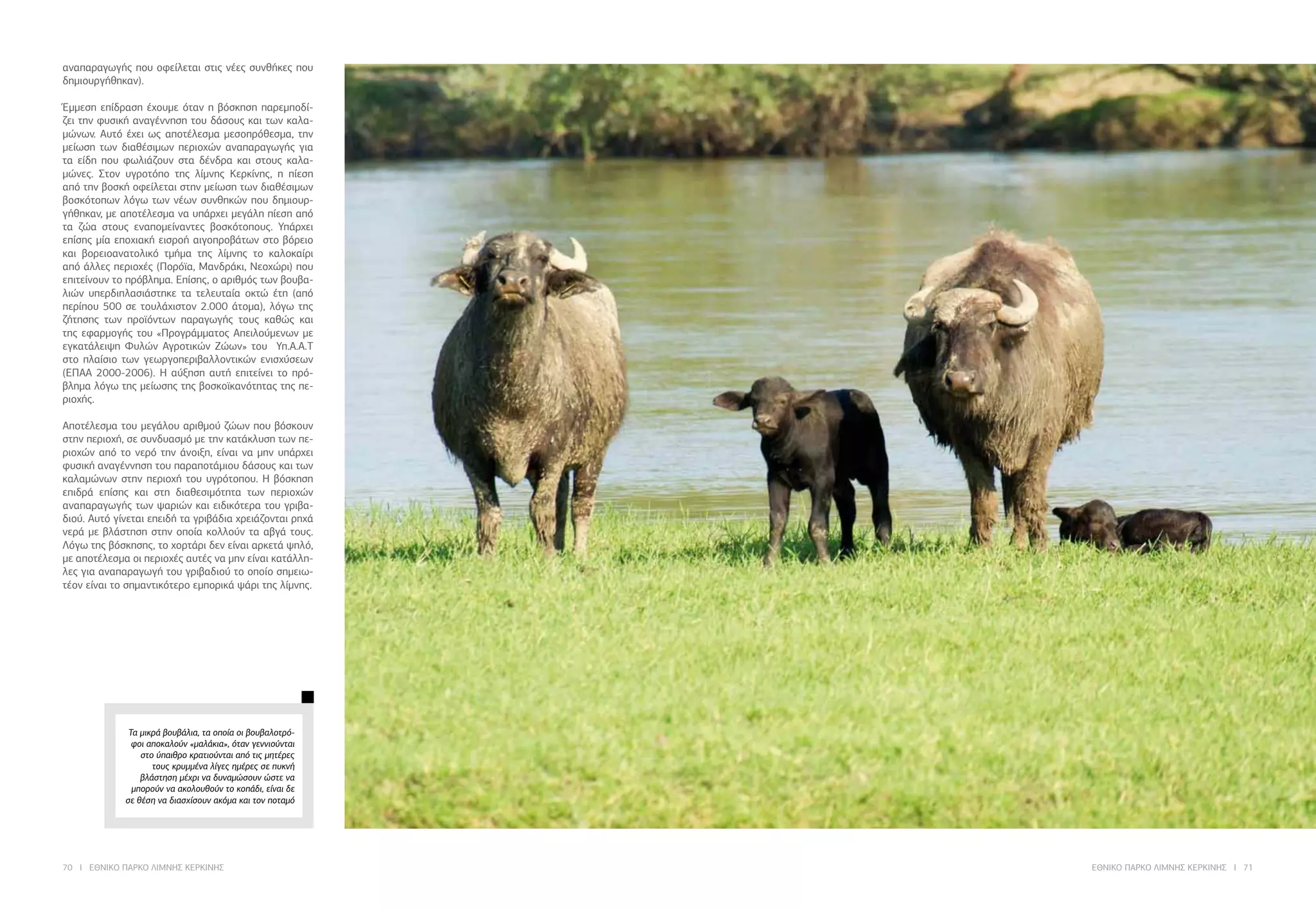 70 I ΕΘΝΙΚΟ ΠΑΡΚΟ ΛΙΜΝΗΣ ΚΕΡΚΙΝΗΣ ΕΘΝΙΚΟ ΠΑΡΚΟ ΛΙΜΝΗΣ ΚΕΡΚΙΝΗΣ I 71
αναπαραγωγής που οφείλεται στις νέες συνθήκες που
δημιουργήθηκαν).
Έμμεση επίδραση έχουμε όταν η βόσκηση παρεμποδί-
ζει την φυσική αναγέννηση του δάσους και των καλα-
μώνων. Αυτό έχει ως αποτέλεσμα μεσοπρόθεσμα, την
μείωση των διαθέσιμων περιοχών αναπαραγωγής για
τα είδη που φωλιάζουν στα δένδρα και στους καλα-
μώνες. Στον υγροτόπο της λίμνης Κερκίνης, η πίεση
από την βοσκή οφείλεται στην μείωση των διαθέσιμων
βοσκότοπων λόγω των νέων συνθηκών που δημιουρ-
γήθηκαν, με αποτέλεσμα να υπάρχει μεγάλη πίεση από
τα ζώα στους εναπομείναντες βοσκότοπους. Υπάρχει
επίσης μία εποχιακή εισροή αιγοπροβάτων στο βόρειο
και βορειοανατολικό τμήμα της λίμνης το καλοκαίρι
από άλλες περιοχές (Πορόϊα, Μανδράκι, Νεοχώρι) που
επιτείνουν το πρόβλημα. Επίσης, ο αριθμός των βουβα-
λιών υπερδιπλασιάστηκε τα τελευταία οκτώ έτη (από
περίπου 500 σε τουλάχιστον 2.000 άτομα), λόγω της
ζήτησης των προϊόντων παραγωγής τους καθώς και
της εφαρμογής του «Προγράμματος Απειλούμενων με
εγκατάλειψη Φυλών Αγροτικών Ζώων» του Υπ.Α.Α.Τ
στο πλαίσιο των γεωργοπεριβαλλοντικών ενισχύσεων
(ΕΠΑΑ 2000-2006). Η αύξηση αυτή επιτείνει το πρό-
βλημα λόγω της μείωσης της βοσκοϊκανότητας της πε-
ριοχής.
Αποτέλεσμα του μεγάλου αριθμού ζώων που βόσκουν
στην περιοχή, σε συνδυασμό με την κατάκλυση των πε-
ριοχών από το νερό την άνοιξη, είναι να μην υπάρχει
φυσική αναγέννηση του παραποτάμιου δάσους και των
καλαμώνων στην περιοχή του υγρότοπου. Η βόσκηση
επιδρά επίσης και στη διαθεσιμότητα των περιοχών
αναπαραγωγής των ψαριών και ειδικότερα του γριβα-
διού. Αυτό γίνεται επειδή τα γριβάδια χρειάζονται ρηχά
νερά με βλάστηση στην οποία κολλούν τα αβγά τους.
Λόγω της βόσκησης, το χορτάρι δεν είναι αρκετά ψηλό,
με αποτέλεσμα οι περιοχές αυτές να μην είναι κατάλλη-
λες για αναπαραγωγή του γριβαδιού το οποίο σημειω-
τέον είναι το σημαντικότερο εμπορικά ψάρι της λίμνης.
Τα μικρά βουβάλια, τα οποία οι βουβαλοτρό-
φοι αποκαλούν «μαλάκια», όταν γεννιούνται
στο ύπαιθρο κρατιούνται από τις μητέρες
τους κρυμμένα λίγες ημέρες σε πυκνή
βλάστηση μέχρι να δυναμώσουν ώστε να
μπορούν να ακολουθούν το κοπάδι, είναι δε
σε θέση να διασχίσουν ακόμα και τον ποταμό
 