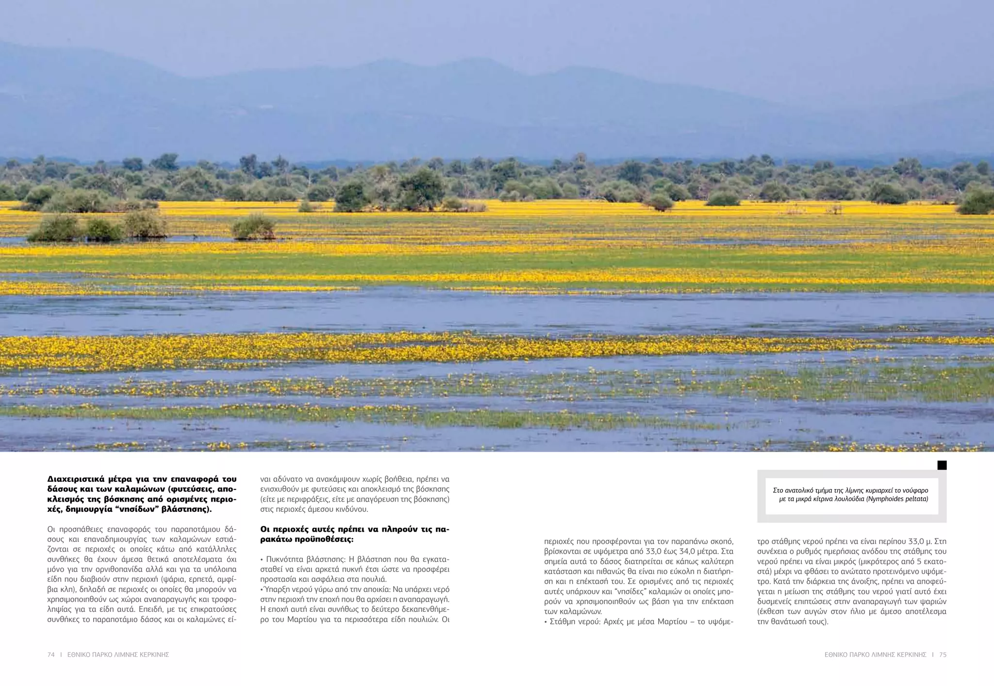 74 I ΕΘΝΙΚΟ ΠΑΡΚΟ ΛΙΜΝΗΣ ΚΕΡΚΙΝΗΣ ΕΘΝΙΚΟ ΠΑΡΚΟ ΛΙΜΝΗΣ ΚΕΡΚΙΝΗΣ I 75
Στο ανατολικό τμήμα της λίμνης κυριαρχεί το νούφαρο
με τα μικρά κίτρινα λουλούδια (Nymphoides peltata)
Διαχειριστικά μέτρα για την επαναφορά του
δάσους και των καλαμώνων (φυτεύσεις, απο-
κλεισμός της βόσκησης από ορισμένες περιο-
χές, δημιουργία “νησίδων” βλάστησης).
Οι προσπάθειες επαναφοράς του παραποτάμιου δά-
σους και επαναδημιουργίας των καλαμώνων εστιά-
ζονται σε περιοχές οι οποίες κάτω από κατάλληλες
συνθήκες θα έχουν άμεσα θετικά αποτελέσματα όχι
μόνο για την ορνιθοπανίδα αλλά και για τα υπόλοιπα
είδη που διαβιούν στην περιοχή (ψάρια, ερπετά, αμφί-
βια κλπ), δηλαδή σε περιοχές οι οποίες θα μπορούν να
χρησιμοποιηθούν ως χώροι αναπαραγωγής και τροφο-
ληψίας για τα είδη αυτά. Επειδή, με τις επικρατούσες
συνθήκες το παραποτάμιο δάσος και οι καλαμώνες εί-
ναι αδύνατο να ανακάμψουν χωρίς βοήθεια, πρέπει να
ενισχυθούν με φυτεύσεις και αποκλεισμό της βόσκησης
(είτε με περιφράξεις, είτε με απαγόρευση της βόσκησης)
στις περιοχές άμεσου κινδύνου.
Οι περιοχές αυτές πρέπει να πληρούν τις πα-
ρακάτω προϋποθέσεις:
• Πυκνότητα βλάστησης: Η βλάστηση που θα εγκατα-
σταθεί να είναι αρκετά πυκνή έτσι ώστε να προσφέρει
προστασία και ασφάλεια στα πουλιά.
• Ύπαρξη νερού γύρω από την αποικία: Να υπάρχει νερό
στην περιοχή την εποχή που θα αρχίσει η αναπαραγωγή.
Η εποχή αυτή είναι συνήθως το δεύτερο δεκαπενθήμε-
ρο του Μαρτίου για τα περισσότερα είδη πουλιών. Οι
περιοχές που προσφέρονται για τον παραπάνω σκοπό,
βρίσκονται σε υψόμετρα από 33,0 έως 34,0 μέτρα. Στα
σημεία αυτά το δάσος διατηρείται σε κάπως καλύτερη
κατάσταση και πιθανώς θα είναι πιο εύκολη η διατήρη-
ση και η επέκτασή του. Σε ορισμένες από τις περιοχές
αυτές υπάρχουν και “νησίδες” καλαμιών οι οποίες μπο-
ρούν να χρησιμοποιηθούν ως βάση για την επέκταση
των καλαμώνων.
• Στάθμη νερού: Αρχές με μέσα Μαρτίου – το υψόμε-
τρο στάθμης νερού πρέπει να είναι περίπου 33,0 μ. Στη
συνέχεια ο ρυθμός ημερήσιας ανόδου της στάθμης του
νερού πρέπει να είναι μικρός (μικρότερος από 5 εκατο-
στά) μέχρι να φθάσει το ανώτατο προτεινόμενο υψόμε-
τρο. Κατά την διάρκεια της άνοιξης, πρέπει να αποφεύ-
γεται η μείωση της στάθμης του νερού γιατί αυτό έχει
δυσμενείς επιπτώσεις στην αναπαραγωγή των ψαριών
(έκθεση των αυγών στον ήλιο με άμεσο αποτέλεσμα
την θανάτωσή τους).
 
