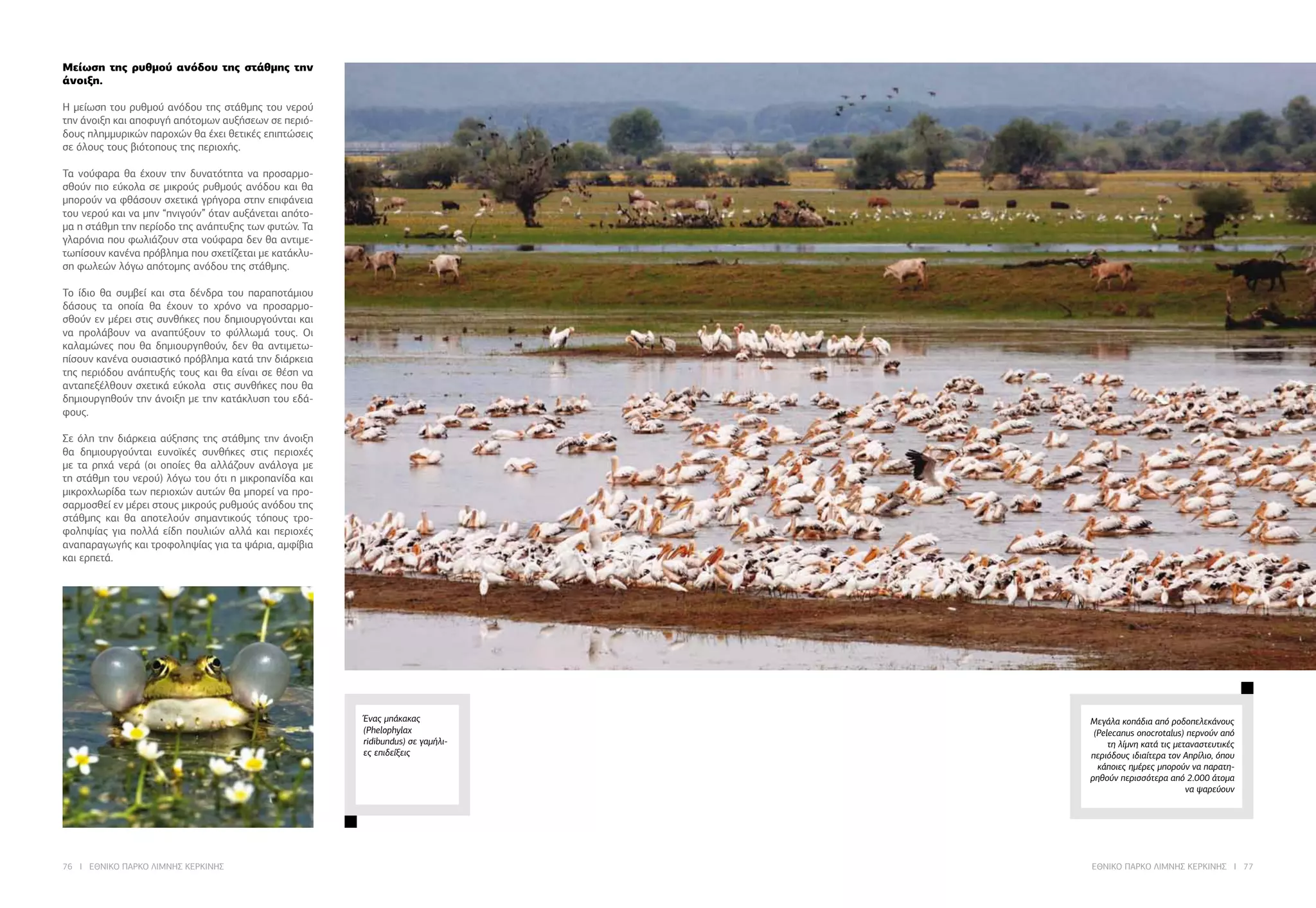 76 I ΕΘΝΙΚΟ ΠΑΡΚΟ ΛΙΜΝΗΣ ΚΕΡΚΙΝΗΣ ΕΘΝΙΚΟ ΠΑΡΚΟ ΛΙΜΝΗΣ ΚΕΡΚΙΝΗΣ I 77
Μεγάλα κοπάδια από ροδοπελεκάνους
(Pelecanus onocrotalus) περνούν από
τη λίμνη κατά τις μεταναστευτικές
περιόδους ιδιαίτερα τον Απρίλιο, όπου
κάποιες ημέρες μπορούν να παρατη-
ρηθούν περισσότερα από 2.000 άτομα
να ψαρεύουν
Ένας μπάκακας
(Phelophylax
ridibundus) σε γαμήλι-
ες επιδείξεις
Μείωση της ρυθμού ανόδου της στάθμης την
άνοιξη.
Η μείωση του ρυθμού ανόδου της στάθμης του νερού
την άνοιξη και αποφυγή απότομων αυξήσεων σε περιό-
δους πλημμυρικών παροχών θα έχει θετικές επιπτώσεις
σε όλους τους βιότοπους της περιοχής.
Τα νούφαρα θα έχουν την δυνατότητα να προσαρμο-
σθούν πιο εύκολα σε μικρούς ρυθμούς ανόδου και θα
μπορούν να φθάσουν σχετικά γρήγορα στην επιφάνεια
του νερού και να μην “πνιγούν” όταν αυξάνεται απότο-
μα η στάθμη την περίοδο της ανάπτυξης των φυτών. Τα
γλαρόνια που φωλιάζουν στα νούφαρα δεν θα αντιμε-
τωπίσουν κανένα πρόβλημα που σχετίζεται με κατάκλυ-
ση φωλεών λόγω απότομης ανόδου της στάθμης.
Το ίδιο θα συμβεί και στα δένδρα του παραποτάμιου
δάσους τα οποία θα έχουν το χρόνο να προσαρμο-
σθούν εν μέρει στις συνθήκες που δημιουργούνται και
να προλάβουν να αναπτύξουν το φύλλωμά τους. Οι
καλαμώνες που θα δημιουργηθούν, δεν θα αντιμετω-
πίσουν κανένα ουσιαστικό πρόβλημα κατά την διάρκεια
της περιόδου ανάπτυξής τους και θα είναι σε θέση να
ανταπεξέλθουν σχετικά εύκολα στις συνθήκες που θα
δημιουργηθούν την άνοιξη με την κατάκλυση του εδά-
φους.
Σε όλη την διάρκεια αύξησης της στάθμης την άνοιξη
θα δημιουργούνται ευνοϊκές συνθήκες στις περιοχές
με τα ρηχά νερά (οι οποίες θα αλλάζουν ανάλογα με
τη στάθμη του νερού) λόγω του ότι η μικροπανίδα και
μικροχλωρίδα των περιοχών αυτών θα μπορεί να προ-
σαρμοσθεί εν μέρει στους μικρούς ρυθμούς ανόδου της
στάθμης και θα αποτελούν σημαντικούς τόπους τρο-
φοληψίας για πολλά είδη πουλιών αλλά και περιοχές
αναπαραγωγής και τροφοληψίας για τα ψάρια, αμφίβια
και ερπετά.
 