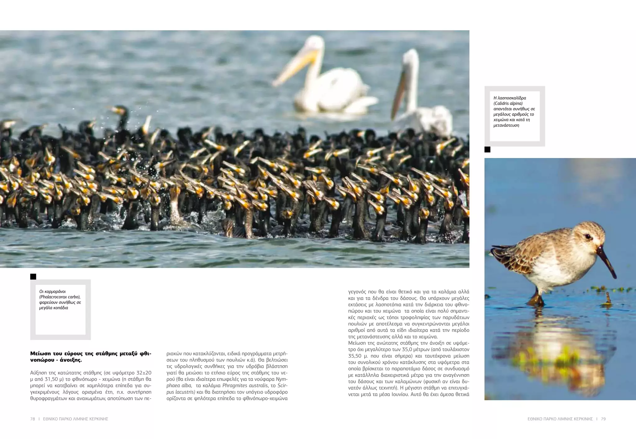78 I ΕΘΝΙΚΟ ΠΑΡΚΟ ΛΙΜΝΗΣ ΚΕΡΚΙΝΗΣ ΕΘΝΙΚΟ ΠΑΡΚΟ ΛΙΜΝΗΣ ΚΕΡΚΙΝΗΣ I 79
Οι κορμοράνοι
(Phalacrocorax carbo),
ψαρεύουν συνήθως σε
μεγάλα κοπάδια
Η λασποσκαλίδρα
(Calidris alpina)
απαντάται συνήθως σε
μεγάλους αριθμούς το
χειμώνα και κατά τη
μετανάστευση
Μείωση του εύρους της στάθμης μεταξύ φθι-
νοπώρου - άνοιξης.
Αύξηση της κατώτατης στάθμης (σε υψόμετρο 32±20
μ από 31,50 μ) το φθινόπωρο - χειμώνα (η στάθμη θα
μπορεί να κατεβαίνει σε χαμηλότερα επίπεδα για συ-
γκεκριμένους λόγους ορισμένα έτη, π.χ. συντήρηση
θυροφραγμάτων και αναχωμάτων, αποτύπωση των πε-
ριοχών που κατακλύζονται, ειδικά προγράμματα μετρή-
σεων του πληθυσμού των πουλιών κ.ά). Θα βελτιώσει
τις υδρολογικές συνθήκες για την υδρόβια βλάστηση
γιατί θα μειώσει το ετήσιο εύρος της στάθμης του νε-
ρού (θα είναι ιδιαίτερα επωφελές για τα νούφαρα Nym-
phaea alba, τα καλάμια Phragmites australis, το Scir-
pus lacustris) και θα διατηρήσει τον υπόγειο υδροφόρο
ορίζοντα σε ψηλότερα επίπεδα το φθινόπωρο-χειμώνα
γεγονός που θα είναι θετικό και για τα καλάμια αλλά
και για τα δένδρα του δάσους. Θα υπάρχουν μεγάλες
εκτάσεις με λασποτόπια κατά την διάρκεια του φθινο-
πώρου και του χειμώνα τα οποία είναι πολύ σημαντι-
κές περιοχές ως τόποι τροφοληψίας των παρυδάτιων
πουλιών με αποτέλεσμα να συγκεντρώνονται μεγάλοι
αριθμοί από αυτά τα είδη ιδιαίτερα κατά την περίοδο
της μετανάστευσης αλλά και το χειμώνα.
Μείωση της ανώτατης στάθμης την άνοιξη σε υψόμε-
τρο όχι μεγαλύτερο των 35,0 μέτρων (από τουλάχιστον
35,50 μ. που είναι σήμερα) και ταυτόχρονα μείωση
του συνολικού χρόνου κατάκλυσης στα υψόμετρα στα
οποία βρίσκεται το παραποτάμιο δάσος σε συνδυασμό
με κατάλληλα διαχειριστικά μέτρα για την αναγέννηση
του δάσους και των καλαμώνων (φυσική αν είναι δυ-
νατόν άλλως τεχνητή). Η μέγιστη στάθμη να επιτυγχά-
νεται μετά τα μέσα Ιουνίου. Αυτό θα έχει άμεσα θετικά
 