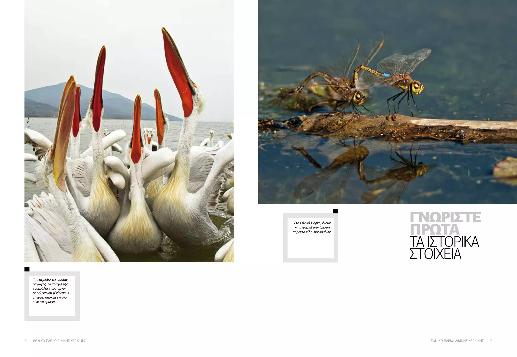 8 I ΕΘΝΙΚΟ ΠΑΡΚΟ ΛΙΜΝΗΣ ΚΕΡΚΙΝΗΣ ΕΘΝΙΚΟ ΠΑΡΚΟ ΛΙΜΝΗΣ ΚΕΡΚΙΝΗΣ I 9
Την περίοδο της αναπα-
ραγωγής, το χρώμα της
«σακούλας» του αργυ-
ροπελεκάνου (Pelecanus
crispus) αποκτά έντονο
κόκκινο χρώμα
Στο Εθνικό Πάρκο, έχουν
καταγραφεί τουλάχιστον
σαράντα είδη λιβελούλων
ΓΝΩΡΙΣΤΕ
ΠΡΩΤΑ
ΤΑ ΙΣΤΟΡΙΚΑ
ΣΤΟΙΧΕΙΑ
 