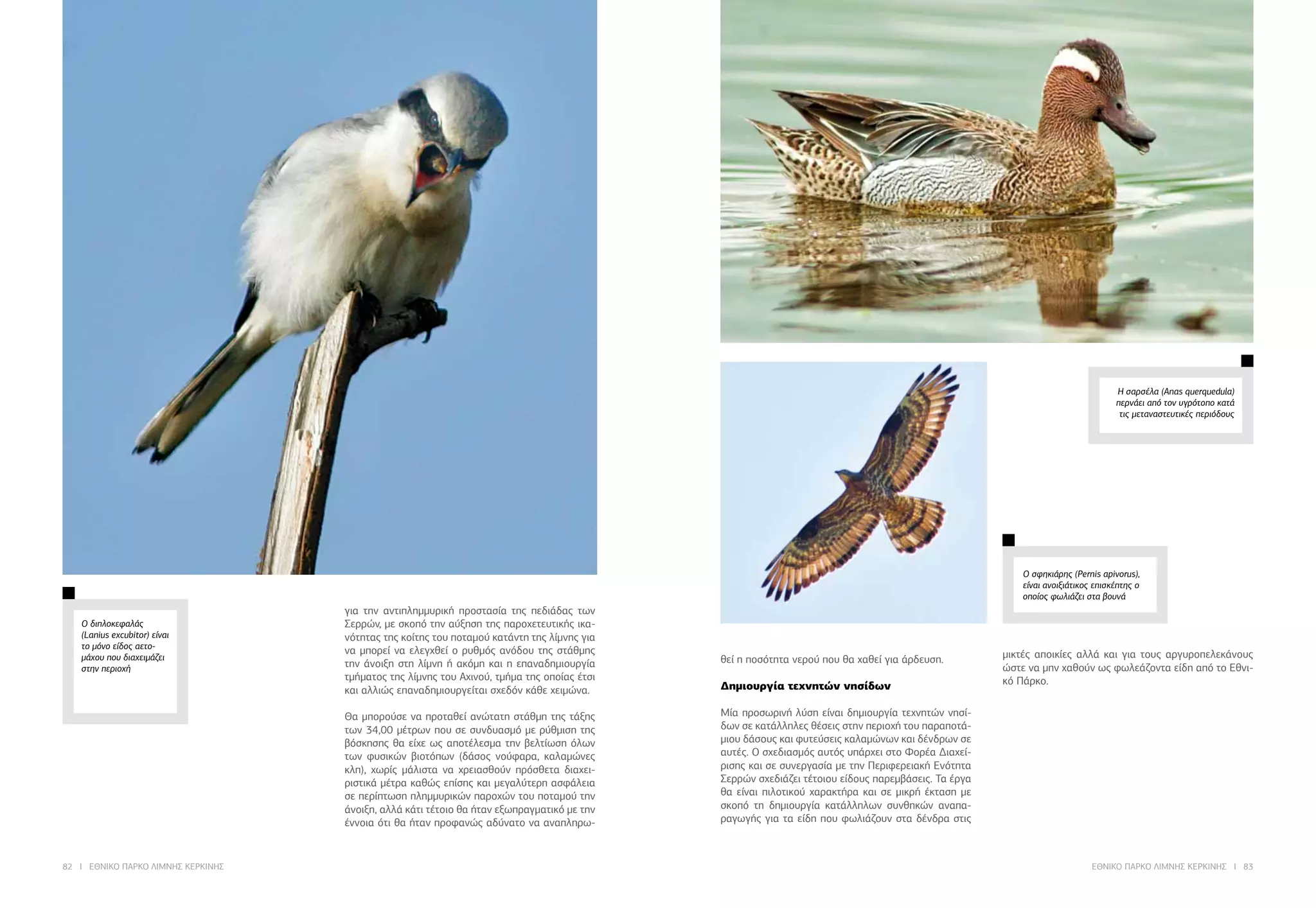 82 I ΕΘΝΙΚΟ ΠΑΡΚΟ ΛΙΜΝΗΣ ΚΕΡΚΙΝΗΣ ΕΘΝΙΚΟ ΠΑΡΚΟ ΛΙΜΝΗΣ ΚΕΡΚΙΝΗΣ I 83
για την αντιπλημμυρική προστασία της πεδιάδας των
Σερρών, με σκοπό την αύξηση της παροχετευτικής ικα-
νότητας της κοίτης του ποταμού κατάντη της λίμνης για
να μπορεί να ελεγχθεί ο ρυθμός ανόδου της στάθμης
την άνοιξη στη λίμνη ή ακόμη και η επαναδημιουργία
τμήματος της λίμνης του Αχινού, τμήμα της οποίας έτσι
και αλλιώς επαναδημιουργείται σχεδόν κάθε χειμώνα.
Θα μπορούσε να προταθεί ανώτατη στάθμη της τάξης
των 34,00 μέτρων που σε συνδυασμό με ρύθμιση της
βόσκησης θα είχε ως αποτέλεσμα την βελτίωση όλων
των φυσικών βιοτόπων (δάσος νούφαρα, καλαμώνες
κλπ), χωρίς μάλιστα να χρειασθούν πρόσθετα διαχει-
ριστικά μέτρα καθώς επίσης και μεγαλύτερη ασφάλεια
σε περίπτωση πλημμυρικών παροχών του ποταμού την
άνοιξη, αλλά κάτι τέτοιο θα ήταν εξωπραγματικό με την
έννοια ότι θα ήταν προφανώς αδύνατο να αναπληρω-
Ο διπλοκεφαλάς
(Lanius excubitor) είναι
το μόνο είδος αετο-
μάχου που διαχειμάζει
στην περιοχή
Η σαρσέλα (Anas querquedula)
περνάει από τον υγρότοπο κατά
τις μεταναστευτικές περιόδους
Ο σφηκιάρης (Pernis apivorus),
είναι ανοιξιάτικος επισκέπτης ο
οποίος φωλιάζει στα βουνά
θεί η ποσότητα νερού που θα χαθεί για άρδευση.
Δημιουργία τεχνητών νησίδων
Μία προσωρινή λύση είναι δημιουργία τεχνητών νησί-
δων σε κατάλληλες θέσεις στην περιοχή του παραποτά-
μιου δάσους και φυτεύσεις καλαμώνων και δένδρων σε
αυτές. Ο σχεδιασμός αυτός υπάρχει στο Φορέα Διαχεί-
ρισης και σε συνεργασία με την Περιφερειακή Ενότητα
Σερρών σχεδιάζει τέτοιου είδους παρεμβάσεις. Τα έργα
θα είναι πιλοτικού χαρακτήρα και σε μικρή έκταση με
σκοπό τη δημιουργία κατάλληλων συνθηκών αναπα-
ραγωγής για τα είδη που φωλιάζουν στα δένδρα στις
μικτές αποικίες αλλά και για τους αργυροπελεκάνους
ώστε να μην χαθούν ως φωλεάζοντα είδη από το Εθνι-
κό Πάρκο.
 