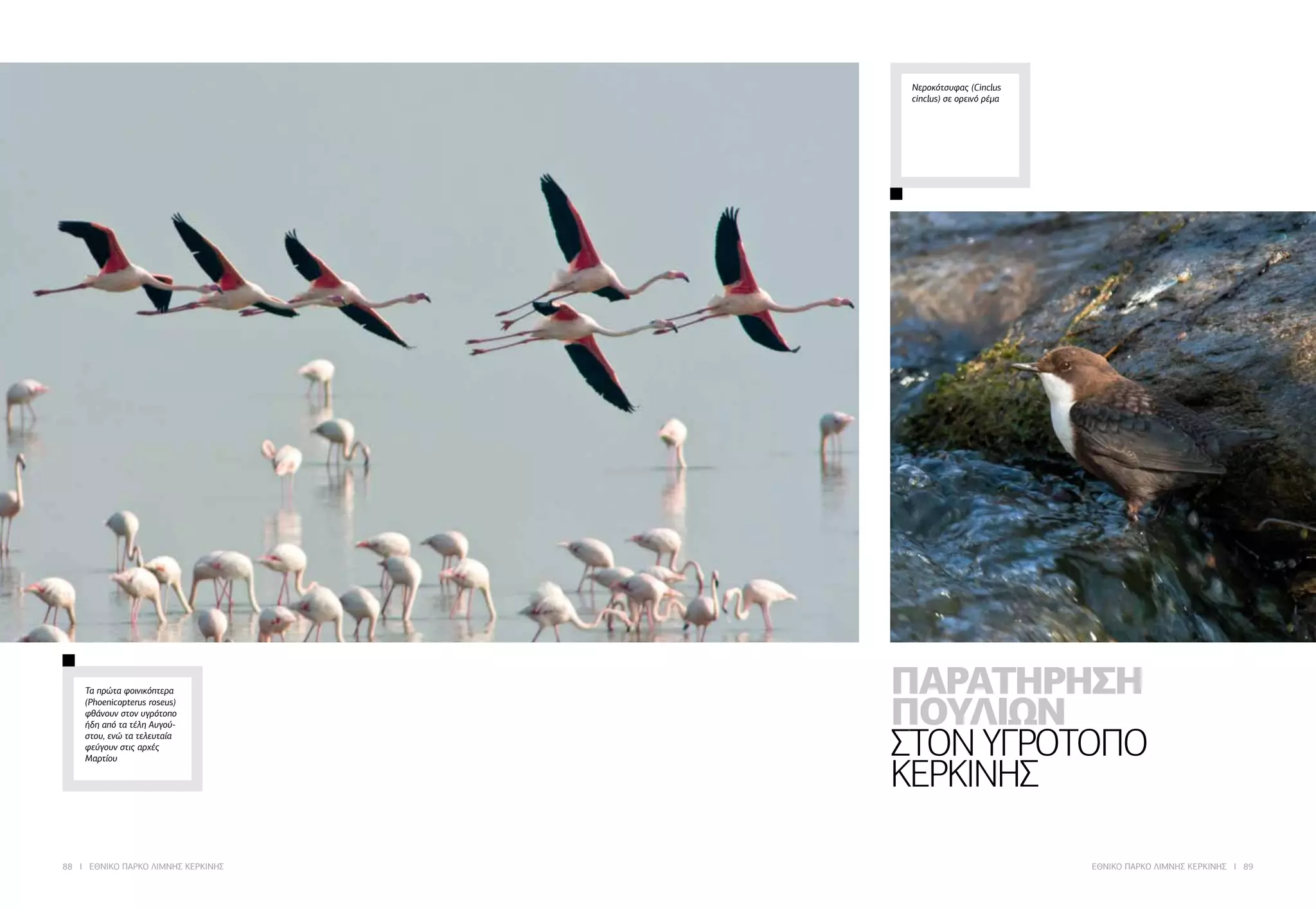 88 I ΕΘΝΙΚΟ ΠΑΡΚΟ ΛΙΜΝΗΣ ΚΕΡΚΙΝΗΣ ΕΘΝΙΚΟ ΠΑΡΚΟ ΛΙΜΝΗΣ ΚΕΡΚΙΝΗΣ I 89
ΠΑΡΑΤΗΡΗΣΗ
ΠΟΥΛΙΩΝ
ΣΤΟΝ ΥΓΡΟΤΟΠΟ
ΚΕΡΚΙΝΗΣ
Τα πρώτα φοινικόπτερα
(Phoenicopterus roseus)
φθάνουν στον υγρότοπο
ήδη από τα τέλη Αυγού-
στου, ενώ τα τελευταία
φεύγουν στις αρχές
Μαρτίου
Νεροκότσυφας (Cinclus
cinclus) σε ορεινό ρέμα
 
