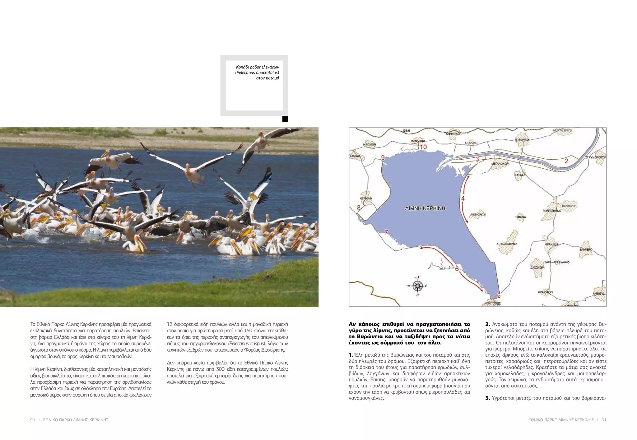 90 I ΕΘΝΙΚΟ ΠΑΡΚΟ ΛΙΜΝΗΣ ΚΕΡΚΙΝΗΣ ΕΘΝΙΚΟ ΠΑΡΚΟ ΛΙΜΝΗΣ ΚΕΡΚΙΝΗΣ I 91
Κοπάδι ροδοπελεκάνων
(Pelecanus onocrotalus)
στον ποταμό
Το Εθνικό Πάρκο Λίμνης Κερκίνης προσφέρει μία πραγματικά
εκπληκτική δυνατότητα για παρατήρηση πουλιών. Βρίσκεται
στη βόρεια Ελλάδα και έχει στο κέντρο του τη λίμνη Κερκί-
νη, ένα πραγματικό διαμάντι της χώρας το οποίο παραμένει
άγνωστοστονυπόλοιποκόσμο.Ηλίμνηπεριβάλλεταιαπόδύο
όμορφα βουνά, το όρος Κερκίνη και το Μαυροβούνι.
Η λίμνη Κερκίνη, διαθέτοντας μία καταπληκτική και μοναδικής
αξίας βιοποικιλότητα, είναι η καταπληκτικότερη και η πιο εύκο-
λα προσβάσιμη περιοχή για παρατήρηση της ορνιθοπανίδας
στην Ελλάδα και ίσως σε ολόκληρη την Ευρώπη. Αποτελεί το
μοναδικόμέροςστηνΕυρώπηόπουσεμίααποικίαφωλιάζουν
12 διαφορετικά είδη πουλιών, αλλά και η μοναδική περιοχή
στην οποία για πρώτη φορά μετά από 150 χρόνια επεκτάθη-
καν τα όρια της περιοχής αναπαραγωγής του απειλούμενου
είδους του αργυροπελεκάνου (Pelecanus crispus), λόγω των
τεχνητών εξεδρών που κατασκεύασε ο Φορέας Διαχείρισης.
Δεν υπάρχει καμία αμφιβολία, ότι το Εθνικό Πάρκο Λίμνης
Κερκίνης με πάνω από 300 είδη καταγραμμένων πουλιών,
αποτελεί μια εξαιρετική εμπειρία ζωής για παρατήρηση που-
λιών κάθε στιγμή του χρόνου.
Αν κάποιος επιθυμεί να πραγματοποιήσει το
γύρο της λίμνης, προτείνεται να ξεκινήσει από
τη Βυρώνεια και να ταξιδέψει προς τα νότια
έχοντας ως σύμμαχό του τον ήλιο.
1. Έλη μεταξύ της Βυρώνειας και του ποταμού και στις
δύο πλευρές του δρόμου. Εξαιρετική περιοχή καθ’ όλη
τη διάρκεια του έτους για παρατήρηση ερωδιών, συλ-
βιίδων, λαγγόνων και διαφόρων ειδών αρπακτικών
πουλιών. Επίσης, μπορούν να παρατηρηθούν μυγοχά-
φτες και πουλιά με κρυπτική συμπεριφορά (πουλιά που
έχουν την τάση να κρύβονται) όπως μικροπουλάδες και
νανομουγκάνες.
2. Αναχώματα του ποταμού ανάντη της γέφυρας Βυ-
ρώνειας, καθώς και έλη στη βόρεια πλευρά του ποτα-
μού. Αποτελούν ενδιαιτήματα εξαιρετικής βιοποικιλότη-
τας. Οι πελεκάνοι και οι κορμοράνοι πηγαινοέρχονται
για ψάρεμα. Μπορείτε επίσης να παρατηρήσετε όλες τις
εποχές κίρκους, ενώ το καλοκαίρι κραυγαετούς, μαυρο-
πετρίτες, χαραδριούς και πετροτουρλίδες και αν είστε
τυχεροί γελαδάρηδες. Κρατήστε τα μάτια σας ανοιχτά
για χαμοκελάδες, μικρογαλιάνδρες και μαυροπελαρ-
γούς. Τον χειμώνα, τα ενδιαιτήματα αυτά χρησιμοποι-
ούνται από στικταετούς.
3. Υγρότοποι μεταξύ του ποταμού και του βορειοανα-
 