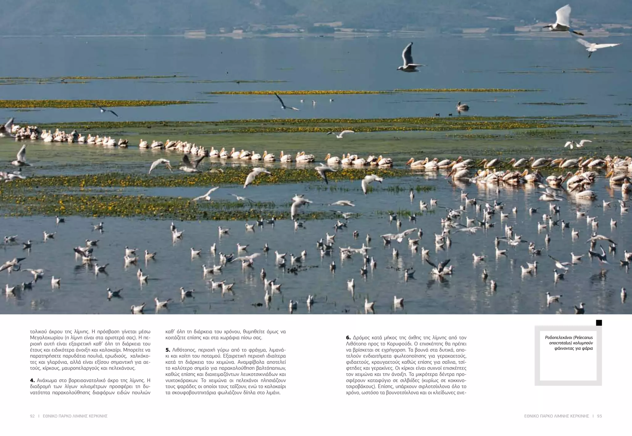 92 I ΕΘΝΙΚΟ ΠΑΡΚΟ ΛΙΜΝΗΣ ΚΕΡΚΙΝΗΣ ΕΘΝΙΚΟ ΠΑΡΚΟ ΛΙΜΝΗΣ ΚΕΡΚΙΝΗΣ I 93
τολικού άκρου της λίμνης. Η πρόσβαση γίνεται μέσω
Μεγαλοχωρίου (η λίμνη είναι στα αριστερά σας). Η πε-
ριοχή αυτή είναι εξαιρετική καθ’ όλη τη διάρκεια του
έτους και ειδικότερα άνοιξη και καλοκαίρι. Μπορείτε να
παρατηρήσετε παρυδάτια πουλιά, ερωδιούς, χαλκόκο-
τες και γλαρόνια, αλλά είναι εξίσου σημαντική για αε-
τούς, κίρκους, μαυροπελαργούς και πελεκάνους.
4. Ανάχωμα στο βορειοανατολικό άκρο της λίμνης. Η
διαδρομή των λίγων χιλιομέτρων προσφέρει τη δυ-
νατότητα παρακολούθησης διαφόρων ειδών πουλιών
καθ’ όλη τη διάρκεια του χρόνου, θυμηθείτε όμως να
κοιτάζετε επίσης και στα χωράφια πίσω σας.
5. Λιθότοπος, περιοχή γύρω από το φράγμα, λιμανά-
κι και κοίτη του ποταμού. Εξαιρετική περιοχή ιδιαίτερα
κατά τη διάρκεια του χειμώνα. Αναμφίβολα αποτελεί
το καλύτερο σημείο για παρακολούθηση βαλτόπαπιων,
καθώς επίσης και διαχειμαζόντων λευκοτσικνιάδων και
νυχτοκόρακων. Το χειμώνα οι πελεκάνοι πλησιάζουν
τους ψαράδες οι οποίοι τους ταΐζουν, ενώ το καλοκαίρι
τα σκουφοβουτηχτάρια φωλιάζουν δίπλα στο λιμάνι.
6. Δρόμος κατά μήκος της όχθης της λίμνης από τον
Λιθότοπο προς το Κορυφούδι. Ο επισκέπτης θα πρέπει
να βρίσκεται σε εγρήγορση. Τα βουνά στα δυτικά, απο-
τελούν ενδιαιτήματα φωλεοποίησης για γερακαετούς,
φιδαετούς, κραυγαετούς καθώς επίσης για σαΐνια, τσί-
φτηδες και γερακίνες. Οι κίρκοι είναι συχνοί επισκέπτες
τον χειμώνα και την άνοιξη. Τα μικρότερα δέντρα προ-
σφέρουν καταφύγιο σε σιλβιίδες (κυρίως σε κοκκινο-
τσιροβάκους). Επίσης, υπάρχουν σιρλοτσίχλονα όλο το
χρόνο, ωστόσο τα βουνοτσίχλονα και οι κλείδωνες ανε-
Ροδοπελεκάνοι (Pelecanus
onocrotalus) κολυμπούν
ψάχνοντας για ψάρια
 