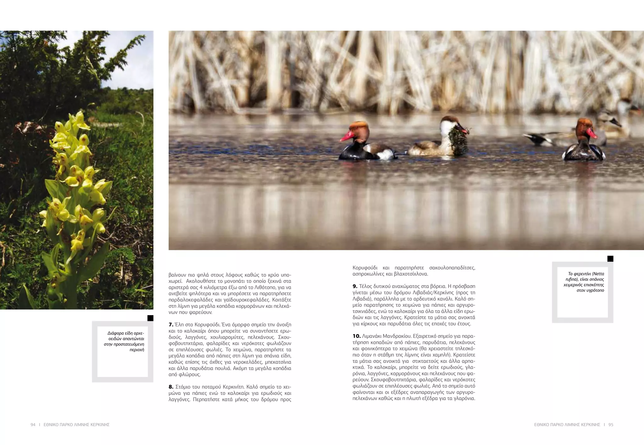 94 I ΕΘΝΙΚΟ ΠΑΡΚΟ ΛΙΜΝΗΣ ΚΕΡΚΙΝΗΣ ΕΘΝΙΚΟ ΠΑΡΚΟ ΛΙΜΝΗΣ ΚΕΡΚΙΝΗΣ I 95
βαίνουν πιο ψηλά στους λόφους καθώς το κρύο υπο-
χωρεί. Ακολουθήστε το μονοπάτι το οποίο ξεκινά στα
αριστερά σας 4 χιλιόμετρα έξω από το Λιθότοπο, για να
ανεβείτε ψηλότερα και να μπορέσετε να παρατηρήσετε
παρδαλοκεφαλάδες και γαϊδουροκεφαλάδες. Κοιτάξτε
στη λίμνη για μεγάλα κοπάδια κορμοράνων και πελεκά-
νων που ψαρεύουν.
7. Έλη στο Κορυφούδι. Ένα όμορφο σημείο την άνοιξη
και το καλοκαίρι όπου μπορείτε να συναντήσετε ερω-
διούς, λαγγόνες, χουλιαρομύτες, πελεκάνους. Σκου-
φοβουτηχτάρια, φαλαρίδες και νερόκοτες φωλιάζουν
σε επιπλέουσες φωλιές. Το χειμώνα, παρατηρήστε τα
μεγάλα κοπάδια από πάπιες στη λίμνη για σπάνια είδη,
καθώς επίσης τις όχθες για νεροκελάδες, μπεκατσίνια
και άλλα παρυδάτια πουλιά. Ακόμη τα μεγάλα κοπάδια
από φλώρους.
8. Στόμιο του ποταμού Κερκινίτη. Καλό σημείο το χει-
μώνα για πάπιες ενώ το καλοκαίρι για ερωδιούς και
λαγγόνες. Περπατήστε κατά μήκος του δρόμου προς
Κορυφούδι και παρατηρήστε σακουλοπαπαδίτσες,
ασπροκωλίνες και βλαχοτσίχλονα.
9. Τέλος δυτικού αναχώματος στα βόρεια. Η πρόσβαση
γίνεται μέσω του δρόμου Λιβαδιάς/Κερκίνης (προς τη
Λιβαδιά), παράλληλα με το αρδευτικό κανάλι. Καλό ση-
μείο παρατήρησης το χειμώνα για πάπιες και αργυρο-
τσικνιάδες, ενώ το καλοκαίρι για όλα τα άλλα είδη ερω-
διών και τις λαγγόνες. Κρατείστε τα μάτια σας ανοικτά
για κίρκους και παρυδάτια όλες τις εποχές του έτους.
10. Λιμανάκι Μανδρακίου. Εξαιρετικό σημείο για παρα-
τήρηση κοπαδιών από πάπιες, παρυδάτια, πελεκάνους
και φοινικόπτερα το χειμώνα (θα χρειαστείτε τηλεσκό-
πιο όταν η στάθμη της λίμνης είναι χαμηλή). Κρατείστε
τα μάτια σας ανοικτά για στικταετούς και άλλα αρπα-
κτικά. Το καλοκαίρι, μπορείτε να δείτε ερωδιούς, γλα-
ρόνια, λαγγόνες, κορμοράνους και πελεκάνους που ψα-
ρεύουν. Σκουφοβουτηχτάρια, φαλαρίδες και νερόκοτες
φωλιάζουν σε επιπλέουσες φωλιές. Από το σημείο αυτό
φαίνονται και οι εξέδρες αναπαραγωγής των αργυρο-
πελεκάνων καθώς και η πλωτή εξέδρα για τα γλαρόνια.
Το φερεντίνι (Netta
rufina), είναι σπάνιος
χειμερινός επισκέπτης
στον υγρότοπο
Διάφορα είδη ορχε-
οειδών απαντώνται
στην προστατευόμενη
περιοχή
 