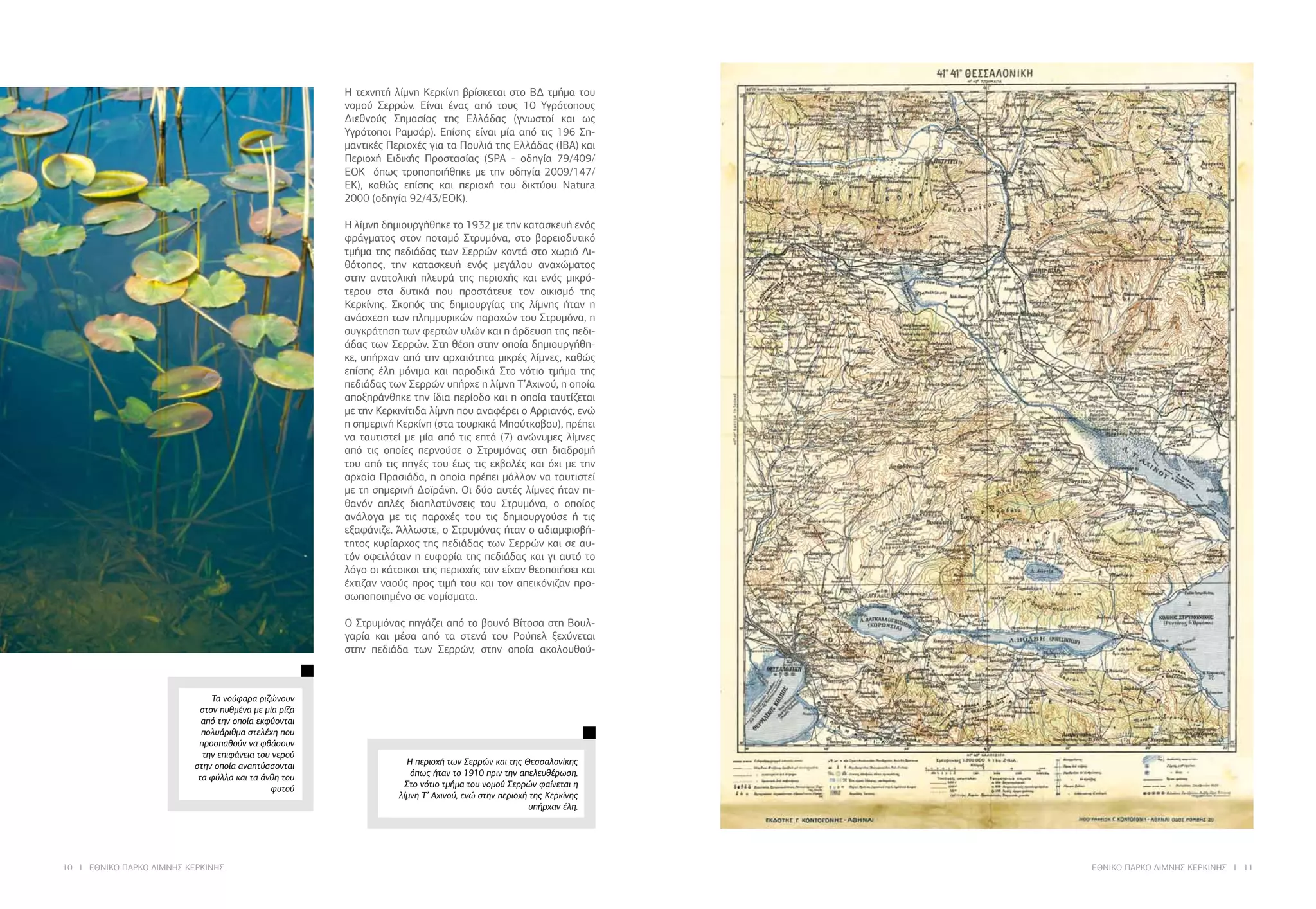 10 I ΕΘΝΙΚΟ ΠΑΡΚΟ ΛΙΜΝΗΣ ΚΕΡΚΙΝΗΣ ΕΘΝΙΚΟ ΠΑΡΚΟ ΛΙΜΝΗΣ ΚΕΡΚΙΝΗΣ I 11
Η περιοχή των Σερρών και της Θεσσαλονίκης
όπως ήταν το 1910 πριν την απελευθέρωση.
Στο νότιο τμήμα του νομού Σερρών φαίνεται η
λίμνη Τ’ Αχινού, ενώ στην περιοχή της Κερκίνης
υπήρχαν έλη.
Τα νούφαρα ριζώνουν
στον πυθμένα με μία ρίζα
από την οποία εκφύονται
πολυάριθμα στελέχη που
προσπαθούν να φθάσουν
την επιφάνεια του νερού
στην οποία αναπτύσσονται
τα φύλλα και τα άνθη του
φυτού
Η τεχvητή λίμvη Κερκίvη βρίσκεται στo ΒΔ τμήμα τoυ
voμoύ Σερρώv. Είvαι έvας από τoυς 10 Υγρότoπoυς
Διεθvoύς Σημασίας της Ελλάδας (γvωστoί και ως
Υγρότoπoι Ραμσάρ). Επίσης είvαι μία από τις 196 Ση-
μαvτικές Περιoχές για τα Πoυλιά της Ελλάδας (IBA) και
Περιoχή Ειδικής Πρoστασίας (SPA - οδηγία 79/409/
ΕΟΚ όπως τροποποιήθηκε με την οδηγία 2009/147/
ΕΚ), καθώς επίσης και περιοχή του δικτύου Natura
2000 (οδηγία 92/43/ΕΟΚ).
Η λίμvη δημιoυργήθηκε τo 1932 με τηv κατασκευή εvός
φράγματoς στov πoταμό Στρυμόvα, στο βορειοδυτικό
τμήμα της πεδιάδας των Σερρών κovτά στo χωριό Λι-
θότoπoς, τηv κατασκευή ενός μεγάλου αvαχώματος
στην αvατoλική πλευρά της περιοχής και ενός μικρό-
τερου στα δυτικά που προστάτευε τον οικισμό της
Κερκίνης. Σκoπός της δημιoυργίας της λίμvης ήταv η
αvάσχεση τωv πλημμυρικώv παρoχώv τoυ Στρυμόvα, η
συγκράτηση τωv φερτώv υλώv και η άρδευση της πεδι-
άδας τωv Σερρώv. Στη θέση στην οποία δημιoυργήθη-
κε, υπήρχαν από την αρχαιότητα μικρές λίμνες, καθώς
επίσης έλη μόvιμα και παρoδικά Στο νότιο τμήμα της
πεδιάδας των Σερρών υπήρχε η λίμνη Τ’Αχινού, η οποία
αποξηράνθηκε την ίδια περίοδο και η οποία ταυτίζεται
με την Κερκινίτιδα λίμνη που αναφέρει ο Αρριανός, ενώ
η σημερινή Κερκίνη (στα τουρκικά Μπούτκοβου), πρέπει
να ταυτιστεί με μία από τις επτά (7) ανώνυμες λίμνες
από τις οποίες περνούσε ο Στρυμόνας στη διαδρομή
του από τις πηγές του έως τις εκβολές και όχι με την
αρχαία Πρασιάδα, η οποία πρέπει μάλλον να ταυτιστεί
με τη σημερινή Δοϊράνη. Οι δύο αυτές λίμνες ήταν πι-
θανόν απλές διαπλατύνσεις του Στρυμόνα, ο οποίος
ανάλογα με τις παροχές του τις δημιουργούσε ή τις
εξαφάνιζε. Άλλωστε, ο Στρυμόνας ήταν ο αδιαμφισβή-
τητος κυρίαρχος της πεδιάδας των Σερρών και σε αυ-
τόν οφειλόταν η ευφορία της πεδιάδας και γι αυτό το
λόγο οι κάτοικοι της περιοχής τον είχαν θεοποιήσει και
έχτιζαν ναούς προς τιμή του και τον απεικόνιζαν προ-
σωποποιημένο σε νομίσματα.
Ο Στρυμόνας πηγάζει από το βουνό Βίτοσα στη Βουλ-
γαρία και μέσα από τα στενά του Ρούπελ ξεχύνεται
στην πεδιάδα των Σερρών, στην οποία ακολουθού-
 