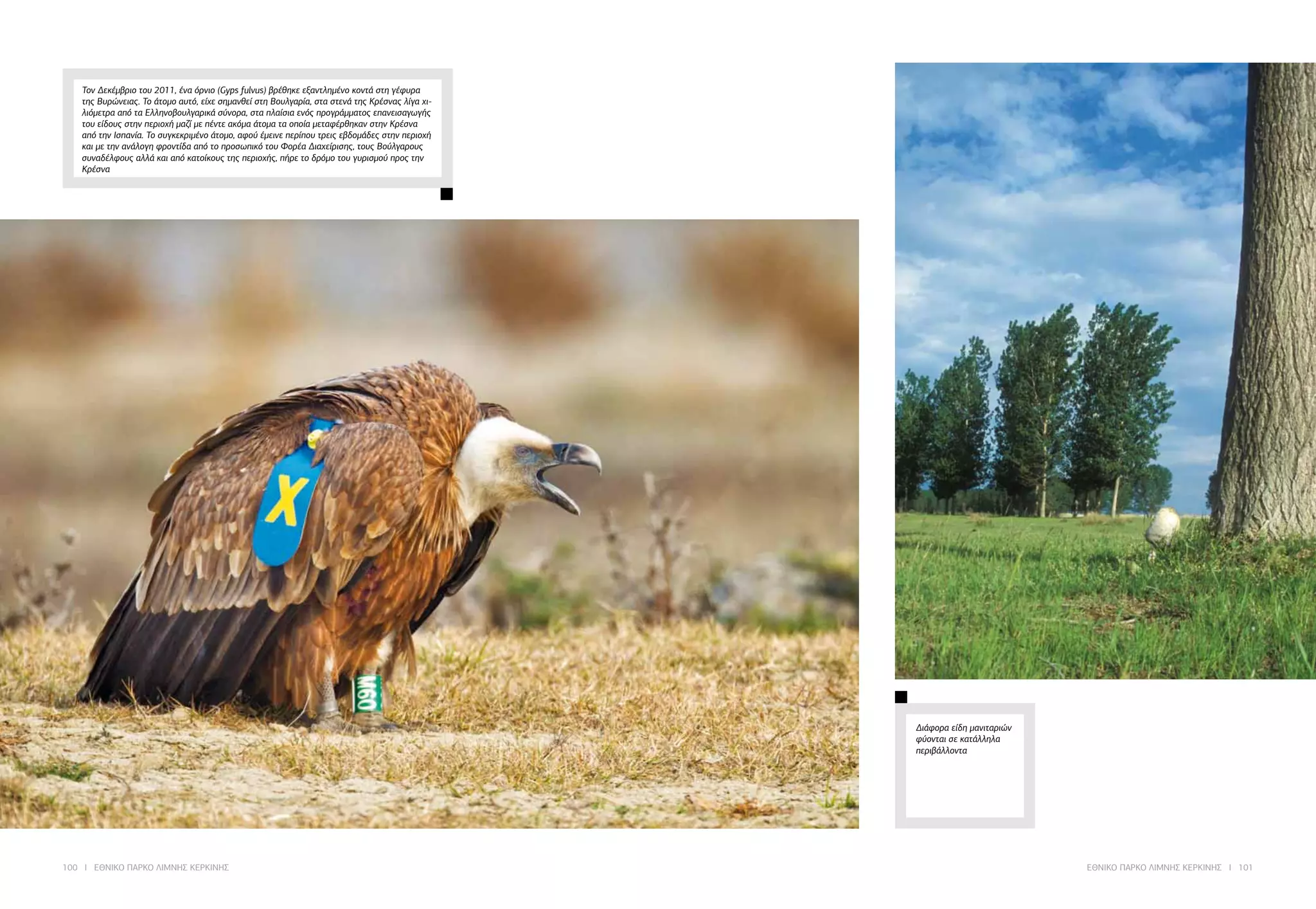 100 I ΕΘΝΙΚΟ ΠΑΡΚΟ ΛΙΜΝΗΣ ΚΕΡΚΙΝΗΣ ΕΘΝΙΚΟ ΠΑΡΚΟ ΛΙΜΝΗΣ ΚΕΡΚΙΝΗΣ I 101
Διάφορα είδη μανιταριών
φύονται σε κατάλληλα
περιβάλλοντα
Τον Δεκέμβριο του 2011, ένα όρνιο (Gyps fulvus) βρέθηκε εξαντλημένο κοντά στη γέφυρα
της Βυρώνειας. Το άτομο αυτό, είχε σημανθεί στη Βουλγαρία, στα στενά της Κρέσνας λίγα χι-
λιόμετρα από τα Ελληνοβουλγαρικά σύνορα, στα πλαίσια ενός προγράμματος επανεισαγωγής
του είδους στην περιοχή μαζί με πέντε ακόμα άτομα τα οποία μεταφέρθηκαν στην Κρέσνα
από την Ισπανία. Το συγκεκριμένο άτομο, αφού έμεινε περίπου τρεις εβδομάδες στην περιοχή
και με την ανάλογη φροντίδα από το προσωπικό του Φορέα Διαχείρισης, τους Βούλγαρους
συναδέλφους αλλά και από κατοίκους της περιοχής, πήρε το δρόμο του γυρισμού προς την
Κρέσνα
 