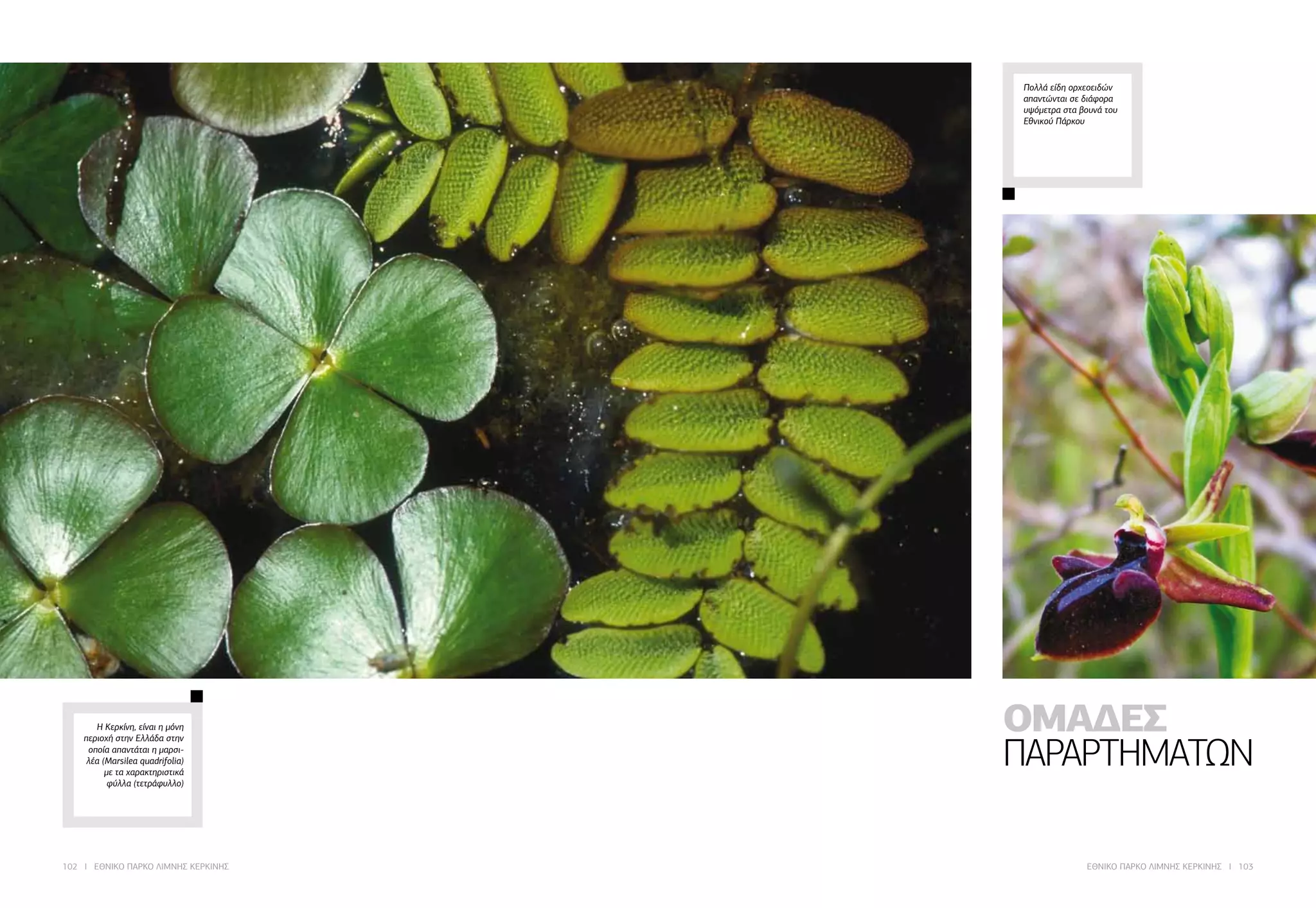 102 I ΕΘΝΙΚΟ ΠΑΡΚΟ ΛΙΜΝΗΣ ΚΕΡΚΙΝΗΣ ΕΘΝΙΚΟ ΠΑΡΚΟ ΛΙΜΝΗΣ ΚΕΡΚΙΝΗΣ I 103
Η Κερκίνη, είναι η μόνη
περιοχή στην Ελλάδα στην
οποία απαντάται η μαρσι-
λέα (Marsilea quadrifolia)
με τα χαρακτηριστικά
φύλλα (τετράφυλλο)
Πολλά είδη ορχεοειδών
απαντώνται σε διάφορα
υψόμετρα στα βουνά του
Εθνικού Πάρκου
ΟΜΑΔΕΣ
ΠΑΡΑΡΤΗΜΑΤΩΝ
 