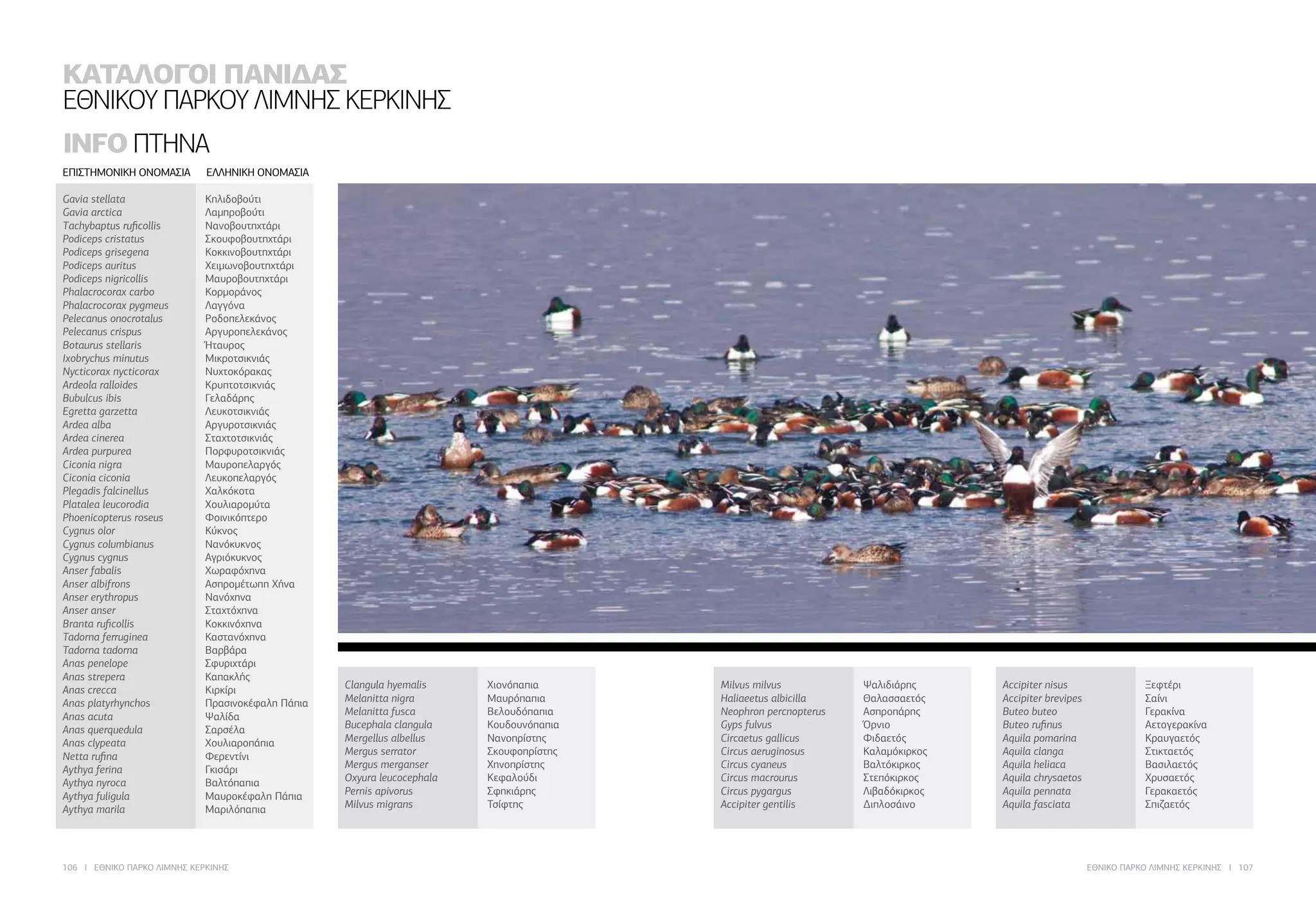 106 I ΕΘΝΙΚΟ ΠΑΡΚΟ ΛΙΜΝΗΣ ΚΕΡΚΙΝΗΣ ΕΘΝΙΚΟ ΠΑΡΚΟ ΛΙΜΝΗΣ ΚΕΡΚΙΝΗΣ I 107
Milvus milvus 	 Ψαλιδιάρης
Haliaeetus albicilla 	 Θαλασσαετός
Neophron percnopterus	 Ασπροπάρης
Gyps fulvus 	 Όρνιο
Circaetus gallicus	 Φιδαετός
Circus aeruginosus 	 Καλαμόκιρκος
Circus cyaneus 	 Βαλτόκιρκος
Circus macrourus 	 Στεπόκιρκος
Circus pygargus 	 Λιβαδόκιρκος
Accipiter gentilis 	 Διπλοσάινο
Accipiter nisus 	 Ξεφτέρι
Accipiter brevipes 	 Σαίνι
Buteo buteo 	 Γερακίνα
Buteo rufinus 	 Αετογερακίνα
Aquila pomarina 	 Κραυγαετός
Aquila clanga 	 Στικταετός
Aquila heliaca 	 Βασιλαετός
Aquila chrysaetos	 Χρυσαετός
Aquila pennata	 Γερακαετός
Aquila fasciata 	 Σπιζαετός
Gavia stellata 	 Κηλιδοβούτι
Gavia arctica 	 Λαμπροβούτι
Τachybaptus ruficollis 	 Νανοβουτηχτάρι
Podiceps cristatus 	 Σκουφοβουτηχτάρι
Podiceps grisegena 	 Κοκκινοβουτηχτάρι
Podiceps auritus 	 Χειμωνοβουτηχτάρι
Podiceps nigricollis 	 Μαυροβουτηχτάρι
Phalacrocorax carbo 	 Κορμοράνος
Phalacrocorax pygmeus 	 Λαγγόνα
Pelecanus onocrotalus 	 Ροδοπελεκάνος
Pelecanus crispus 	 Αργυροπελεκάνος
Botaurus stellaris 	 Ήταυρος
Ixobrychus minutus 	 Μικροτσικνιάς
Nycticorax nycticorax 	 Νυχτοκόρακας
Ardeola ralloides 	 Κρυπτοτσικνιάς
Bubulcus ibis 	 Γελαδάρης
Egretta garzetta 	 Λευκοτσικνιάς
Ardea alba 	 Αργυροτσικνιάς
Ardea cinerea 	 Σταχτοτσικνιάς
Ardea purpurea 	 Πορφυροτσικνιάς
Ciconia nigra 	 Μαυροπελαργός
Ciconia ciconia 	 Λευκοπελαργός
Plegadis falcinellus 	 Χαλκόκοτα
Platalea leucorodia 	 Χουλιαρομύτα
Phoenicopterus roseus	 Φοινικόπτερο
Cygnus olor 	 Κύκνος
Cygnus columbianus	 Νανόκυκνος
Cygnus cygnus 	 Αγριόκυκνος
Anser fabalis 	 Χωραφόχηνα
Anser albifrons 	 Ασπρομέτωπη Χήνα
Anser erythropus 	 Νανόχηνα
Anser anser 	 Σταχτόχηνα
Branta ruficollis 	 Κοκκινόχηνα
Tadorna ferruginea 	 Καστανόχηνα
Tadorna tadorna 	 Βαρβάρα
Anas penelope 	 Σφυριχτάρι
Anas strepera 	 Καπακλής
Anas crecca 	 Κιρκίρι
Anas platyrhynchos 	 Πρασινοκέφαλη Πάπια
Anas acuta 	 Ψαλίδα
Anas querquedula 	 Σαρσέλα
Anas clypeata 	 Χουλιαροπάπια
Netta rufina 	 Φερεντίνι
Aythya ferina 	 Γκισάρι
Aythya nyroca 	 Βαλτόπαπια
Aythya fuligula 	 Μαυροκέφαλη Πάπια
Aythya marila 	 Μαριλόπαπια
Clangula hyemalis 	 Χιονόπαπια
Melanitta nigra 	 Μαυρόπαπια
Melanitta fusca 	 Βελουδόπαπια
Bucephala clangula 	 Κουδουνόπαπια
Mergellus albellus 	 Νανοπρίστης
Mergus serrator 	 Σκουφοπρίστης
Mergus merganser	 Χηνοπρίστης
Oxyura leucocephala 	Κεφαλούδι
Pernis apivorus 	 Σφηκιάρης
Milvus migrans 	 Τσίφτης
ΕΠΙΣΤΗΜΟΝΙΚΗ ΟΝΟΜΑΣΙΑ 	 ΕΛΛΗΝΙΚΗ ΟΝΟΜΑΣΙΑ
ΚΑΤΑΛΟΓΟΙ ΠΑΝΙΔΑΣ
ΕΘΝΙΚΟΥ ΠΑΡΚΟΥ ΛΙΜΝΗΣ ΚΕΡΚΙΝΗΣ
INFO ΠΤΗΝΑ
 