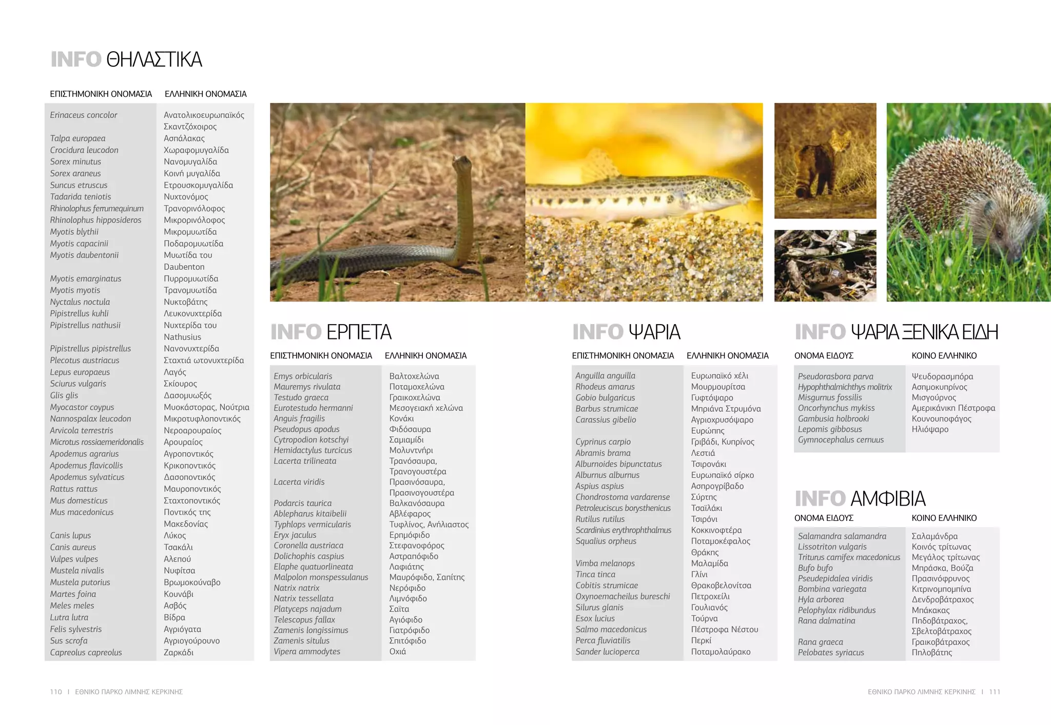 110 I ΕΘΝΙΚΟ ΠΑΡΚΟ ΛΙΜΝΗΣ ΚΕΡΚΙΝΗΣ ΕΘΝΙΚΟ ΠΑΡΚΟ ΛΙΜΝΗΣ ΚΕΡΚΙΝΗΣ I 111
ΕΠΙΣΤΗΜΟΝΙΚΗ ΟΝΟΜΑΣΙΑ 	 ΕΛΛΗΝΙΚΗ ΟΝΟΜΑΣΙΑ
INFO ΘΗΛΑΣΤΙΚΑ
Emys orbicularis	 Βαλτοχελώνα
Mauremys rivulata	 Ποταμοχελώνα
Testudo graeca	 Γραικοχελώνα
Eurotestudo hermanni	 Μεσογειακή χελώνα
Anguis fragilis	 Κονάκι
Pseudopus apodus	 Φιδόσαυρα
Cytropodion kotschyi	 Σαμιαμίδι
Hemidactylus turcicus	 Μολυντνήρι
Lacerta trilineata	 Τρανόσαυρα,
	 Τρανογουστέρα
Lacerta viridis	 Πρασινόσαυρα,
	 Πρασινογουστέρα
Podarcis taurica	 Βαλκανόσαυρα
Ablepharus kitaibelii	 Αβλέφαρος
Typhlops vermicularis	 Τυφλίνος, Ανήλιαστος
Eryx jaculus	 Ερημόφιδο
Coronella austriaca	 Στεφανοφόρος
Dolichophis caspius	 Αστραπόφιδο
Elaphe quatuorlineata	 Λαφιάτης
Malpolon monspessulanus	 Μαυρόφιδο, Σαπίτης
Natrix natrix	 Νερόφιδο
Natrix tessellata	 Λιμνόφιδο
Platyceps najadum	 Σαϊτα
Telescopus fallax	 Αγιόφιδο
Zamenis longissimus	 Γιατρόφιδο
Zamenis situlus	 Σπιτόφιδο
Vipera ammodytes	 Οχιά
Anguilla anguilla	 Ευρωπαϊκό χέλι
Rhodeus amarus	 Μουρμουρίτσα
Gobio bulgaricus	 Γυφτόψαρο
Barbus strumicae	 Μπριάνα Στρυμόνα
Carassius gibelio	 Αγριοχρυσόψαρο
	 Ευρώπης
Cyprinus carpio	 Γριβάδι, Κυπρίνος
Abramis brama	 Λεστιά
Alburnoides bipunctatus	 Τσιρονάκι
Alburnus alburnus	 Ευρωπαϊκό σίρκο
Aspius aspius	 Ασπρογρίβαδο
Chondrostoma vardarense	 Σύρτης
Petroleuciscus borysthenicus	 Τσαϊλάκι
Rutilus rutilus	 Τσιρόνι
Scardinius erythrophthalmus	 Κοκκινοφτέρα
Squalius orpheus	 Ποταμοκέφαλος
	 Θράκης
Vimba melanops	 Μαλαμίδα
Tinca tinca	 Γλίνι
Cobitis strumicae	 Θρακοβελονίτσα
Oxynoemacheilus bureschi	 Πετροχείλι
Silurus glanis	 Γουλιανός
Esox lucius	 Τούρνα
Salmo macedonicus	 Πέστροφα Νέστου
Perca fluviatilis	 Περκί
Sander lucioperca	 Ποταμολαύρακο
Pseudorasbora parva	 Ψευδορασμπόρα
Hypophthalmichthys molitrix	 Ασημοκυπρίνος
Misgurnus fossilis	 Μισγούρνος
Oncorhynchus mykiss	 Αμερικάνικη Πέστροφα
Gambusia holbrooki	 Κουνουποφάγος
Lepomis gibbosus	 Ηλιόψαρο
Gymnocephalus cernuus
Salamandra salamandra	 Σαλαμάνδρα
Lissotriton vulgaris	 Κοινός τρίτωνας
Triturus carnifex macedonicus	 Μεγάλος τρίτωνας
Bufo bufo	 Μπράσκα, Βούζα
Pseudepidalea viridis	 Πρασινόφρυνος
Bombina variegata	 Κιτρινομπομπίνα
Hyla arborea	 Δενδροβάτραχος
Pelophylax ridibundus	 Μπάκακας
Rana dalmatina	 Πηδοβάτραχος, 		
	 Σβελτοβάτραχος
Rana graeca	 Γραικοβάτραχος
Pelobates syriacus	 Πηλοβάτης
ΕΠΙΣΤΗΜΟΝΙΚΗ ΟΝΟΜΑΣΙΑ 	 ΕΛΛΗΝΙΚΗ ΟΝΟΜΑΣΙΑ ΕΠΙΣΤΗΜΟΝΙΚΗ ΟΝΟΜΑΣΙΑ 	 ΕΛΛΗΝΙΚΗ ΟΝΟΜΑΣΙΑ ONOMA EIΔΟΥΣ 	 ΚΟΙΝΟ ΕΛΛΗΝΙΚΟ
ONOMA EIΔΟΥΣ 	 ΚΟΙΝΟ ΕΛΛΗΝΙΚΟ
INFO ΕΡΠΕΤΑ INFO ΨΑΡΙΑ INFO ΨΑΡΙΑΞΕΝΙΚΑΕΙΔΗ
INFO ΑΜΦΙΒΙΑ
Erinaceus concolor	 Ανατολικοευρωπαϊκός 	
	 Σκαντζόχοιρος
Talpa europaea	 Ασπάλακας
Crocidura leucodon	 Χωραφομυγαλίδα
Sorex minutus	 Νανομυγαλίδα
Sorex araneus	 Κοινή μυγαλίδα
Suncus etruscus	 Ετρουσκομυγαλίδα
Tadarida teniotis	 Νυχτονόμος
Rhinolophus ferrumequinum	 Τρανορινόλοφος
Rhinolophus hipposideros	 Μικρορινόλοφος
Myotis blythii	 Μικρομυωτίδα
Myotis capacinii	 Ποδαρομυωτίδα
Myotis daubentonii	 Μυωτίδα του
	 Daubenton
Myotis emarginatus	 Πυρρομυωτίδα
Myotis myotis	 Τρανομυωτίδα
Nyctalus noctula	 Νυκτοβάτης
Pipistrellus kuhli	 Λευκονυχτερίδα
Pipistrellus nathusii	 Νυχτερίδα του
	 Nathusius
Pipistrellus pipistrellus	 Νανονυχτερίδα
Plecotus austriacus	 Σταχτιά ωτονυχτερίδα
Lepus europaeus	 Λαγός
Sciurus vulgaris	 Σκίουρος
Glis glis	 Δασομυωξός
Myocastor coypus	 Μυοκάστορας, Νούτρια
Nannospalax leucodon	 Μικροτυφλοποντικός
Arvicola terrestris	 Νεροαρουραίος
Microtus rossiaemeridonalis	 Αρουραίος
Apodemus agrarius	 Αγροποντικός
Apodemus flavicollis	 Κρικοποντικός
Apodemus sylvaticus	 Δασοποντικός
Rattus rattus	 Μαυροποντικός
Mus domesticus	 Σταχτοποντικός
Mus macedonicus	 Ποντικός της
	 Μακεδονίας
Canis lupus	 Λύκος
Canis aureus	 Τσακάλι
Vulpes vulpes	 Αλεπού
Mustela nivalis	 Νυφίτσα
Mustela putorius	 Βρωμοκούναβο
Martes foina	 Κουνάβι
Meles meles	 Ασβός
Lutra lutra	 Βίδρα
Felis sylvestris	 Αγριόγατα
Sus scrofa	 Αγριογούρουνο
Capreolus capreolus	 Ζαρκάδι
 
