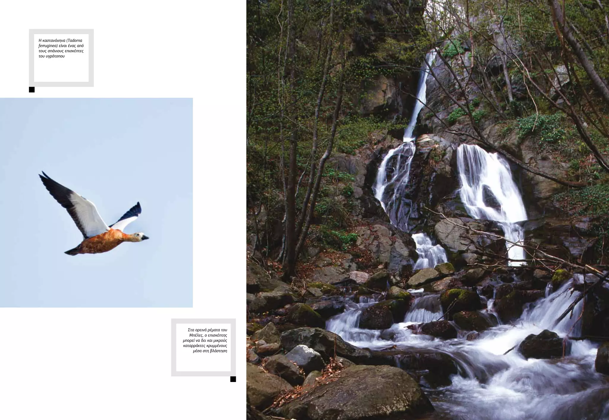 Στα ορεινά ρέματα του
Μπέλες, ο επισκέπτης
μπορεί να δει και μικρούς
καταρράκτες κρυμμένους
μέσα στη βλάστηση
Η καστανόχηνα (Tadorna
ferruginea) είναι ένας από
τους σπάνιους επισκέπτες
του υγρότοπου
 