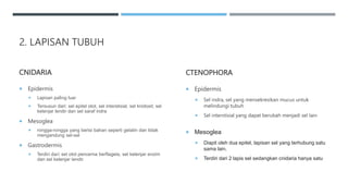 2. LAPISAN TUBUH
CNIDARIA
 Epidermis
 Lapisan paling luar
 Tersusun dari: sel epitel otot, sel interstisial, sel knidosit, sel
kelenjar lendir dan sel saraf indra
 Mesoglea
 rongga-rongga yang berisi bahan seperti gelatin dan tidak
mengandung sel-sel
 Gastrodermis
 Terdiri dari: sel otot pencerna berflagela, sel kelenjar enzim
dan sel kelenjar lendir.
CTENOPHORA
 Epidermis
 Sel indra, sel yang mensekresikan mucus untuk
melindungi tubuh
 Sel interstisial yang dapat berubah menjadi sel lain
 Mesoglea
 Diapit oleh dua epitel, lapisan sel yang terhubung satu
sama lain.
 Terdiri dari 2 lapis sel sedangkan cnidaria hanya satu
 