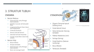 3. STRUKTUR TUBUH
CNIDARIA
 Bentuk Medusa
 Gastrovascular cavity (Rongga
Gastrovaskuler)
 Epithelio muscular cell (Sel epitel
Otot)
 Longitudinal Muscle Fibers (Serat
otot longitudinal)
 Cnidocyte (Knidosit)
 Sensory Cell (Sel Sensori)
 Interstital Cell (Sel Interstitial)
 Circular muscle fibers (Serat otot
sirkuler)
 Bentuk Polip
 Mouth (Mulut)
 Tentacle (tentakel)
 Gastrovascular cavity (Rongga
Gastrovakuler)
 Nerve net (Jaringan Saraf)
CTENOPHORA
 Organo Sensorial apical
(lubang anus)
 Canal aboral (Usus)
 Vaina tentacular (Sarung
tentakel)
 Paletas Natatorias (sisir)
 Faringe (Faring)
 Canal Gastrico (Saluran
Lambung)
 Boca (Mulut)
 Tentaculo (Tentakel)
 