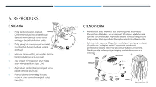 5. REPRODUKSI
CNIDARIA
1. Polip berkromosom diploid
(2n)bereproduksi secara aseksual
dengan membentuk tunas-tunas
sehingga terjadilah koloni polip
2. Polip yang tak mempunyai tentakel
membentuk tunas medusa secara
aseksual
3. Medusa dewasa (2n) jantan dan betina
bereproduksi secara aseksual
4. Jika terjadi fertilisasi sel telur maka
akan menghasilkan zigot (2n)
5. Zigot akan berkembang menjadi larva
padat bersilia (planula)
6. Planula ahirnya menetap disuatu
substrat dan tumbuh menjadi polip
baru (2n)
CTENOPHORA
 Hermafrodit atau memiliki alat kelamin ganda. Reproduksi
Ctenophora dilakukan secara seksual. Meskipun ada beberapa
spesies yang melakukan reproduksi secara aseksual dengan cara
fragmentasi. Alat reproduksi Ctenophora terletak dibawah cilia.
 Sel ovom dan sperma dilepaskan melalui pori-pori yang terdapat
di epidermis. Sebagian besar Ctenophora melakukan
pembelahan secara eksternal atau diluar tubuh Ctenophora.
Meskipun ada beberapa spesies yang melakukannya secara
internal.
 
